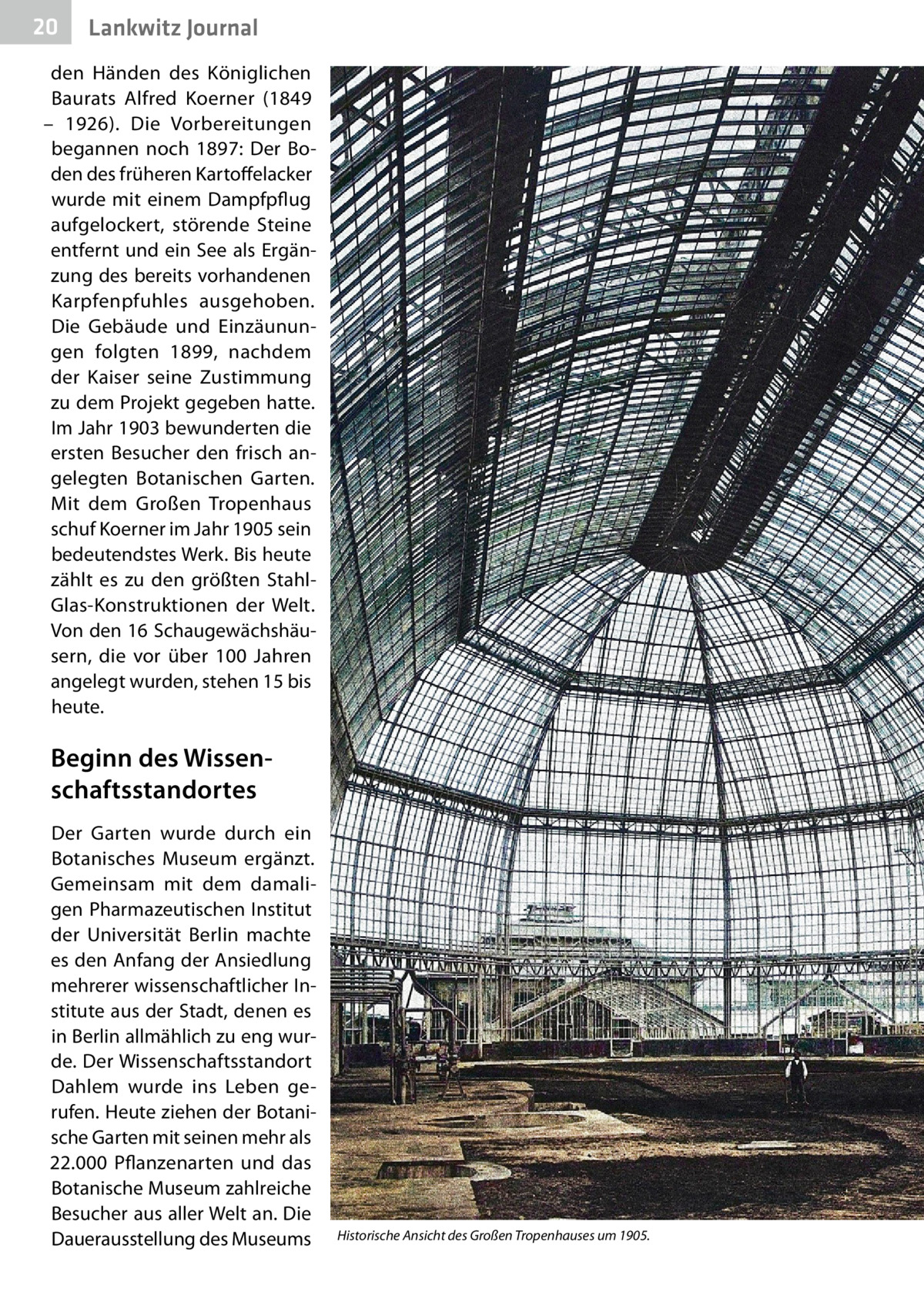 20  Lankwitz Journal  den Händen des Königlichen Baurats Alfred Koerner (1849 – 1926). Die Vorbereitungen begannen noch 1897: Der Boden des früheren Kartoffelacker wurde mit einem Dampfpflug aufgelockert, störende Steine entfernt und ein See als Ergänzung des bereits vorhandenen Karpfenpfuhles ausgehoben. Die Gebäude und Einzäunungen folgten 1899, nachdem der Kaiser seine Zustimmung zu dem Projekt gegeben hatte. Im Jahr 1903 bewunderten die ersten Besucher den frisch angelegten Botanischen Garten. Mit dem Großen Tropenhaus schuf Koerner im Jahr 1905 sein bedeutendstes Werk. Bis heute zählt es zu den größten StahlGlas-Konstruktionen der Welt. Von den 16 Schaugewächshäusern, die vor über 100  Jahren angelegt wurden, stehen 15 bis heute.  Beginn des Wissenschaftsstandortes Der Garten wurde durch ein Botanisches Museum ergänzt. Gemeinsam mit dem damaligen Pharmazeutischen Institut der Universität Berlin machte es den Anfang der Ansiedlung mehrerer wissenschaftlicher Institute aus der Stadt, denen es in Berlin allmählich zu eng wurde. Der Wissenschaftsstandort Dahlem wurde ins Leben gerufen. Heute ziehen der Botanische Garten mit seinen mehr als 22.000  Pflanzenarten und das Botanische Museum zahlreiche Besucher aus aller Welt an. Die Dauerausstellung des Museums  Historische Ansicht des Großen Tropenhauses um 1905. �