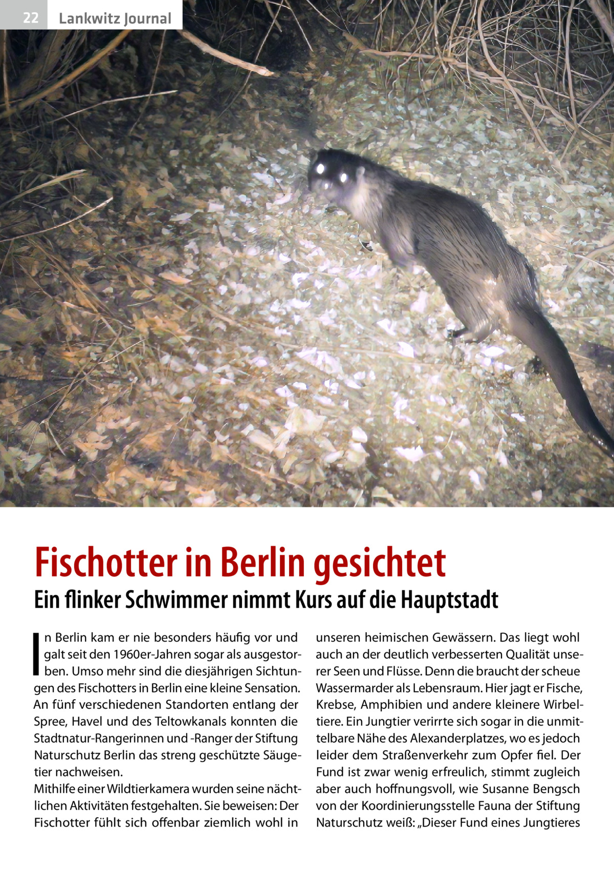 22  Gesundheit Lankwitz Journal  �  Fischotter in Berlin gesichtet  Ein flinker Schwimmer nimmt Kurs auf die Hauptstadt  I  n Berlin kam er nie besonders häufig vor und galt seit den 1960er-Jahren sogar als ausgestorben. Umso mehr sind die diesjährigen Sichtungen des Fischotters in Berlin eine kleine Sensation. An fünf verschiedenen Standorten entlang der Spree, Havel und des Teltowkanals konnten die Stadtnatur-Rangerinnen und -Ranger der Stiftung Naturschutz Berlin das streng geschützte Säugetier nachweisen. Mithilfe einer Wildtierkamera wurden seine nächtlichen Aktivitäten festgehalten. Sie beweisen: Der Fischotter fühlt sich offenbar ziemlich wohl in  unseren heimischen Gewässern. Das liegt wohl auch an der deutlich verbesserten Qualität unserer Seen und Flüsse. Denn die braucht der scheue Wassermarder als Lebensraum. Hier jagt er Fische, Krebse, Amphibien und andere kleinere Wirbeltiere. Ein Jungtier verirrte sich sogar in die unmittelbare Nähe des Alexanderplatzes, wo es jedoch leider dem Straßenverkehr zum Opfer fiel. Der Fund ist zwar wenig erfreulich, stimmt zugleich aber auch hoffnungsvoll, wie Susanne Bengsch von der Koordinierungsstelle Fauna der Stiftung Naturschutz weiß: „Dieser Fund eines Jungtieres