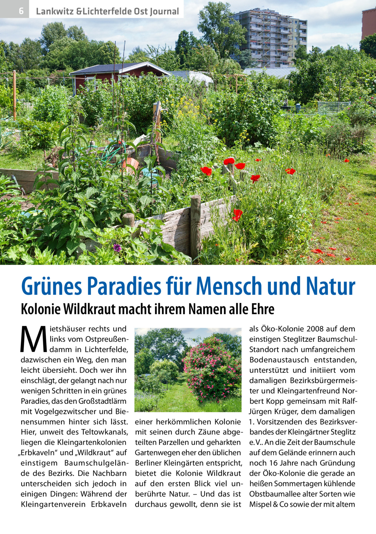 6  Lankwitz &Lichterfelde Ost Journal  Grünes Paradies für Mensch und Natur  Kolonie Wildkraut macht ihrem Namen alle Ehre  M  ietshäuser rechts und links vom Ostpreußendamm in Lichterfelde, dazwischen ein Weg, den man leicht übersieht. Doch wer ihn einschlägt, der gelangt nach nur wenigen Schritten in ein grünes Paradies, das den Großstadtlärm mit Vogelgezwitscher und Bienensummen hinter sich lässt. Hier, unweit des Teltowkanals, liegen die Kleingartenkolonien „Erbkaveln“ und „Wildkraut“ auf einstigem Baumschulgelände des Bezirks. Die Nachbarn unterscheiden sich jedoch in einigen Dingen: Während der Kleingartenverein Erbkaveln  einer herkömmlichen Kolonie mit seinen durch Zäune abgeteilten Parzellen und geharkten Gartenwegen eher den üblichen Berliner Kleingärten entspricht, bietet die Kolonie Wildkraut auf den ersten Blick viel unberührte Natur. – Und das ist durchaus gewollt, denn sie ist  als Öko-Kolonie 2008 auf dem einstigen Steglitzer BaumschulStandort nach umfangreichem Bodenaustausch entstanden, unterstützt und initiiert vom damaligen Bezirksbürgermeister und Kleingartenfreund Norbert Kopp gemeinsam mit RalfJürgen Krüger, dem damaligen 1. Vorsitzenden des Bezirksverbandes der Kleingärtner Steglitz e. V.. An die Zeit der Baumschule auf dem Gelände erinnern auch noch 16 Jahre nach Gründung der Öko-Kolonie die gerade an heißen Sommertagen kühlende Obstbaumallee alter Sorten wie Mispel & Co sowie der mit altem
