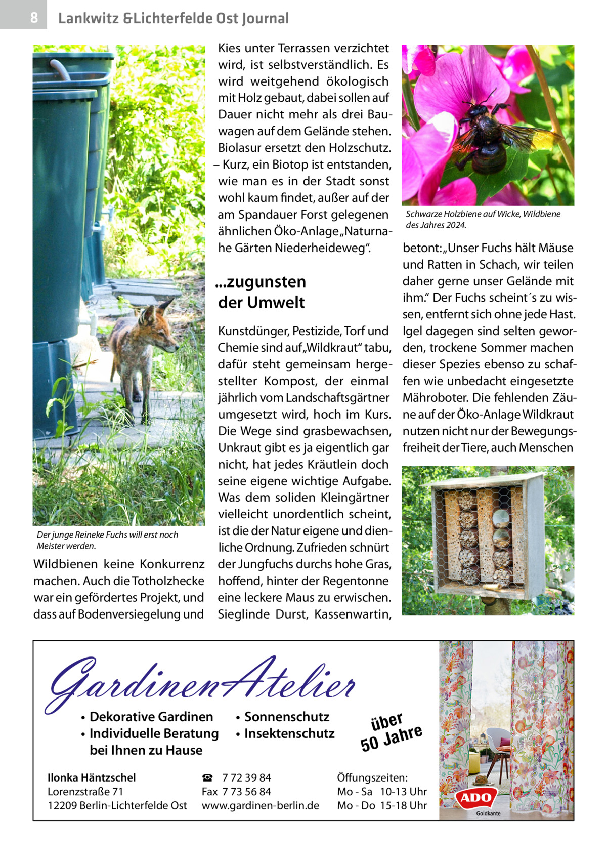 8  Gesundheit Lankwitz &Lichterfelde Ost Journal  Der junge Reineke Fuchs will erst noch Meister werden.  Wildbienen keine Konkurrenz machen. Auch die Totholzhecke war ein gefördertes Projekt, und dass auf Bodenversiegelung und  Kies unter Terrassen verzichtet wird, ist selbstverständlich. Es wird weitgehend ökologisch mit Holz gebaut, dabei sollen auf Dauer nicht mehr als drei Bauwagen auf dem Gelände stehen. Biolasur ersetzt den Holzschutz. – Kurz, ein Biotop ist entstanden, wie man es in der Stadt sonst wohl kaum findet, außer auf der am Spandauer Forst gelegenen Schwarze Holzbiene auf Wicke, Wildbiene des Jahres 2024. ähnlichen Öko-Anlage „Naturnabetont: „Unser Fuchs hält Mäuse he Gärten Niederheideweg“. und Ratten in Schach, wir teilen daher gerne unser Gelände mit ...zugunsten ihm.“ Der Fuchs scheint´s zu wisder Umwelt sen, entfernt sich ohne jede Hast. Kunstdünger, Pestizide, Torf und Igel dagegen sind selten geworChemie sind auf „Wildkraut“ tabu, den, trockene Sommer machen dafür steht gemeinsam herge- dieser Spezies ebenso zu schafstellter Kompost, der einmal fen wie unbedacht eingesetzte jährlich vom Landschaftsgärtner Mähroboter. Die fehlenden Zäuumgesetzt wird, hoch im Kurs. ne auf der Öko-Anlage Wildkraut Die Wege sind grasbewachsen, nutzen nicht nur der BewegungsUnkraut gibt es ja eigentlich gar freiheit der Tiere, auch Menschen nicht, hat jedes Kräutlein doch seine eigene wichtige Aufgabe. Was dem soliden Kleingärtner vielleicht unordentlich scheint, ist die der Natur eigene und dienliche Ordnung. Zufrieden schnürt der Jungfuchs durchs hohe Gras, hoffend, hinter der Regentonne eine leckere Maus zu erwischen. Sieglinde Durst, Kassenwartin,  GardinenAtelier • Dekorative Gardinen • Individuelle Beratung bei Ihnen zu Hause  Ilonka Häntzschel Lorenzstraße 71 12209 Berlin-Lichterfelde Ost  • Sonnenschutz • Insektenschutz  ☎ 7 72 39 84 Fax 7 73 56 84 www.gardinen-berlin.de  über re h 50 Ja  Öffungszeiten: Mo - Sa 10-13 Uhr Mo - Do 15-18 Uhr