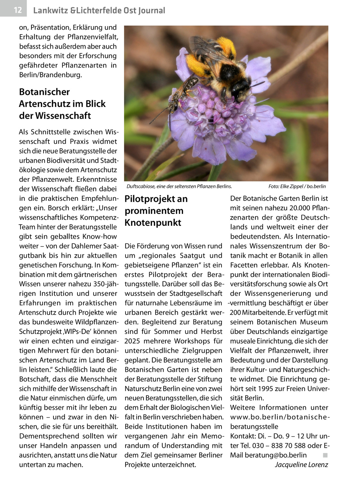 12  Lankwitz &Lichterfelde Ost Journal  on, Präsentation, Erklärung und Erhaltung der Pflanzenvielfalt, befasst sich außerdem aber auch besonders mit der Erforschung gefährdeter Pflanzenarten in Berlin/Brandenburg.  Botanischer Artenschutz im Blick der Wissenschaft Als Schnittstelle zwischen Wissenschaft und Praxis widmet sich die neue Beratungsstelle der urbanen Biodiversität und Stadtökologie sowie dem Artenschutz der Pflanzenwelt. Erkenntnisse der Wissenschaft fließen dabei in die praktischen Empfehlungen ein. Borsch erklärt: „Unser wissenschaftliches KompetenzTeam hinter der Beratungsstelle gibt sein geballtes Know-how weiter – von der Dahlemer Saatgutbank bis hin zur aktuellen genetischen Forschung. In Kombination mit dem gärtnerischen Wissen unserer nahezu 350-jährigen Institution und unserer Erfahrungen im praktischen Artenschutz durch Projekte wie das bundesweite WildpflanzenSchutzprojekt ‚WIPs-De‘ können wir einen echten und einzigartigen Mehrwert für den botanischen Artenschutz im Land Berlin leisten.“ Schließlich laute die Botschaft, dass die Menschheit sich mithilfe der Wissenschaft in die Natur einmischen dürfe, um künftig besser mit ihr leben zu können – und zwar in den Nischen, die sie für uns bereithält. Dementsprechend sollten wir unser Handeln anpassen und ausrichten, anstatt uns die Natur untertan zu machen.  Duftscabiose, eine der seltensten Pflanzen Berlins.�  Pilotprojekt an prominentem Knotenpunkt Die Förderung von Wissen rund um „regionales Saatgut und gebietseigene Pflanzen“ ist ein erstes Pilotprojekt der Beratungsstelle. Darüber soll das Bewusstsein der Stadtgesellschaft für naturnahe Lebensräume im urbanen Bereich gestärkt werden. Begleitend zur Beratung sind für Sommer und Herbst 2025 mehrere Workshops für unterschiedliche Zielgruppen geplant. Die Beratungsstelle am Botanischen Garten ist neben der Beratungsstelle der Stiftung Naturschutz Berlin eine von zwei neuen Beratungsstellen, die sich dem Erhalt der Biologischen Vielfalt in Berlin verschrieben haben. Beide Institutionen haben im vergangenen Jahr ein Memorandum of Understanding mit dem Ziel gemeinsamer Berliner Projekte unterzeichnet.  Foto: Elke Zippel / bo.berlin  Der Botanische Garten Berlin ist mit seinen nahezu 20.000 Pflanzenarten der größte Deutschlands und weltweit einer der bedeutendsten. Als Internationales Wissenszentrum der Botanik macht er Botanik in allen Facetten erlebbar. Als Knotenpunkt der internationalen Biodiversitätsforschung sowie als Ort der Wissensgenerierung und -vermittlung beschäftigt er über 200 Mitarbeitende. Er verfügt mit seinem Botanischen Museum über Deutschlands einzigartige museale Einrichtung, die sich der Vielfalt der Pflanzenwelt, ihrer Bedeutung und der Darstellung ihrer Kultur- und Naturgeschichte widmet. Die Einrichtung gehört seit 1995 zur Freien Universität Berlin. Weitere Informationen unter www.bo.berlin/botanische beratungsstelle Kontakt: Di. – Do. 9 – 12 Uhr unter Tel. 030 – 838 70 588 oder EMail beratung@bo.berlin� ◾ � Jacqueline Lorenz