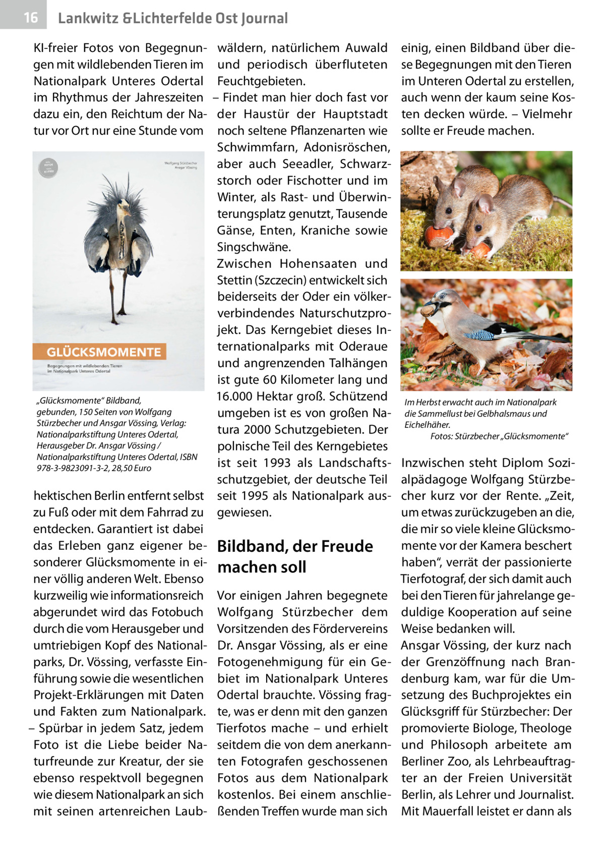 16  Lankwitz &Lichterfelde Ost Journal  KI-freier Fotos von Begegnungen mit wildlebenden Tieren im Nationalpark Unteres Odertal im Rhythmus der Jahreszeiten dazu ein, den Reichtum der Natur vor Ort nur eine Stunde vom  wäldern, natürlichem Auwald und periodisch überfluteten Feuchtgebieten. – Findet man hier doch fast vor der Haustür der Hauptstadt noch seltene Pflanzenarten wie Schwimmfarn, Adonisröschen, aber auch Seeadler, Schwarzstorch oder Fischotter und im Winter, als Rast- und Überwinterungsplatz genutzt, Tausende Gänse, Enten, Kraniche sowie Singschwäne. Zwischen Hohensaaten und Stettin (Szczecin) entwickelt sich beiderseits der Oder ein völkerverbindendes Naturschutzprojekt. Das Kerngebiet dieses Internationalparks mit Oderaue und angrenzenden Talhängen ist gute 60 Kilometer lang und 16.000 Hektar groß. Schützend „Glücksmomente“ Bildband, gebunden, 150 Seiten von Wolfgang umgeben ist es von großen NaStürzbecher und Ansgar Vössing, Verlag: tura 2000 Schutzgebieten. Der Nationalparkstiftung Unteres Odertal, Herausgeber Dr. Ansgar Vössing / polnische Teil des Kerngebietes Nationalparkstiftung Unteres Odertal, ISBN ist seit 1993 als Landschafts978-3-9823091-3-2, 28,50 Euro schutzgebiet, der deutsche Teil hektischen Berlin entfernt selbst seit 1995 als Nationalpark auszu Fuß oder mit dem Fahrrad zu gewiesen. entdecken. Garantiert ist dabei das Erleben ganz eigener be- Bildband, der Freude sonderer Glücksmomente in ei- machen soll ner völlig anderen Welt. Ebenso kurzweilig wie informationsreich Vor einigen Jahren begegnete abgerundet wird das Fotobuch Wolfgang Stürzbecher dem durch die vom Herausgeber und Vorsitzenden des Fördervereins umtriebigen Kopf des National- Dr. Ansgar Vössing, als er eine parks, Dr. Vössing, verfasste Ein- Fotogenehmigung für ein Geführung sowie die wesentlichen biet im Nationalpark Unteres Projekt-Erklärungen mit Daten Odertal brauchte. Vössing fragund Fakten zum Nationalpark. te, was er denn mit den ganzen – Spürbar in jedem Satz, jedem Tierfotos mache – und erhielt Foto ist die Liebe beider Na- seitdem die von dem anerkannturfreunde zur Kreatur, der sie ten Fotografen geschossenen ebenso respektvoll begegnen Fotos aus dem Nationalpark wie diesem Nationalpark an sich kostenlos. Bei einem anschliemit seinen artenreichen Laub- ßenden Treffen wurde man sich  einig, einen Bildband über diese Begegnungen mit den Tieren im Unteren Odertal zu erstellen, auch wenn der kaum seine Kosten decken würde. – Vielmehr sollte er Freude machen.  Im Herbst erwacht auch im Nationalpark die Sammellust bei Gelbhalsmaus und Eichelhäher. � Fotos: Stürzbecher „Glücksmomente“  Inzwischen steht Diplom Sozialpädagoge Wolfgang Stürzbecher kurz vor der Rente. „Zeit, um etwas zurückzugeben an die, die mir so viele kleine Glücksmomente vor der Kamera beschert haben“, verrät der passionierte Tierfotograf, der sich damit auch bei den Tieren für jahrelange geduldige Kooperation auf seine Weise bedanken will. Ansgar Vössing, der kurz nach der Grenzöffnung nach Brandenburg kam, war für die Umsetzung des Buchprojektes ein Glücksgriff für Stürzbecher: Der promovierte Biologe, Theologe und Philosoph arbeitete am Berliner Zoo, als Lehrbeauftragter an der Freien Universität Berlin, als Lehrer und Journalist. Mit Mauerfall leistet er dann als