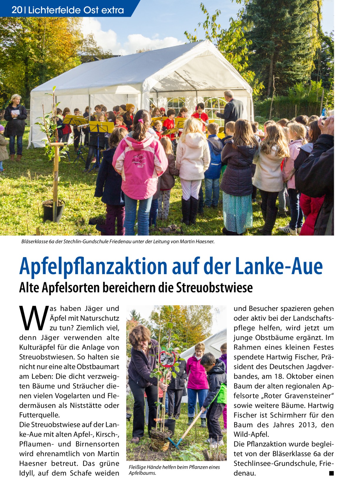 20 Lichterfelde Ost extra  Bläserklasse 6a der Stechlin-Gundschule Friedenau unter der Leitung von Martin Haesner.  Apfelpflanzaktion auf der Lanke-Aue Alte Apfelsorten bereichern die Streuobstwiese  W  as haben Jäger und Äpfel mit Naturschutz zu tun? Ziemlich viel, denn Jäger verwenden alte Kulturäpfel für die Anlage von Streuobstwiesen. So halten sie nicht nur eine alte Obstbaumart am Leben: Die dicht verzweigten Bäume und Sträucher dienen vielen Vogelarten und Fledermäusen als Niststätte oder Futterquelle. Die Streuobstwiese auf der Lanke-Aue mit alten Apfel-, Kirsch-, Pflaumen- und Birnensorten wird ehrenamtlich von Martin Haesner betreut. Das grüne Idyll, auf dem Schafe weiden  Fleißige Hände helfen beim Pflanzen eines Apfelbaums.  und Besucher spazieren gehen oder aktiv bei der Landschaftspflege helfen, wird jetzt um junge Obstbäume ergänzt. Im Rahmen eines kleinen Festes spendete Hartwig Fischer, Präsident des Deutschen Jagdverbandes, am 18. Oktober einen Baum der alten regionalen Apfelsorte „Roter Gravensteiner“ sowie weitere Bäume. Hartwig Fischer ist Schirmherr für den Baum des Jahres 2013, den Wild-Apfel. Die Pflanzaktion wurde begleitet von der Bläserklasse 6a der Stechlinsee-Grundschule, Friedenau. � ◾