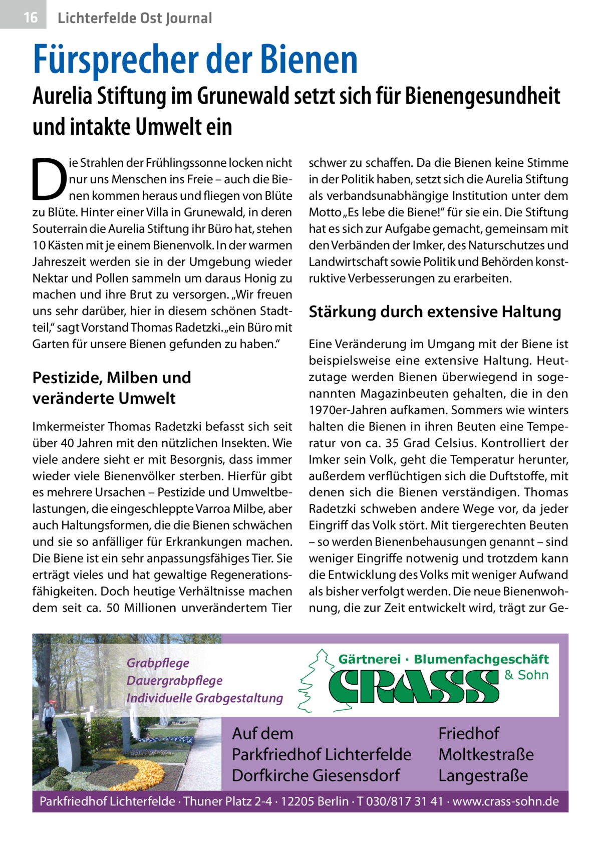 16  Lichterfelde Ost Journal  Fürsprecher der Bienen  Aurelia Stiftung im Grunewald setzt sich für Bienengesundheit und intakte Umwelt ein  D  ie Strahlen der Frühlingssonne locken nicht nur uns Menschen ins Freie – auch die Bienen kommen heraus und fliegen von Blüte zu Blüte. Hinter einer Villa in Grunewald, in deren Souterrain die Aurelia Stiftung ihr Büro hat, stehen 10 Kästen mit je einem Bienenvolk. In der warmen Jahreszeit werden sie in der Umgebung wieder Nektar und Pollen sammeln um daraus Honig zu machen und ihre Brut zu versorgen. „Wir freuen uns sehr darüber, hier in diesem schönen Stadtteil,“ sagt Vorstand Thomas Radetzki. „ein Büro mit Garten für unsere Bienen gefunden zu haben.“  Pestizide, Milben und veränderte Umwelt Imkermeister Thomas Radetzki befasst sich seit über 40 Jahren mit den nützlichen Insekten. Wie viele andere sieht er mit Besorgnis, dass immer wieder viele Bienenvölker sterben. Hierfür gibt es mehrere Ursachen – Pestizide und Umweltbelastungen, die eingeschleppte Varroa Milbe, aber auch Haltungsformen, die die Bienen schwächen und sie so anfälliger für Erkrankungen machen. Die Biene ist ein sehr anpassungsfähiges Tier. Sie erträgt vieles und hat gewaltige Regenerationsfähigkeiten. Doch heutige Verhältnisse machen dem seit ca. 50  Millionen unverändertem Tier  Grabpflege Dauergrabpflege Individuelle Grabgestaltung  schwer zu schaffen. Da die Bienen keine Stimme in der Politik haben, setzt sich die Aurelia Stiftung als verbandsunabhängige Institution unter dem Motto „Es lebe die Biene!“ für sie ein. Die Stiftung hat es sich zur Aufgabe gemacht, gemeinsam mit den Verbänden der Imker, des Naturschutzes und Landwirtschaft sowie Politik und Behörden konstruktive Verbesserungen zu erarbeiten.  Stärkung durch extensive Haltung Eine Veränderung im Umgang mit der Biene ist beispielsweise eine extensive Haltung. Heutzutage werden Bienen überwiegend in sogenannten Magazinbeuten gehalten, die in den 1970er-Jahren aufkamen. Sommers wie winters halten die Bienen in ihren Beuten eine Temperatur von ca. 35  Grad Celsius. Kontrolliert der Imker sein Volk, geht die Temperatur herunter, außerdem verflüchtigen sich die Duftstoffe, mit denen sich die Bienen verständigen. Thomas Radetzki schweben andere Wege vor, da jeder Eingriff das Volk stört. Mit tiergerechten Beuten – so werden Bienenbehausungen genannt – sind weniger Eingriffe notwenig und trotzdem kann die Entwicklung des Volks mit weniger Aufwand als bisher verfolgt werden. Die neue Bienenwohnung, die zur Zeit entwickelt wird, trägt zur Ge Gärtnerei · Blumenfachgeschäft & Sohn  Auf dem Parkfriedhof Lichterfelde Dorfkirche Giesensdorf  Friedhof Moltkestraße Langestraße  Parkfriedhof Lichterfelde · Thuner Platz 2-4 · 12205 Berlin · T 030/817 31 41 · www.crass-sohn.de