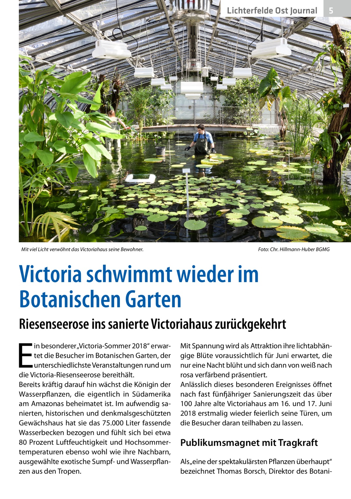 Lichterfelde Ost Journal  Mit viel Licht verwöhnt das Victoriahaus seine Bewohner.�  5  Foto: Chr. Hillmann-Huber BGMG  Victoria schwimmt wieder im Botanischen Garten Riesenseerose ins sanierte Victoriahaus zurückgekehrt  E  in besonderer „Victoria-Sommer 2018“ erwartet die Besucher im Botanischen Garten, der unterschiedlichste Veranstaltungen rund um die Victoria-Riesenseerose bereithält. Bereits kräftig darauf hin wächst die Königin der Wasserpflanzen, die eigentlich in Südamerika am Amazonas beheimatet ist. Im aufwendig sanierten, historischen und denkmalsgeschützten Gewächshaus hat sie das 75.000 Liter fassende Wasserbecken bezogen und fühlt sich bei etwa 80 Prozent Luftfeuchtigkeit und Hochsommertemperaturen ebenso wohl wie ihre Nachbarn, ausgewählte exotische Sumpf- und Wasserpflanzen aus den Tropen.  Mit Spannung wird als Attraktion ihre lichtabhängige Blüte voraussichtlich für Juni erwartet, die nur eine Nacht blüht und sich dann von weiß nach rosa verfärbend präsentiert. Anlässlich dieses besonderen Ereignisses öffnet nach fast fünfjähriger Sanierungszeit das über 100 Jahre alte Victoriahaus am 16. und 17. Juni 2018 erstmalig wieder feierlich seine Türen, um die Besucher daran teilhaben zu lassen.  Publikumsmagnet mit Tragkraft Als „eine der spektakulärsten Pflanzen überhaupt“ bezeichnet Thomas Borsch, Direktor des Botan