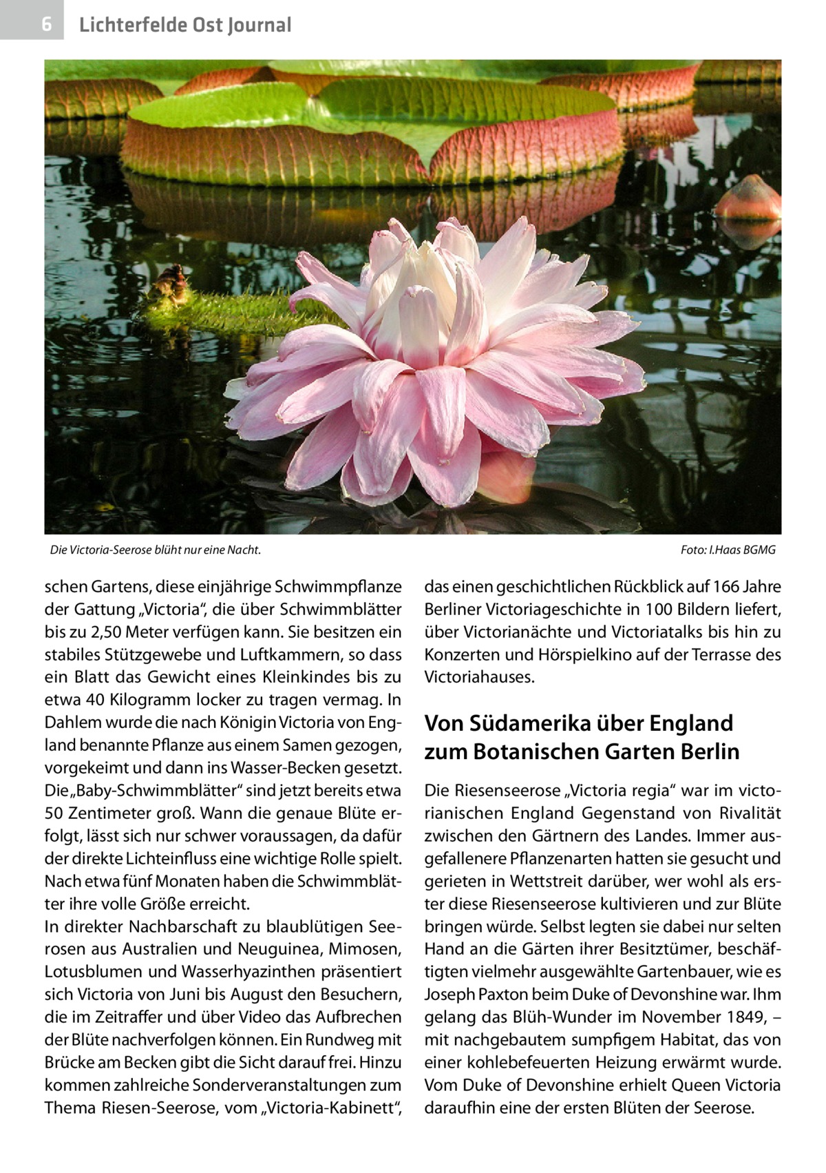 6  Lichterfelde Ost Journal  Die Victoria-Seerose blüht nur eine Nacht.�  schen Gartens, diese einjährige Schwimmpflanze der Gattung „Victoria“, die über Schwimmblätter bis zu 2,50 Meter verfügen kann. Sie besitzen ein stabiles Stützgewebe und Luftkammern, so dass ein Blatt das Gewicht eines Kleinkindes bis zu etwa 40 Kilogramm locker zu tragen vermag. In Dahlem wurde die nach Königin Victoria von England benannte Pflanze aus einem Samen gezogen, vorgekeimt und dann ins Wasser-Becken gesetzt. Die „Baby-Schwimmblätter“ sind jetzt bereits etwa 50 Zentimeter groß. Wann die genaue Blüte erfolgt, lässt sich nur schwer voraussagen, da dafür der direkte Lichteinfluss eine wichtige Rolle spielt. Nach etwa fünf Monaten haben die Schwimmblätter ihre volle Größe erreicht. In direkter Nachbarschaft zu blaublütigen Seerosen aus Aus­tralien und Neuguinea, Mimosen, Lotusblumen und Wasserhyazinthen präsentiert sich Victoria von Juni bis August den Besuchern, die im Zeitraffer und über Video das Aufbrechen der Blüte nachverfolgen können. Ein Rundweg mit Brücke am Becken gibt die Sicht darauf frei. Hinzu kommen zahlreiche Sonderveranstaltungen zum Thema Riesen-Seerose, vom „Victoria-Kabinett“,  Foto: I.Haas BGMG  das einen geschichtlichen Rückblick auf 166 Jahre Berliner Victoriageschichte in 100 Bildern liefert, über Victorianächte und Victoriatalks bis hin zu Konzerten und Hörspielkino auf der Terrasse des Victoriahauses.  Von Südamerika über England zum Botanischen Garten Berlin Die Riesenseerose „Victoria regia“ war im victorianischen England Gegenstand von Rivalität zwischen den Gärtnern des Landes. Immer ausgefallenere Pflanzen­arten hatten sie gesucht und gerieten in Wettstreit darüber, wer wohl als erster diese Riesenseerose kultivieren und zur Blüte bringen würde. Selbst legten sie dabei nur selten Hand an die Gärten ihrer Besitztümer, beschäftigten vielmehr ausgewählte Gartenbauer, wie es Joseph Paxton beim Duke of Devonshine war. Ihm gelang das Blüh-Wunder im November 1849, – mit nachgebautem sumpfigem Habitat, das von einer kohlebefeuerten Heizung erwärmt wurde. Vom Duke of Devonshine erhielt Queen Victoria daraufhin eine der ersten Blüten der Seerose.