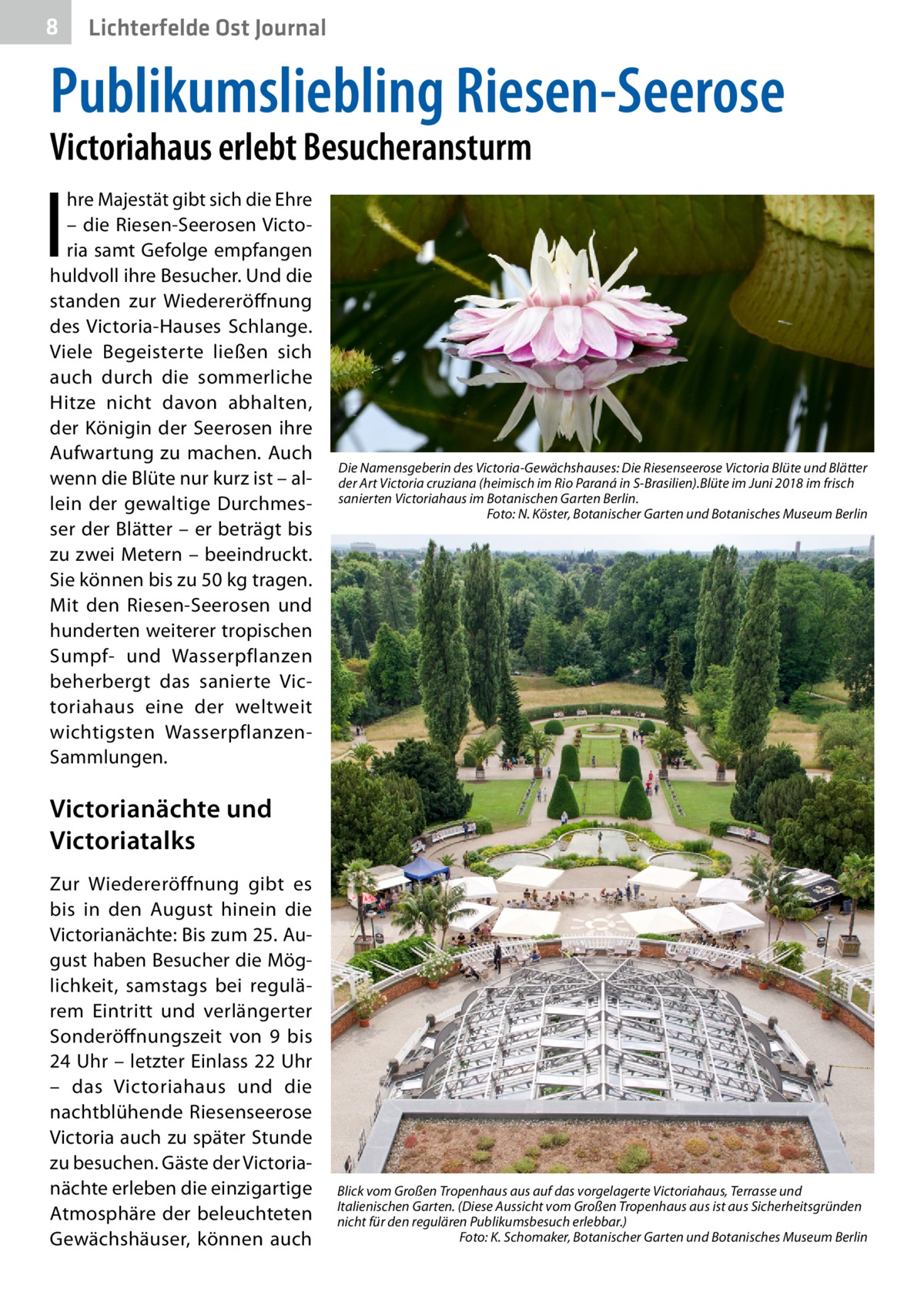 8  Lichterfelde Ost Journal  Publikumsliebling Riesen-Seerose Victoriahaus erlebt Besucheransturm  I  hre Majestät gibt sich die Ehre – die Riesen-Seerosen Victoria samt Gefolge empfangen huldvoll ihre Besucher. Und die standen zur Wiedereröffnung des Victoria-Hauses Schlange. Viele Begeisterte ließen sich auch durch die sommerliche Hitze nicht davon abhalten, der Königin der Seerosen ihre Aufwartung zu machen. Auch wenn die Blüte nur kurz ist – allein der gewaltige Durchmesser der Blätter – er beträgt bis zu zwei Metern – beeindruckt. Sie können bis zu 50 kg tragen. Mit den Riesen-Seerosen und hunderten weiterer tropischen Sumpf- und Wasserpflanzen beherbergt das sanierte Victoriahaus eine der weltweit wichtigsten WasserpflanzenSammlungen.  Die Namensgeberin des Victoria-Gewächshauses: Die Riesenseerose Victoria Blüte und Blätter der Art Victoria cruziana (heimisch im Rio Paraná in S-Brasilien).Blüte im Juni 2018 im frisch sanierten Victoriahaus im Botanischen Garten Berlin. Foto: N. Köster, Botanischer Garten und Botanisches Museum Berlin  Victorianächte und Victoriatalks Zur Wiedereröffnung gibt es bis in den August hinein die Victoria­nächte: Bis zum 25. August haben Besucher die Möglichkeit, samstags bei regulärem Eintritt und verlängerter Sonderöffnungszeit von 9 bis 24 Uhr – letzter Einlass 22 Uhr – das Victoriahaus und die nachtblühende Riesenseerose Victoria auch zu später Stunde zu besuchen. Gäste der Victoria­ nächte erleben die einzigartige Atmosphäre der beleuchteten Gewächshäuser, können auch  Blick vom Großen Tropenhaus aus auf das vorgelagerte Victoriahaus, Terrasse und Italienischen Garten. (Diese Aussicht vom Großen Tropenhaus aus ist aus Sicherheitsgründen nicht für den regulären Publikumsbesuch erlebbar.) Foto: K. Schomaker, Botanischer Garten und Botanisches Museum Berlin