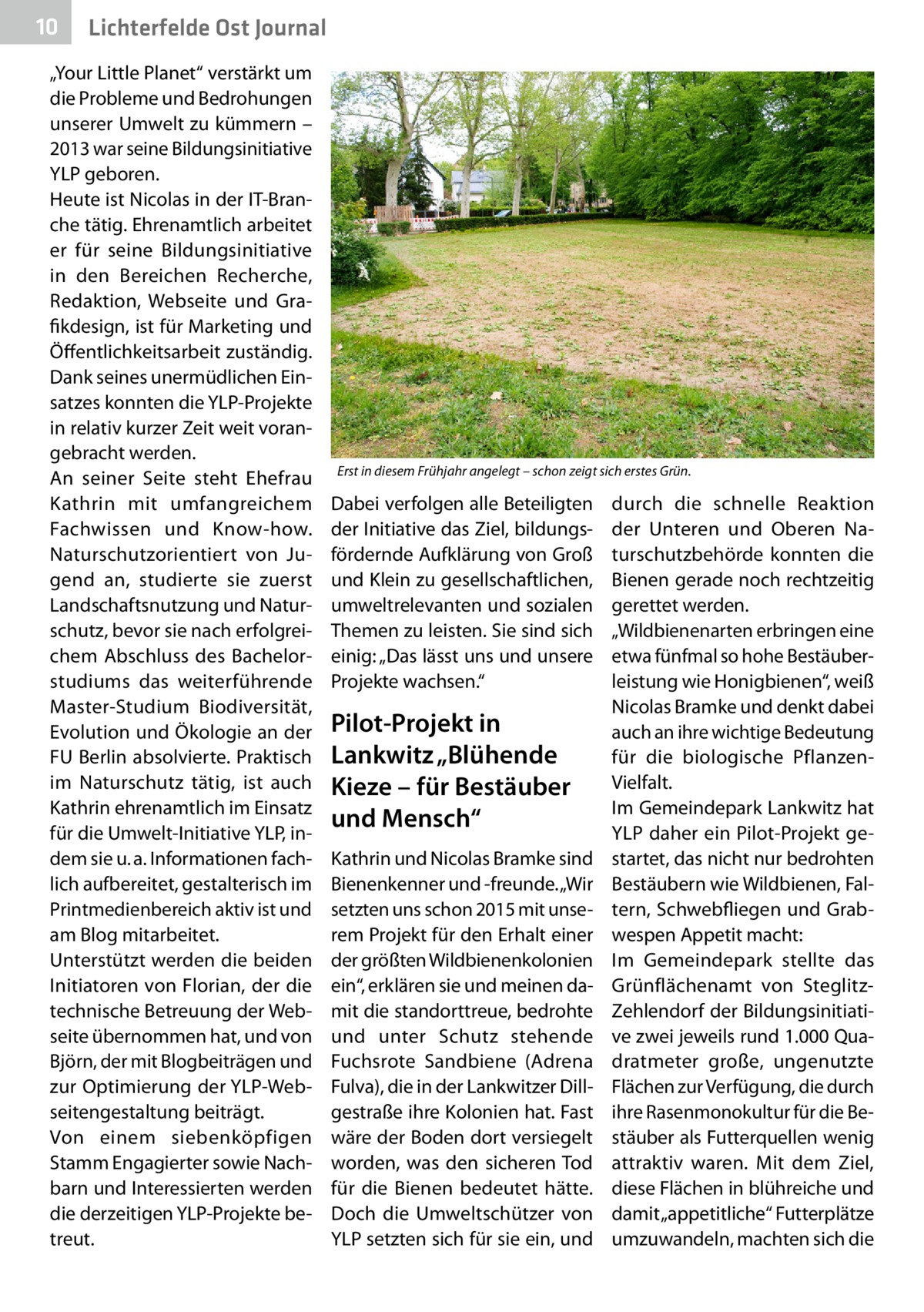 10  Lichterfelde Ost Journal  „Your Little Planet“ verstärkt um die Probleme und Bedrohungen unserer Umwelt zu kümmern – 2013 war seine Bildungsinitiative YLP geboren. Heute ist Nicolas in der IT-Branche tätig. Ehrenamtlich arbeitet er für seine Bildungsinitiative in den Bereichen Recherche, Redaktion, Webseite und Grafikdesign, ist für Marketing und Öffentlichkeitsarbeit zuständig. Dank seines unermüdlichen Einsatzes konnten die YLP-Projekte in relativ kurzer Zeit weit vorangebracht werden. An seiner Seite steht Ehefrau Kathrin mit umfangreichem Fachwissen und Know-how. Naturschutzorientiert von Jugend an, studierte sie zuerst Landschaftsnutzung und Naturschutz, bevor sie nach erfolgreichem Abschluss des Bachelorstudiums das weiterführende Master-Studium Biodiversität, Evolution und Ökologie an der FU Berlin absolvierte. Praktisch im Naturschutz tätig, ist auch Kathrin ehrenamtlich im Einsatz für die Umwelt-Initiative YLP, indem sie u. a. Informationen fachlich aufbereitet, gestalterisch im Printmedienbereich aktiv ist und am Blog mitarbeitet. Unterstützt werden die beiden Initiatoren von Florian, der die technische Betreuung der Webseite übernommen hat, und von Björn, der mit Blogbeiträgen und zur Optimierung der YLP-Webseitengestaltung beiträgt. Von einem siebenköpfigen Stamm Engagierter sowie Nachbarn und Interessierten werden die derzeitigen YLP-Projekte betreut.  Erst in diesem Frühjahr angelegt – schon zeigt sich erstes Grün.  Dabei verfolgen alle Beteiligten der Initiative das Ziel, bildungsfördernde Aufklärung von Groß und Klein zu gesellschaftlichen, umweltrelevanten und sozialen Themen zu leisten. Sie sind sich einig: „Das lässt uns und unsere Projekte wachsen.“  Pilot-Projekt in Lankwitz „Blühende Kieze – für Bestäuber und Mensch“ Kathrin und Nicolas Bramke sind Bienenkenner und -freunde. „Wir setzten uns schon 2015 mit unserem Projekt für den Erhalt einer der größten Wildbienenkolonien ein“, erklären sie und meinen damit die standorttreue, bedrohte und unter Schutz stehende Fuchsrote Sandbiene (Adrena Fulva), die in der Lankwitzer Dillgestraße ihre Kolonien hat. Fast wäre der Boden dort versiegelt worden, was den sicheren Tod für die Bienen bedeutet hätte. Doch die Umweltschützer von YLP setzten sich für sie ein, und  durch die schnelle Reaktion der Unteren und Oberen Naturschutzbehörde konnten die Bienen gerade noch rechtzeitig gerettet werden. „Wildbienenarten erbringen eine etwa fünfmal so hohe Bestäuberleistung wie Honigbienen“, weiß Nicolas Bramke und denkt dabei auch an ihre wichtige Bedeutung für die biologische PflanzenVielfalt. Im Gemeindepark Lankwitz hat YLP daher ein Pilot-Projekt gestartet, das nicht nur bedrohten Bestäubern wie Wildbienen, Faltern, Schwebfliegen und Grabwespen Appetit macht: Im Gemeindepark stellte das Grünflächenamt von SteglitzZehlendorf der Bildungsinitiative zwei jeweils rund 1.000 Quadratmeter große, ungenutzte Flächen zur Verfügung, die durch ihre Rasenmonokultur für die Bestäuber als Futterquellen wenig attraktiv waren. Mit dem Ziel, diese Flächen in blühreiche und damit „appetitliche“ Futterplätze umzuwandeln, machten sich die