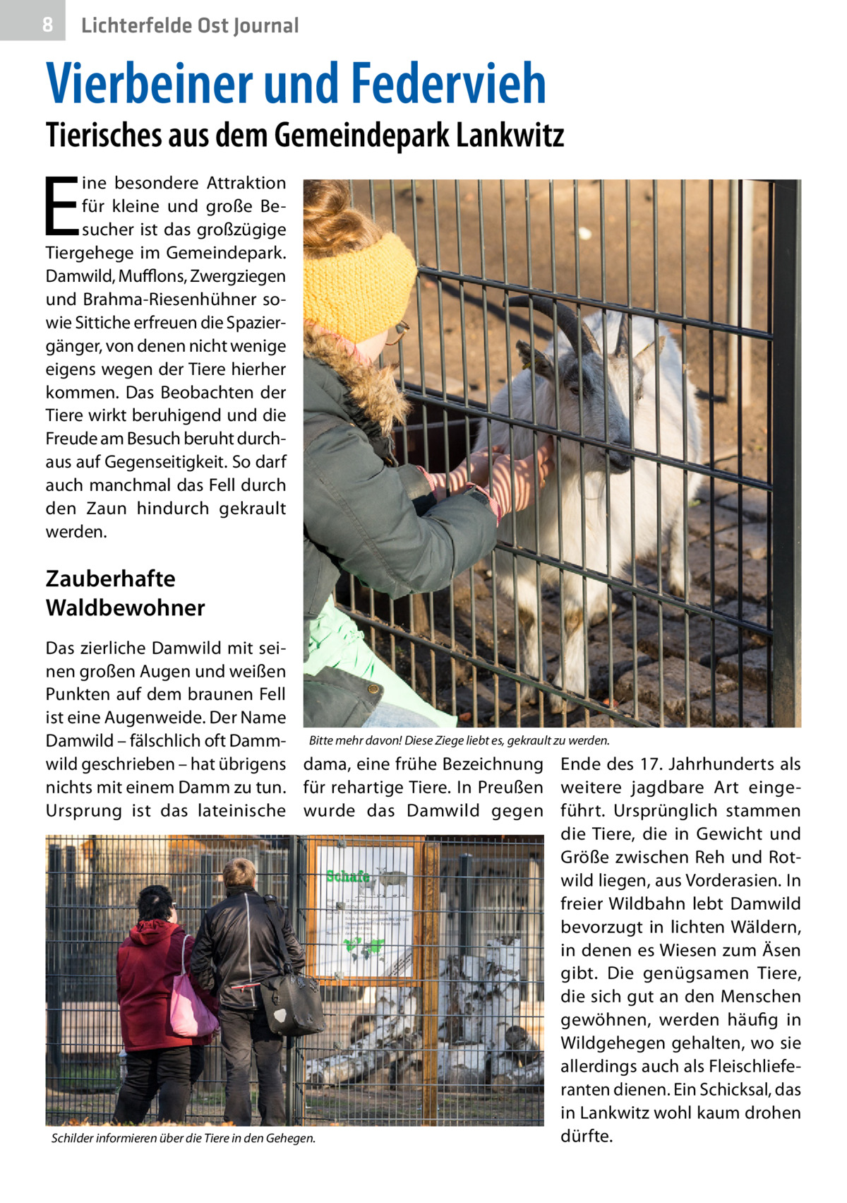 8  Lichterfelde Ost Journal  Vierbeiner und Federvieh  Tierisches aus dem Gemeindepark Lankwitz  E  ine besondere Attraktion für kleine und große Besucher ist das großzügige Tiergehege im Gemeindepark. Damwild, Mufflons, Zwergziegen und Brahma-Riesenhühner sowie Sittiche erfreuen die Spaziergänger, von denen nicht wenige eigens wegen der Tiere hierher kommen. Das Beobachten der Tiere wirkt beruhigend und die Freude am Besuch beruht durchaus auf Gegenseitigkeit. So darf auch manchmal das Fell durch den Zaun hindurch gekrault werden.  Zauberhafte Waldbewohner Das zierliche Damwild mit seinen großen Augen und weißen Punkten auf dem braunen Fell ist eine Augenweide. Der Name Damwild – fälschlich oft Damm- Bitte mehr davon! Diese Ziege liebt es, gekrault zu werden. wild geschrieben – hat übrigens dama, eine frühe Bezeichnung Ende des 17. Jahrhunderts als nichts mit einem Damm zu tun. für rehartige Tiere. In Preußen weitere jagdbare Art eingeUrsprung ist das lateinische wurde das Damwild gegen führt. Ursprünglich stammen die Tiere, die in Gewicht und Größe zwischen Reh und Rotwild liegen, aus Vorderasien. In freier Wildbahn lebt Damwild bevorzugt in lichten Wäldern, in denen es Wiesen zum Äsen gibt. Die genügsamen Tiere, die sich gut an den Menschen gewöhnen, werden häufig in Wildgehegen gehalten, wo sie allerdings auch als Fleischlieferanten dienen. Ein Schicksal, das in Lankwitz wohl kaum drohen dürfte. Schilder informieren über die Tiere in den Gehegen.