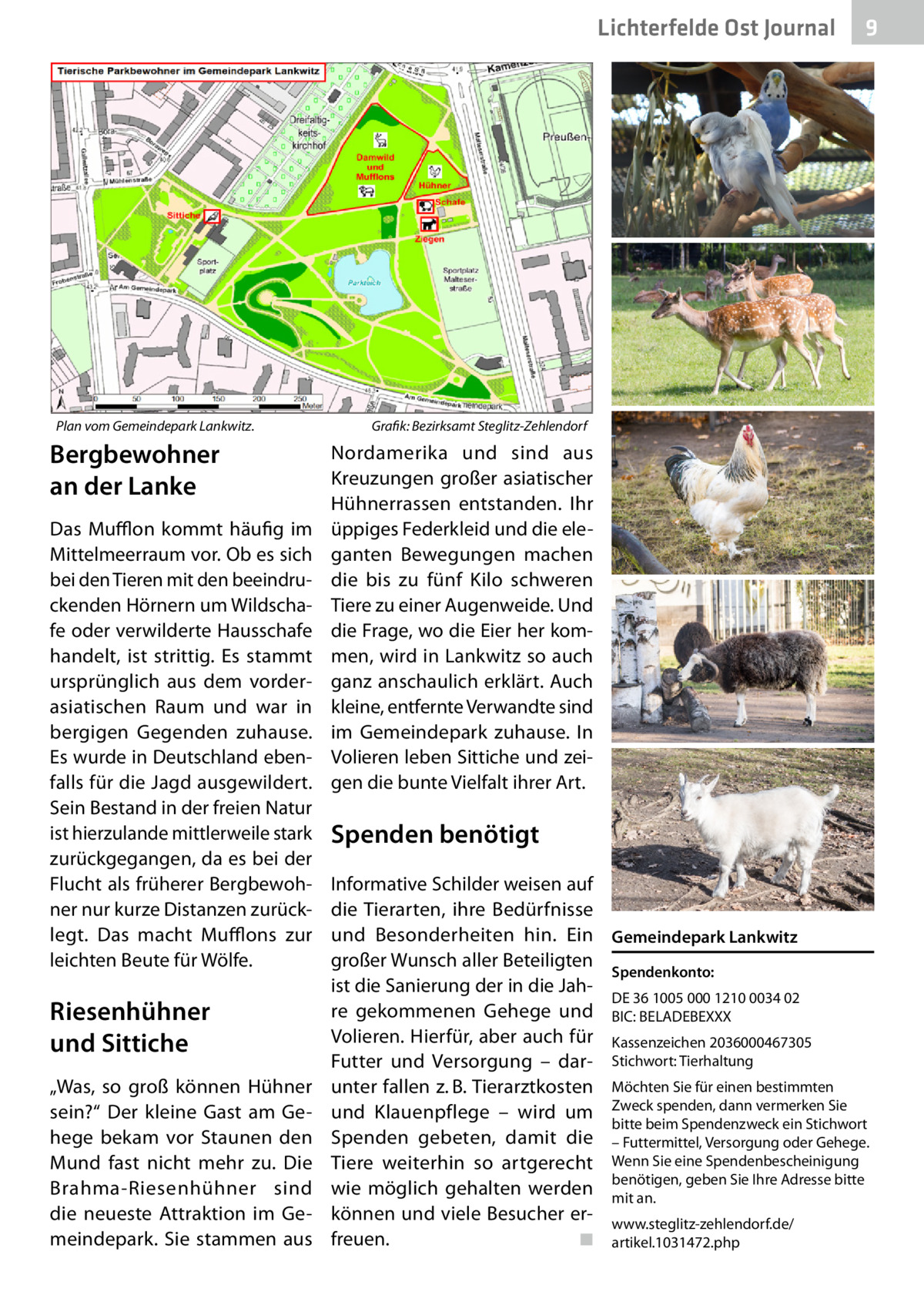 Lichterfelde Ost Journal  Plan vom Gemeindepark Lankwitz. �  Bergbewohner an der Lanke Das Mufflon kommt häufig im Mittelmeerraum vor. Ob es sich bei den Tieren mit den beeindruckenden Hörnern um Wildschafe oder verwilderte Hausschafe handelt, ist strittig. Es stammt ursprünglich aus dem vorderasiatischen Raum und war in bergigen Gegenden zuhause. Es wurde in Deutschland ebenfalls für die Jagd ausgewildert. Sein Bestand in der freien Natur ist hierzulande mittlerweile stark zurückgegangen, da es bei der Flucht als früherer Bergbewohner nur kurze Distanzen zurücklegt. Das macht Mufflons zur leichten Beute für Wölfe.  Riesenhühner und Sittiche „Was, so groß können Hühner sein?“ Der kleine Gast am Gehege bekam vor Staunen den Mund fast nicht mehr zu. Die Brahma-Riesenhühner sind die neueste Attraktion im Gemeindepark. Sie stammen aus  9  Grafik: Bezirksamt Steglitz-Zehlendorf  Nordamerika und sind aus Kreuzungen großer asiatischer Hühnerrassen entstanden. Ihr üppiges Federkleid und die eleganten Bewegungen machen die bis zu fünf Kilo schweren Tiere zu einer Augenweide. Und die Frage, wo die Eier her kommen, wird in Lankwitz so auch ganz anschaulich erklärt. Auch kleine, entfernte Verwandte sind im Gemeindepark zuhause. In Volieren leben Sittiche und zeigen die bunte Vielfalt ihrer Art.  Spenden benötigt Informative Schilder weisen auf die Tierarten, ihre Bedürfnisse und Besonderheiten hin. Ein Gemeindepark Lankwitz großer Wunsch aller Beteiligten Spendenkonto: ist die Sanierung der in die JahDE 36 1005 000 1210 0034 02 re gekommenen Gehege und BIC: BELADEBEXXX Volieren. Hierfür, aber auch für Kassenzeichen 2036000467305 Futter und Versorgung – dar- Stichwort: Tierhaltung unter fallen z. B. Tierarztkosten Möchten Sie für einen bestimmten und Klauenpflege – wird um Zweck spenden, dann vermerken Sie bitte beim Spendenzweck ein Stichwort Spenden gebeten, damit die – Futtermittel, Versorgung oder Gehege. Tiere weiterhin so artgerecht Wenn Sie eine Spendenbescheinigung benötigen, geben Sie Ihre Adresse bitte wie möglich gehalten werden mit an. können und viele Besucher er- www.steglitz-zehlendorf.de/ freuen.� ◾ artikel.1031472.php