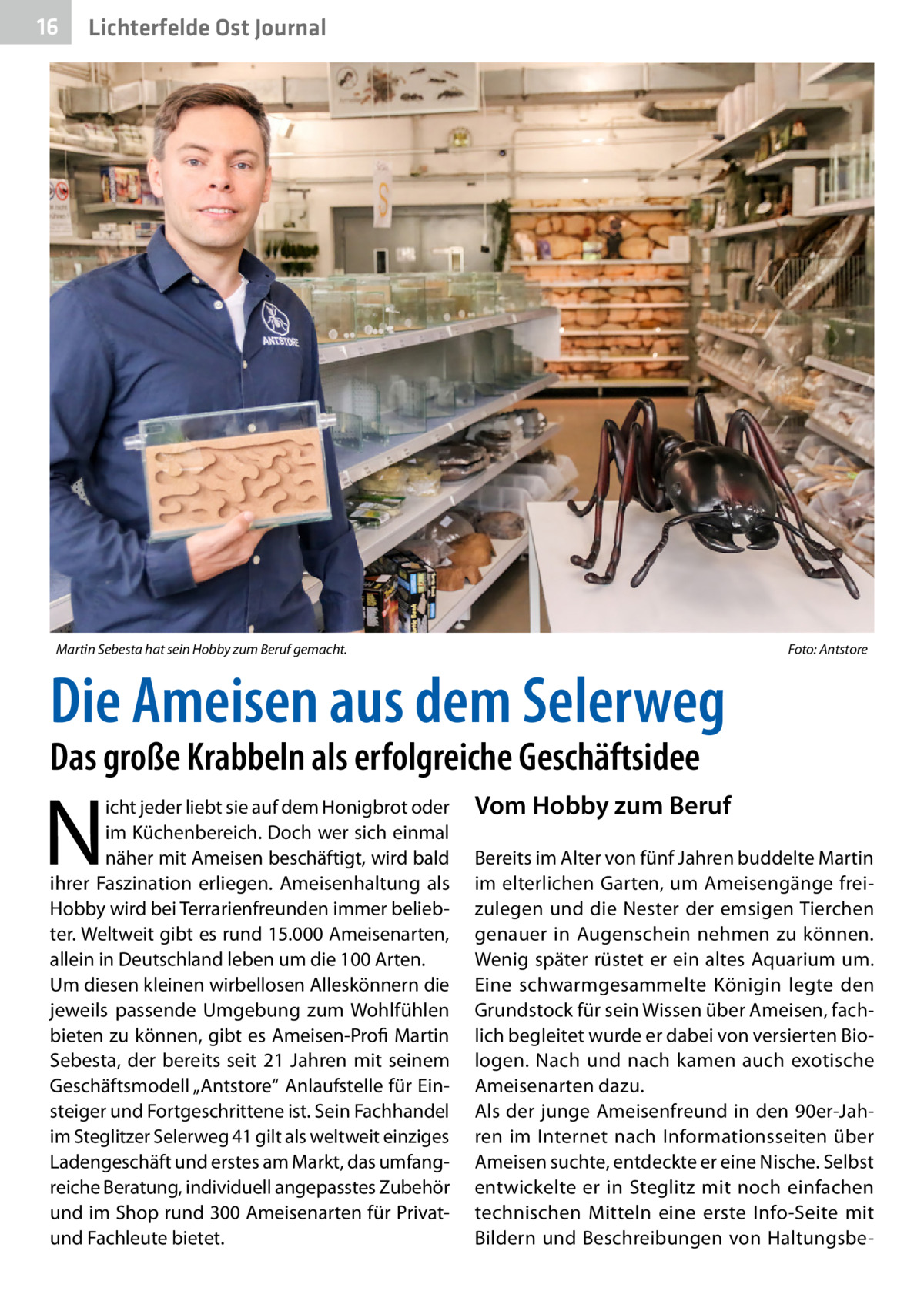 16  Lichterfelde Ost Journal  Martin Sebesta hat sein Hobby zum Beruf gemacht.�  Foto: Antstore  Die Ameisen aus dem Selerweg Das große Krabbeln als erfolgreiche Geschäftsidee  N  icht jeder liebt sie auf dem Honigbrot oder im Küchenbereich. Doch wer sich einmal näher mit Ameisen beschäftigt, wird bald ihrer Faszination erliegen. Ameisenhaltung als Hobby wird bei Terrarienfreunden immer beliebter. Weltweit gibt es rund 15.000 Ameisenarten, allein in Deutschland leben um die 100 Arten. Um diesen kleinen wirbellosen Alleskönnern die jeweils passende Umgebung zum Wohlfühlen bieten zu können, gibt es Ameisen-Profi Martin Sebesta, der bereits seit 21  Jahren mit seinem Geschäftsmodell „Antstore“ Anlaufstelle für Einsteiger und Fortgeschrittene ist. Sein Fachhandel im Steglitzer Selerweg 41 gilt als weltweit einziges Ladengeschäft und erstes am Markt, das umfangreiche Beratung, individuell angepasstes Zubehör und im Shop rund 300 Ameisenarten für Privatund Fachleute bietet.  Vom Hobby zum Beruf Bereits im Alter von fünf Jahren buddelte Martin im elterlichen Garten, um Ameisengänge freizulegen und die Nester der emsigen Tierchen genauer in Augenschein nehmen zu können. Wenig später rüstet er ein altes Aquarium um. Eine schwarmgesammelte Königin legte den Grundstock für sein Wissen über Ameisen, fachlich begleitet wurde er dabei von versierten Biologen. Nach und nach kamen auch exotische Ameisenarten dazu. Als der junge Ameisenfreund in den 90er-Jahren im Internet nach Informationsseiten über Ameisen suchte, entdeckte er eine Nische. Selbst entwickelte er in Steglitz mit noch einfachen technischen Mitteln eine erste Info-Seite mit Bildern und Beschreibungen von Haltungsb