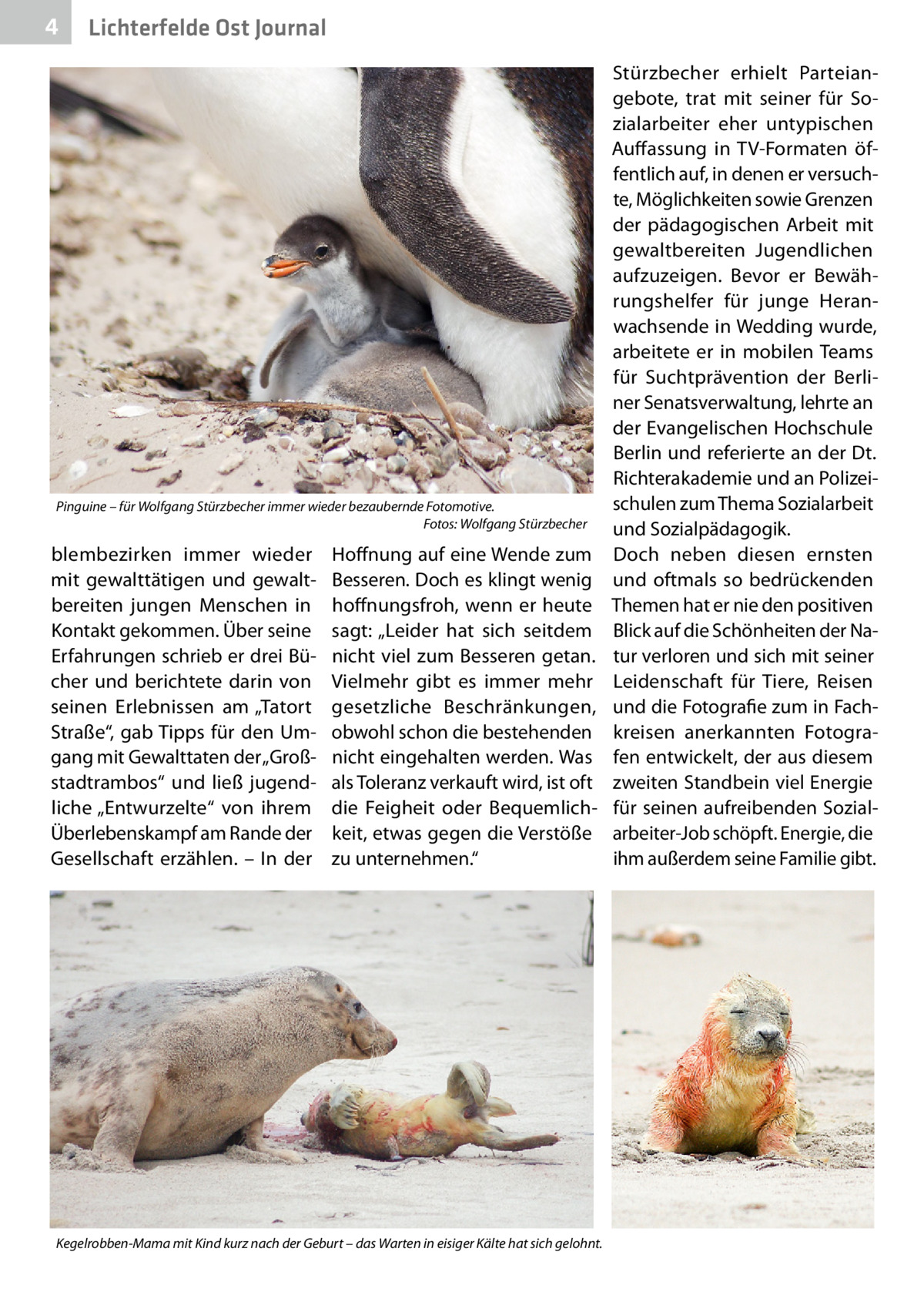 4  Lichterfelde Ost Journal  Pinguine – für Wolfgang Stürzbecher immer wieder bezaubernde Fotomotive. � Fotos: Wolfgang Stürzbecher  blembezirken immer wieder mit gewalttätigen und gewaltbereiten jungen Menschen in Kontakt gekommen. Über seine Erfahrungen schrieb er drei Bücher und berichtete darin von seinen Erlebnissen am „Tatort Straße“, gab Tipps für den Umgang mit Gewalttaten der „Großstadtrambos“ und ließ jugendliche „Entwurzelte“ von ihrem Überlebenskampf am Rande der Gesellschaft erzählen. – In der  Hoffnung auf eine Wende zum Besseren. Doch es klingt wenig hoffnungsfroh, wenn er heute sagt: „Leider hat sich seitdem nicht viel zum Besseren getan. Vielmehr gibt es immer mehr gesetzliche Beschränkungen, obwohl schon die bestehenden nicht eingehalten werden. Was als Toleranz verkauft wird, ist oft die Feigheit oder Bequemlichkeit, etwas gegen die Verstöße zu unternehmen.“  Kegelrobben-Mama mit Kind kurz nach der Geburt – das Warten in eisiger Kälte hat sich gelohnt.  Stürzbecher erhielt Parteiangebote, trat mit seiner für Sozialarbeiter eher untypischen Auffassung in TV-Formaten öffentlich auf, in denen er versuchte, Möglichkeiten sowie Grenzen der pädagogischen Arbeit mit gewaltbereiten Jugendlichen aufzuzeigen. Bevor er Bewährungshelfer für junge Heranwachsende in Wedding wurde, arbeitete er in mobilen Teams für Suchtprävention der Berliner Senatsverwaltung, lehrte an der Evangelischen Hochschule Berlin und referierte an der Dt. Richterakademie und an Polizeischulen zum Thema Sozialarbeit und Sozialpädagogik. Doch neben diesen ernsten und oftmals so bedrückenden Themen hat er nie den positiven Blick auf die Schönheiten der Natur verloren und sich mit seiner Leidenschaft für Tiere, Reisen und die Fotografie zum in Fachkreisen anerkannten Fotografen entwickelt, der aus diesem zweiten Standbein viel Energie für seinen aufreibenden Sozialarbeiter-Job schöpft. Energie, die ihm außerdem seine Familie gibt.