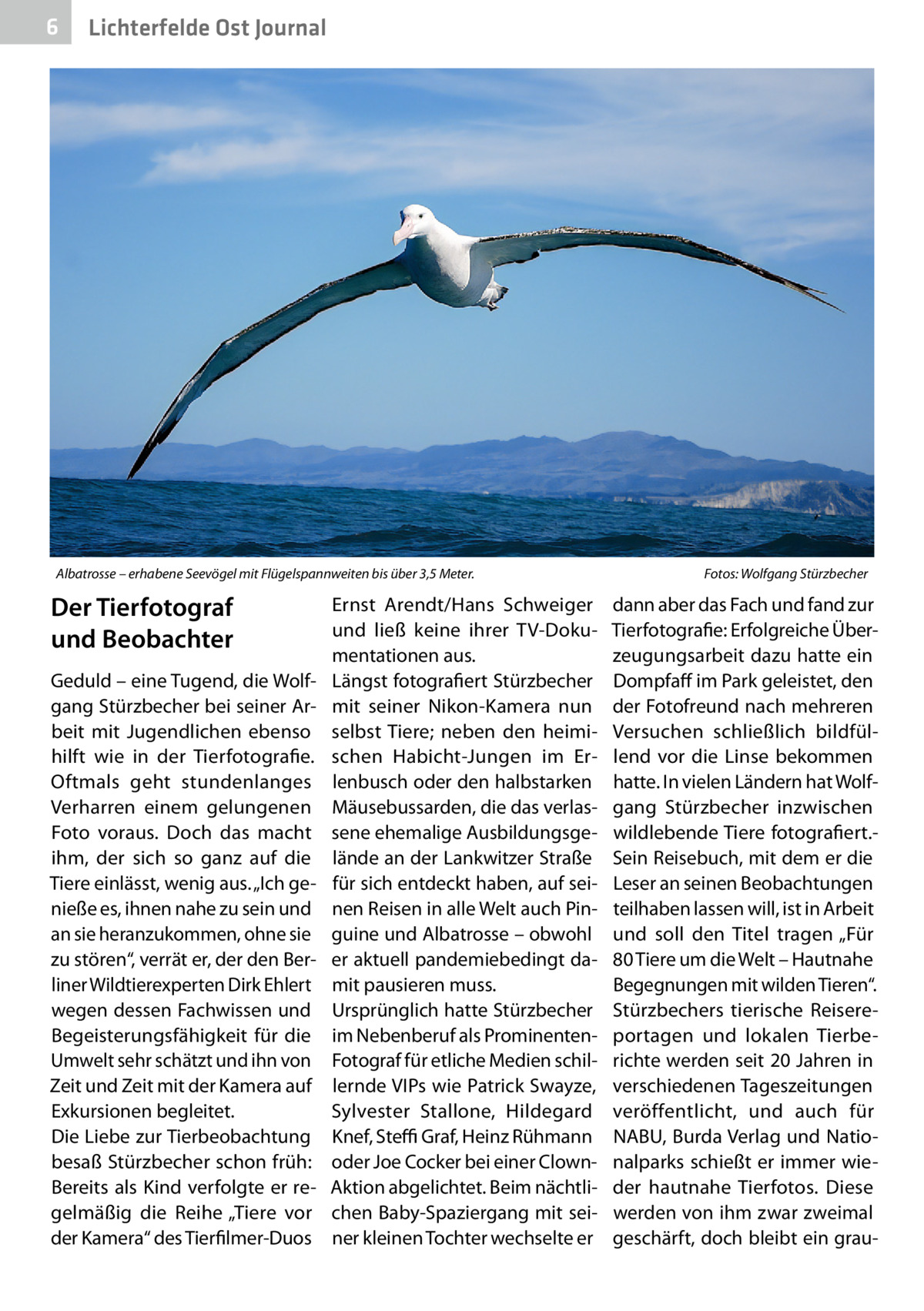 6  Lichterfelde Ost Journal  Albatrosse – erhabene Seevögel mit Flügelspannweiten bis über 3,5 Meter.�  Der Tierfotograf und Beobachter Geduld – eine Tugend, die Wolfgang Stürzbecher bei seiner Arbeit mit Jugendlichen ebenso hilft wie in der Tierfotografie. Oftmals geht stundenlanges Verharren einem gelungenen Foto voraus. Doch das macht ihm, der sich so ganz auf die Tiere einlässt, wenig aus. „Ich genieße es, ihnen nahe zu sein und an sie heranzukommen, ohne sie zu stören“, verrät er, der den Berliner Wildtierexperten Dirk Ehlert wegen dessen Fachwissen und Begeisterungsfähigkeit für die Umwelt sehr schätzt und ihn von Zeit und Zeit mit der Kamera auf Exkursionen begleitet. Die Liebe zur Tierbeobachtung besaß Stürzbecher schon früh: Bereits als Kind verfolgte er regelmäßig die Reihe „Tiere vor der Kamera“ des Tierfilmer-Duos  Ernst Arendt/Hans Schweiger und ließ keine ihrer TV-Dokumentationen aus. Längst fotografiert Stürzbecher mit seiner Nikon-Kamera nun selbst Tiere; neben den heimischen Habicht-Jungen im Erlenbusch oder den halbstarken Mäusebussarden, die das verlassene ehemalige Ausbildungsgelände an der Lankwitzer Straße für sich entdeckt haben, auf seinen Reisen in alle Welt auch Pinguine und Albatrosse – obwohl er aktuell pandemiebedingt damit pausieren muss. Ursprünglich hatte Stürzbecher im Nebenberuf als ProminentenFotograf für etliche Medien schillernde VIPs wie Patrick Swayze, Sylvester Stallone, Hildegard Knef, Steffi Graf, Heinz Rühmann oder Joe Cocker bei einer ClownAktion abgelichtet. Beim nächtlichen Baby-Spaziergang mit seiner kleinen Tochter wechselte er  Fotos: Wolfgang Stürzbecher  dann aber das Fach und fand zur Tierfotografie: Erfolgreiche Überzeugungsarbeit dazu hatte ein Dompfaff im Park geleistet, den der Fotofreund nach mehreren Versuchen schließlich bildfüllend vor die Linse bekommen hatte. In vielen Ländern hat Wolfgang Stürzbecher inzwischen wildlebende Tiere fotografiert.Sein Reisebuch, mit dem er die Leser an seinen Beobachtungen teilhaben lassen will, ist in Arbeit und soll den Titel tragen „Für 80 Tiere um die Welt – Hautnahe Begegnungen mit wilden Tieren“. Stürzbechers tierische Reisereportagen und lokalen Tierberichte werden seit 20 Jahren in verschiedenen Tageszeitungen veröffentlicht, und auch für NABU, Burda Verlag und Nationalparks schießt er immer wieder hautnahe Tierfotos. Diese werden von ihm zwar zweimal geschärft, doch bleibt ein gra