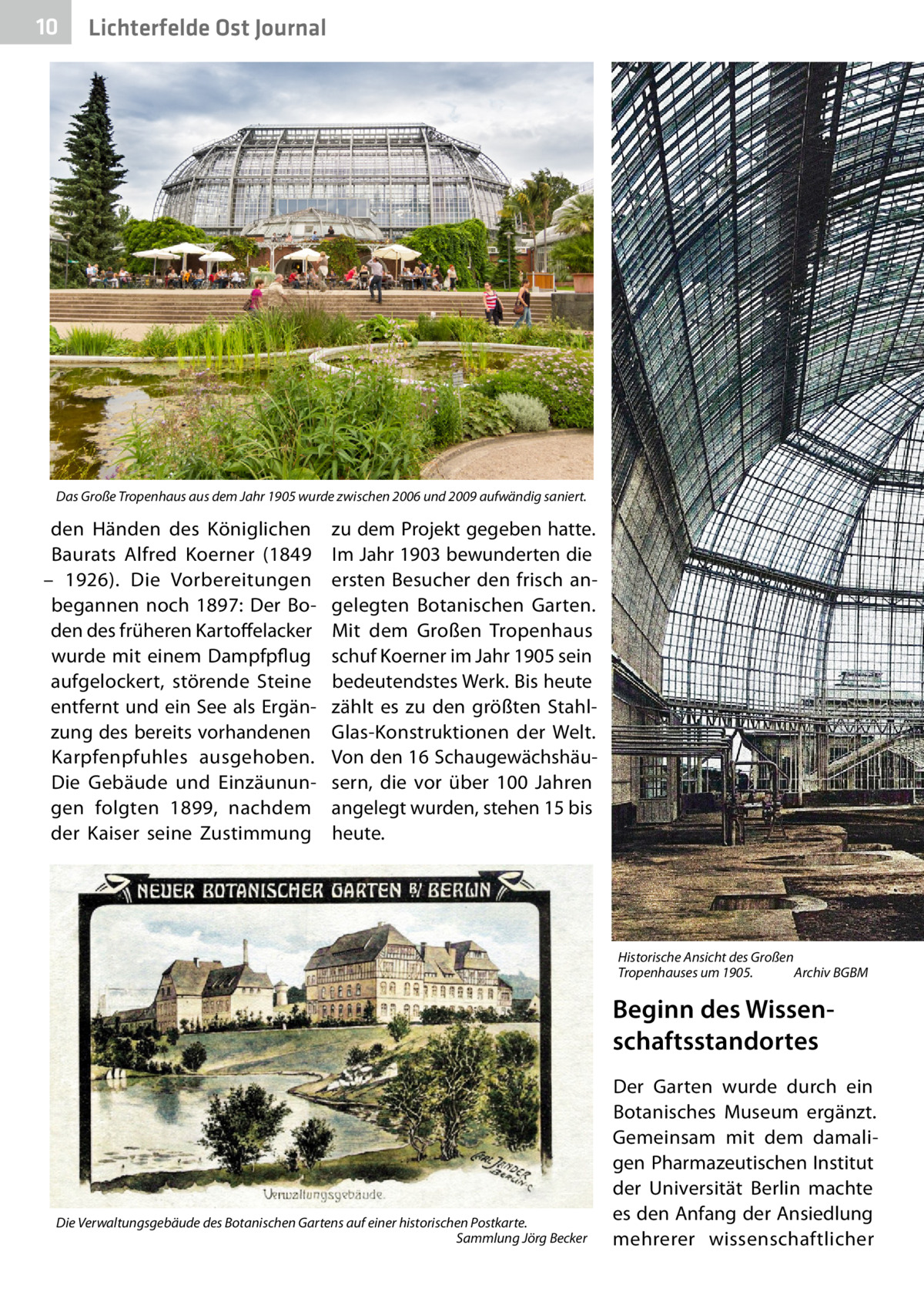 10  Gesundheit Ost Journal Lichterfelde  Das Große Tropenhaus aus dem Jahr 1905 wurde zwischen 2006 und 2009 aufwändig saniert.  den Händen des Königlichen Baurats Alfred Koerner (1849 – 1926). Die Vorbereitungen begannen noch 1897: Der Boden des früheren Kartoffelacker wurde mit einem Dampfpflug aufgelockert, störende Steine entfernt und ein See als Ergänzung des bereits vorhandenen Karpfenpfuhles ausgehoben. Die Gebäude und Einzäunungen folgten 1899, nachdem der Kaiser seine Zustimmung  zu dem Projekt gegeben hatte. Im Jahr 1903 bewunderten die ersten Besucher den frisch angelegten Botanischen Garten. Mit dem Großen Tropenhaus schuf Koerner im Jahr 1905 sein bedeutendstes Werk. Bis heute zählt es zu den größten StahlGlas-Konstruktionen der Welt. Von den 16 Schaugewächshäusern, die vor über 100  Jahren angelegt wurden, stehen 15 bis heute.  Historische Ansicht des Großen Tropenhauses um 1905. � Archiv BGBM  Beginn des Wissen­ schaftsstandortes  Die Verwaltungsgebäude des Botanischen Gartens auf einer historischen Postkarte. � Sammlung Jörg Becker  Der Garten wurde durch ein Botanisches Museum ergänzt. Gemeinsam mit dem damaligen Pharmazeutischen Institut der Universität Berlin machte es den Anfang der Ansiedlung mehrerer wissenschaftlicher