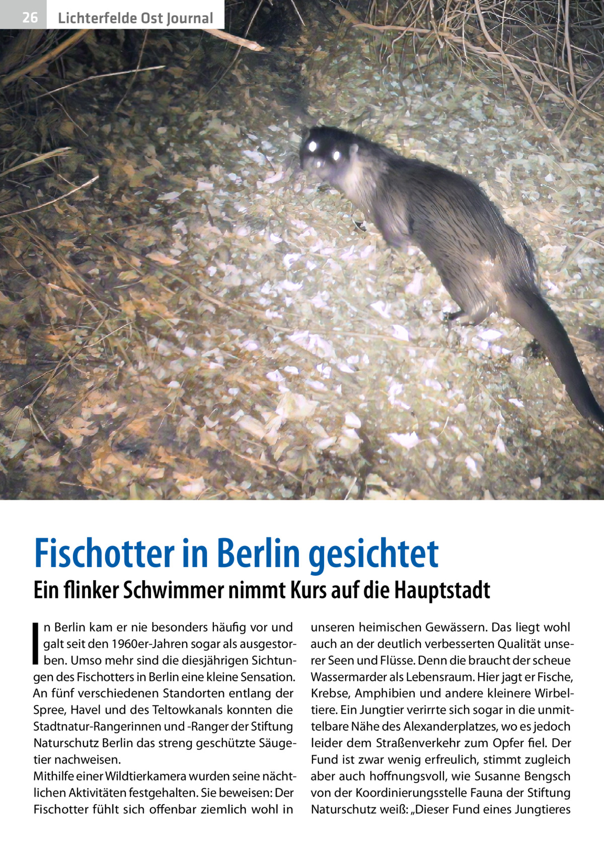 26  Gesundheit Ost Journal Lichterfelde  �  Fischotter in Berlin gesichtet  Ein flinker Schwimmer nimmt Kurs auf die Hauptstadt  I  n Berlin kam er nie besonders häufig vor und galt seit den 1960er-Jahren sogar als ausgestorben. Umso mehr sind die diesjährigen Sichtungen des Fischotters in Berlin eine kleine Sensation. An fünf verschiedenen Standorten entlang der Spree, Havel und des Teltowkanals konnten die Stadtnatur-Rangerinnen und -Ranger der Stiftung Naturschutz Berlin das streng geschützte Säugetier nachweisen. Mithilfe einer Wildtierkamera wurden seine nächtlichen Aktivitäten festgehalten. Sie beweisen: Der Fischotter fühlt sich offenbar ziemlich wohl in  unseren heimischen Gewässern. Das liegt wohl auch an der deutlich verbesserten Qualität unserer Seen und Flüsse. Denn die braucht der scheue Wassermarder als Lebensraum. Hier jagt er Fische, Krebse, Amphibien und andere kleinere Wirbeltiere. Ein Jungtier verirrte sich sogar in die unmittelbare Nähe des Alexanderplatzes, wo es jedoch leider dem Straßenverkehr zum Opfer fiel. Der Fund ist zwar wenig erfreulich, stimmt zugleich aber auch hoffnungsvoll, wie Susanne Bengsch von der Koordinierungsstelle Fauna der Stiftung Naturschutz weiß: „Dieser Fund eines Jungtieres