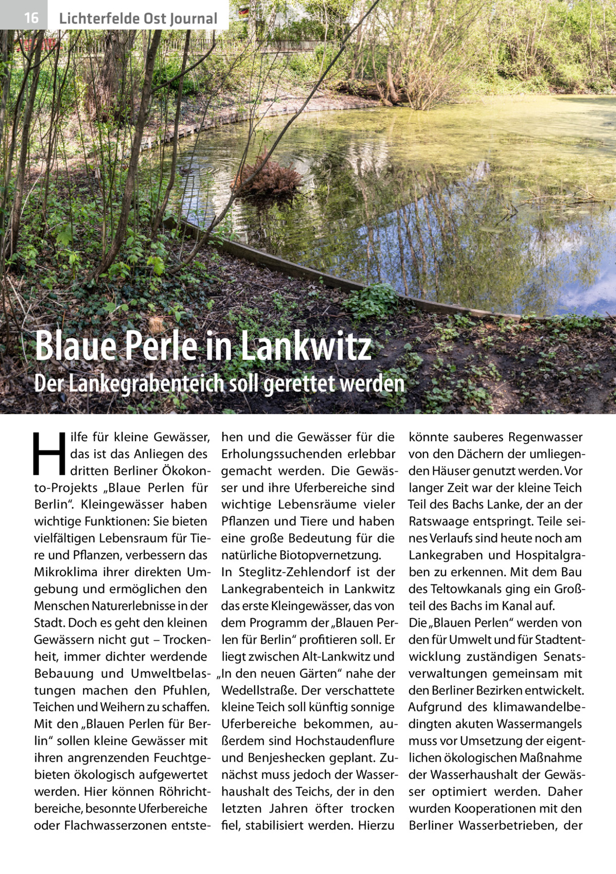 16  Lichterfelde Ost Journal  Blaue Perle in Lankwitz  Der Lankegrabenteich soll gerettet werden  H  ilfe für kleine Gewässer, das ist das Anliegen des dritten Berliner Ökokonto-Projekts „Blaue Perlen für Berlin“. Kleingewässer haben wichtige Funktionen: Sie bieten vielfältigen Lebensraum für Tiere und Pflanzen, verbessern das Mikroklima ihrer direkten Umgebung und ermöglichen den Menschen Naturerlebnisse in der Stadt. Doch es geht den kleinen Gewässern nicht gut – Trockenheit, immer dichter werdende Bebauung und Umweltbelastungen machen den Pfuhlen, Teichen und Weihern zu schaffen. Mit den „Blauen Perlen für Berlin“ sollen kleine Gewässer mit ihren angrenzenden Feuchtgebieten ökologisch aufgewertet werden. Hier können Röhrichtbereiche, besonnte Uferbereiche oder Flachwasserzonen entste hen und die Gewässer für die Erholungssuchenden erlebbar gemacht werden. Die Gewässer und ihre Uferbereiche sind wichtige Lebensräume vieler Pflanzen und Tiere und haben eine große Bedeutung für die natürliche Biotopvernetzung. In Steglitz-Zehlendorf ist der Lankegrabenteich in Lankwitz das erste Kleingewässer, das von dem Programm der „Blauen Perlen für Berlin“ profitieren soll. Er liegt zwischen Alt-Lankwitz und „In den neuen Gärten“ nahe der Wedellstraße. Der verschattete kleine Teich soll künftig sonnige Uferbereiche bekommen, außerdem sind Hochstaudenflure und Benjeshecken geplant. Zunächst muss jedoch der Wasserhaushalt des Teichs, der in den letzten Jahren öfter trocken fiel, stabilisiert werden. Hierzu  könnte sauberes Regenwasser von den Dächern der umliegenden Häuser genutzt werden. Vor langer Zeit war der kleine Teich Teil des Bachs Lanke, der an der Ratswaage entspringt. Teile seines Verlaufs sind heute noch am Lankegraben und Hospitalgraben zu erkennen. Mit dem Bau des Teltowkanals ging ein Großteil des Bachs im Kanal auf. Die „Blauen Perlen“ werden von den für Umwelt und für Stadtentwicklung zuständigen Senatsverwaltungen gemeinsam mit den Berliner Bezirken entwickelt. Aufgrund des klimawandelbedingten akuten Wassermangels muss vor Umsetzung der eigentlichen ökologischen Maßnahme der Wasserhaushalt der Gewässer optimiert werden. Daher wurden Kooperationen mit den Berliner Wasserbetrieben, der