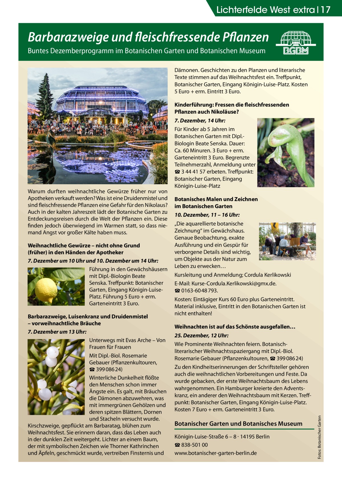 Lichterfelde West extra 17  Barbarazweige und fleischfressende Pflanzen Buntes Dezemberprogramm im Botanischen Garten und Botanischen Museum Dämonen. Geschichten zu den Planzen und literarische Texte stimmen auf das Weihnachtsfest ein. Treffpunkt, Botanischer Garten, Eingang Königin-Luise-Platz. Kosten 5 Euro + erm. Eintritt 3 Euro. Kinderführung: Fressen die fleischfressenden Pflanzen auch Nikoläuse? 7. Dezember, 14 Uhr:  Weihnachtliche Gewürze – nicht ohne Grund (früher) in den Händen der Apotheker 7. Dezember um 10 Uhr und 10. Dezember um 14 Uhr: Führung in den Gewächshäusern mit Dipl.-Biologin Beate Senska. Treffpunkt: Botanischer Garten, Eingang Königin-LuisePlatz. Führung 5 Euro + erm. Garteneintritt 3 Euro. Barbarazweige, Luisenkranz und Druidenmistel – vorweihnachtliche Bräuche 7. Dezember um 13 Uhr: Unterwegs mit Evas Arche – Von Frauen für Frauen Mit Dipl.-Biol. Rosemarie Gebauer (Pflanzenkultouren, ☎ 399 086 24) Winterliche Dunkelheit flößte den Menschen schon immer Ängste ein. Es galt, mit Bräuchen die Dämonen abzuwehren, was mit immergrünen Gehölzen und deren spitzen Blättern, Dornen und Stacheln versucht wurde. Kirschzweige, gepflückt am Barbaratag, blühen zum Weihnachtsfest. Sie erinnern daran, dass das Leben auch in der dunklen Zeit weitergeht. Lichter an einem Baum, der mit symbolischen Zeichen wie Thorner Kathrinchen und Äpfeln, geschmückt wurde, vertreiben Finsternis und  Botanisches Malen und Zeichnen im Botanischen Garten 10. Dezember, 11 – 16 Uhr: „Die aquarellierte botanische Zeichnung“ im Gewächshaus. Genaue Beobachtung, exakte Ausführung und ein Gespür für verborgene Details sind wichtig, um Objekte aus der Natur zum Leben zu erwecken… Kursleitung und Anmeldung; Cordula Kerlikowski E-Mail: Kurse-Cordula.Kerlikowski@gmx.de. ☎ 0163-60 48 793. Kosten: Eintägiger Kurs 60 Euro plus Garteneintritt. Material inklusive, Eintritt in den Botanischen Garten ist nicht enthalten! Weihnachten ist auf das Schönste ausgefallen… 25. Dezember, 12 Uhr: Wie Prominente Weihnachten feiern. Botanischliterarischer Weihnachtsspaziergang mit Dipl.-Biol. Rosemarie Gebauer (Pflanzenkultouren, ☎ 399 086 24) Zu den Kindheitserinnerungen der Schriftsteller gehören auch die weihnachtlichen Vorbereitungen und Feste. Da wurde gebacken, der erste Weihnachtsbaum des Lebens wahrgenommen. Ein Hamburger kreierte den Adventskranz, ein anderer den Weihnachtsbaum mit Kerzen. Treffpunkt: Botanischer Garten, Eingang Königin-Luise-Platz. Kosten 7 Euro + erm. Garteneintritt 3 Euro.  Botanischer Garten und Botanisches Museum Königin-Luise-Straße 6 – 8 · 14195 Berlin ☎ 838-501 00 www.botanischer-garten-berlin.de  Fotos: Botanischer Garten  Warum durften weihnachtliche Gewürze früher nur von Apotheken verkauft werden? Was ist eine Druidenmistel und sind fleischfressende Pflanzen eine Gefahr für den Nikolaus? Auch in der kalten Jahreszeit lädt der Botanische Garten zu Entdeckungsreisen durch die Welt der Pflanzen ein. Diese finden jedoch überwiegend im Warmen statt, so dass niemand Angst vor großer Kälte haben muss.  Für Kinder ab 5 Jahren im Botanischen Garten mit Dipl.Biologin Beate Senska. Dauer: Ca. 60 Minuren. 3 Euro + erm. Garteneintritt 3 Euro. Begrenzte Teilnehmerzahl, Anmeldung unter ☎ 3 44 41 57 erbeten. Treffpunkt: Botanischer Garten, Eingang Königin-Luise-Platz