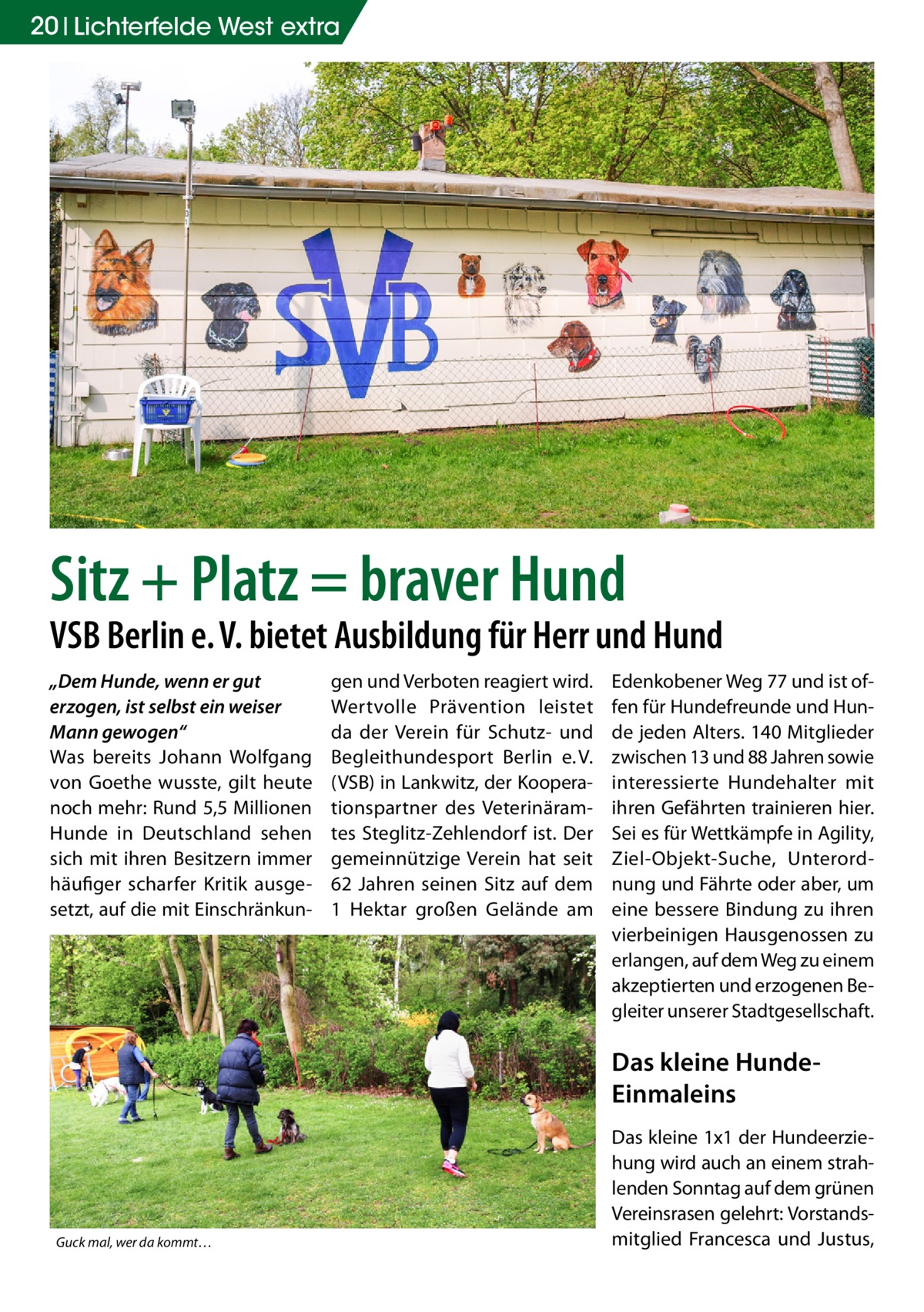 20 Lichterfelde West extra  Sitz + Platz = braver Hund  VSB Berlin e. V. bietet Ausbildung für Herr und Hund „Dem Hunde, wenn er gut erzogen, ist selbst ein weiser Mann gewogen“ Was bereits Johann Wolfgang von Goethe wusste, gilt heute noch mehr: Rund 5,5 Millionen Hunde in Deutschland sehen sich mit ihren Besitzern immer häufiger scharfer Kritik ausgesetzt, auf die mit Einschränkun gen und Verboten reagiert wird. Wertvolle Prävention leistet da der Verein für Schutz- und Begleithundesport Berlin e. V. (VSB) in Lankwitz, der Kooperationspartner des Veterinäramtes Steglitz-Zehlendorf ist. Der gemeinnützige Verein hat seit 62  Jahren seinen Sitz auf dem 1  Hektar großen Gelände am  Edenkobener Weg 77 und ist offen für Hundefreunde und Hunde jeden Alters. 140 Mitglieder zwischen 13 und 88 Jahren sowie interessierte Hundehalter mit ihren Gefährten trainieren hier. Sei es für Wettkämpfe in Agility, Ziel-Objekt-Suche, Unterordnung und Fährte oder aber, um eine bessere Bindung zu ihren vierbeinigen Hausgenossen zu erlangen, auf dem Weg zu einem akzeptierten und erzogenen Begleiter unserer Stadtgesellschaft.  Das kleine HundeEinmaleins  Guck mal, wer da kommt…  Das kleine 1x1 der Hundeerziehung wird auch an einem strahlenden Sonntag auf dem grünen Vereinsrasen gelehrt: Vorstandsmitglied Francesca und Justus,