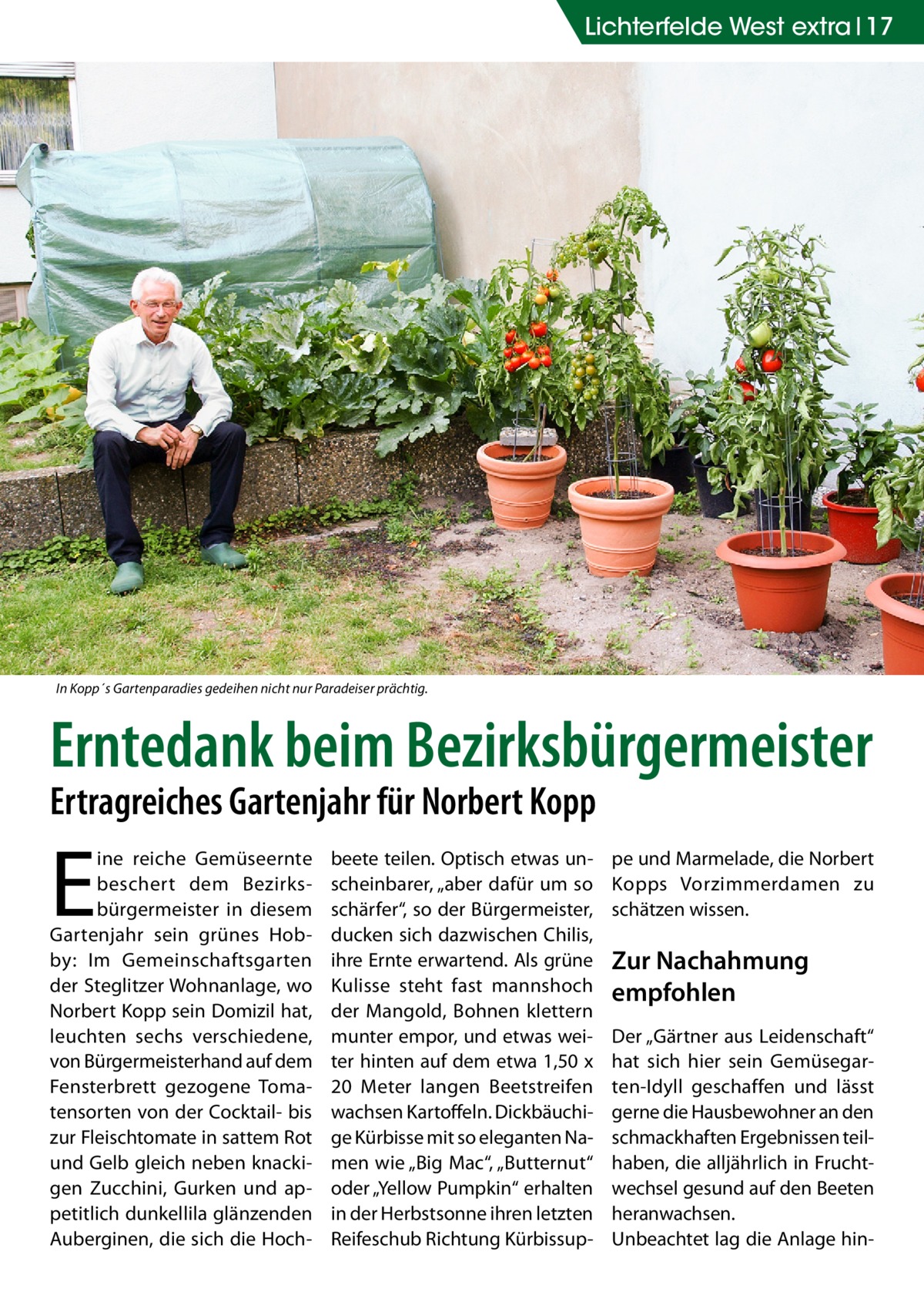 Lichterfelde West extra 17  In Kopp´s Gartenparadies gedeihen nicht nur Paradeiser prächtig.  Erntedank beim Bezirksbürgermeister Ertragreiches Gartenjahr für Norbert Kopp  E  ine reiche Gemüseernte beschert dem Bezirksbürgermeister in diesem Gartenjahr sein grünes Hobby: Im Gemeinschaftsgarten der Steglitzer Wohnanlage, wo Norbert Kopp sein Domizil hat, leuchten sechs verschiedene, von Bürgermeisterhand auf dem Fensterbrett gezogene Tomatensorten von der Cocktail- bis zur Fleischtomate in sattem Rot und Gelb gleich neben knackigen Zucchini, Gurken und appetitlich dunkellila glänzenden Auberginen, die sich die Hoch beete teilen. Optisch etwas unscheinbarer, „aber dafür um so schärfer“, so der Bürgermeister, ducken sich dazwischen Chilis, ihre Ernte erwartend. Als grüne Kulisse steht fast mannshoch der Mangold, Bohnen klettern munter empor, und etwas weiter hinten auf dem etwa 1,50 x 20  Meter langen Beetstreifen wachsen Kartoffeln. Dickbäuchige Kürbisse mit so eleganten Namen wie „Big Mac“, „Butternut“ oder „Yellow Pumpkin“ erhalten in der Herbstsonne ihren letzten Reifeschub Richtung Kürbissup pe und Marmelade, die Norbert Kopps Vorzimmerdamen zu schätzen wissen.  Zur Nachahmung empfohlen Der „Gärtner aus Leidenschaft“ hat sich hier sein Gemüsegarten-Idyll geschaffen und lässt gerne die Hausbewohner an den schmackhaften Ergebnissen teilhaben, die alljährlich in Fruchtwechsel gesund auf den Beeten heranwachsen. Unbeachtet lag die Anlage hi