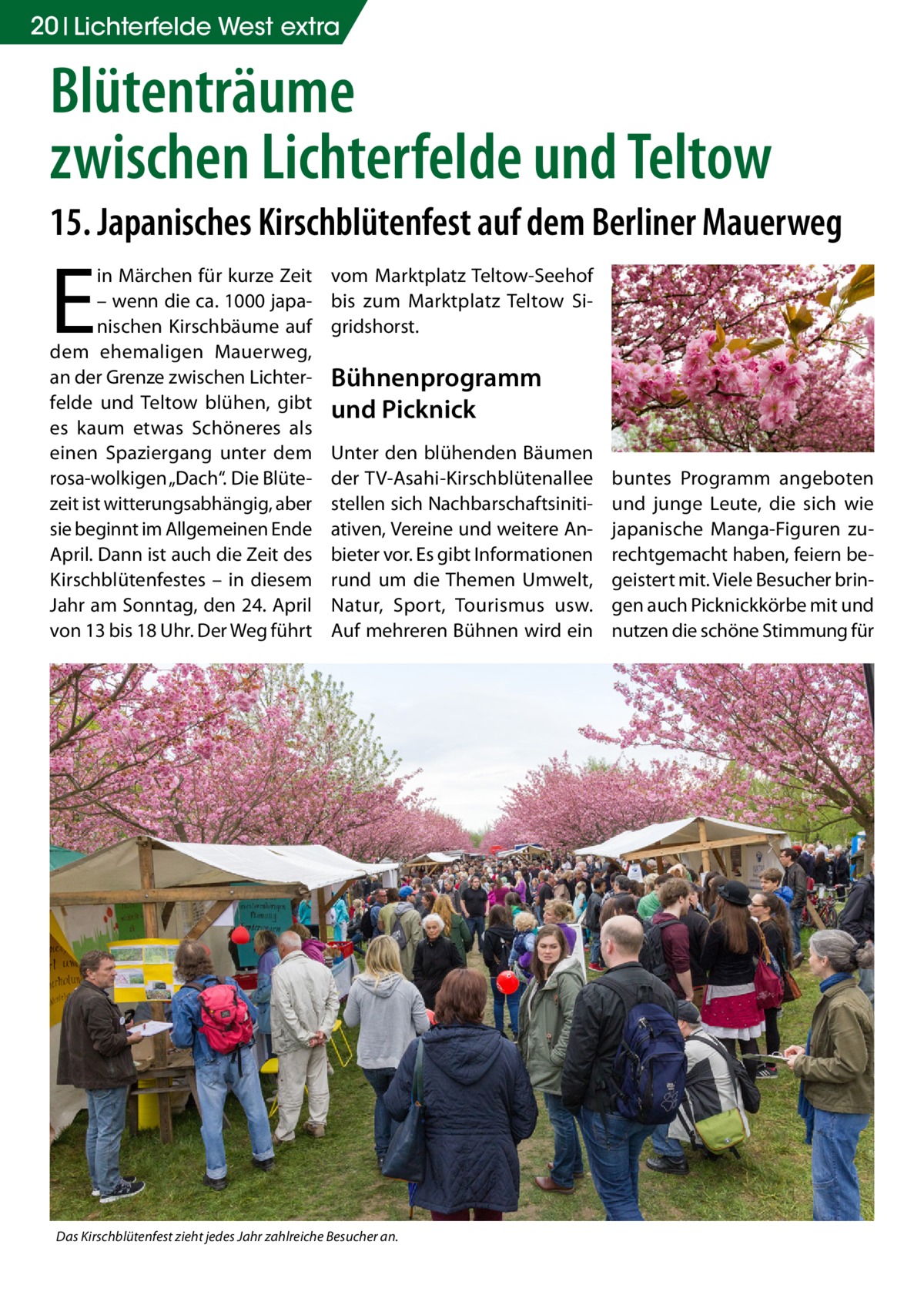 20 Lichterfelde West extra  Blütenträume zwischen Lichterfelde und Teltow 15. Japanisches Kirschblütenfest auf dem Berliner Mauerweg  E  in Märchen für kurze Zeit – wenn die ca. 1000 japanischen Kirschbäume auf dem ehemaligen Mauerweg, an der Grenze zwischen Lichterfelde und Teltow blühen, gibt es kaum etwas Schöneres als einen Spaziergang unter dem rosa-wolkigen „Dach“. Die Blütezeit ist witterungsabhängig, aber sie beginnt im Allgemeinen Ende April. Dann ist auch die Zeit des Kirschblütenfestes – in diesem Jahr am Sonntag, den 24. April von 13 bis 18 Uhr. Der Weg führt  vom Marktplatz Teltow-Seehof bis zum Marktplatz Teltow Sigridshorst.  Bühnenprogramm und Picknick Unter den blühenden Bäumen der TV-Asahi-Kirschblütenallee stellen sich Nachbarschaftsinitiativen, Vereine und weitere Anbieter vor. Es gibt Informationen rund um die Themen Umwelt, Natur, Sport, Tourismus usw. Auf mehreren Bühnen wird ein  Das Kirschblütenfest zieht jedes Jahr zahlreiche Besucher an.  buntes Programm angeboten und junge Leute, die sich wie japanische Manga-Figuren zurechtgemacht haben, feiern begeistert mit. Viele Besucher bringen auch Picknickkörbe mit und nutzen die schöne Stimmung für