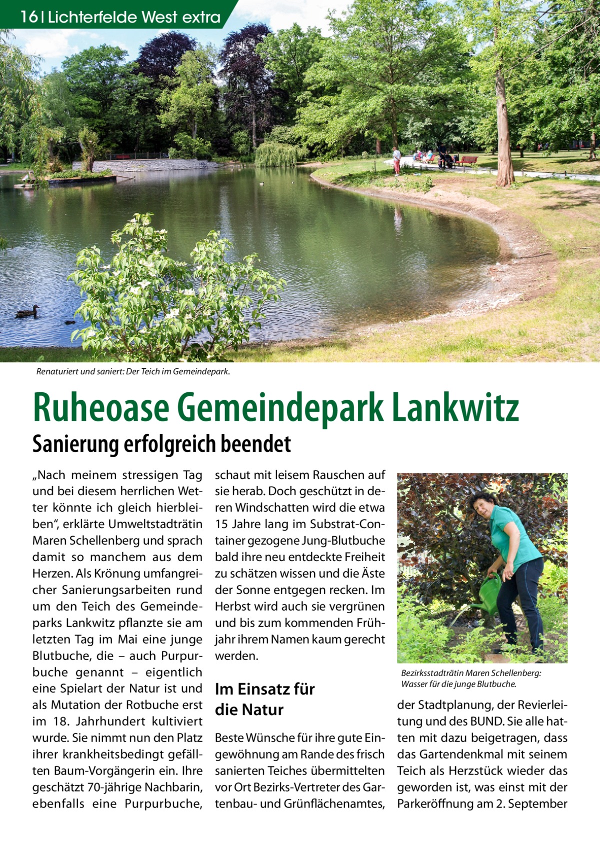 16 Lichterfelde West extra  Renaturiert und saniert: Der Teich im Gemeindepark.  Ruheoase Gemeindepark Lankwitz Sanierung erfolgreich beendet „Nach meinem stressigen Tag und bei diesem herrlichen Wetter könnte ich gleich hierbleiben“, erklärte Umweltstadträtin Maren Schellenberg und sprach damit so manchem aus dem Herzen. Als Krönung umfangreicher Sanierungsarbeiten rund um den Teich des Gemeindeparks Lankwitz pflanzte sie am letzten Tag im Mai eine junge Blutbuche, die – auch Purpurbuche genannt – eigentlich eine Spielart der Natur ist und als Mutation der Rotbuche erst im 18.  Jahrhundert kultiviert wurde. Sie nimmt nun den Platz ihrer krankheitsbedingt gefällten Baum-Vorgängerin ein. Ihre geschätzt 70-jährige Nachbarin, ebenfalls eine Purpurbuche,  schaut mit leisem Rauschen auf sie herab. Doch geschützt in deren Windschatten wird die etwa 15 Jahre lang im Substrat-Container gezogene Jung-Blutbuche bald ihre neu entdeckte Freiheit zu schätzen wissen und die Äste der Sonne entgegen recken. Im Herbst wird auch sie vergrünen und bis zum kommenden Frühjahr ihrem Namen kaum gerecht werden.  Im Einsatz für die Natur Beste Wünsche für ihre gute Eingewöhnung am Rande des frisch sanierten Teiches übermittelten vor Ort Bezirks-Vertreter des Gartenbau- und Grünflächenamtes,  Bezirksstadträtin Maren Schellenberg: Wasser für die junge Blutbuche.  der Stadtplanung, der Revierleitung und des BUND. Sie alle hatten mit dazu beigetragen, dass das Gartendenkmal mit seinem Teich als Herzstück wieder das geworden ist, was einst mit der Parkeröffnung am 2. September