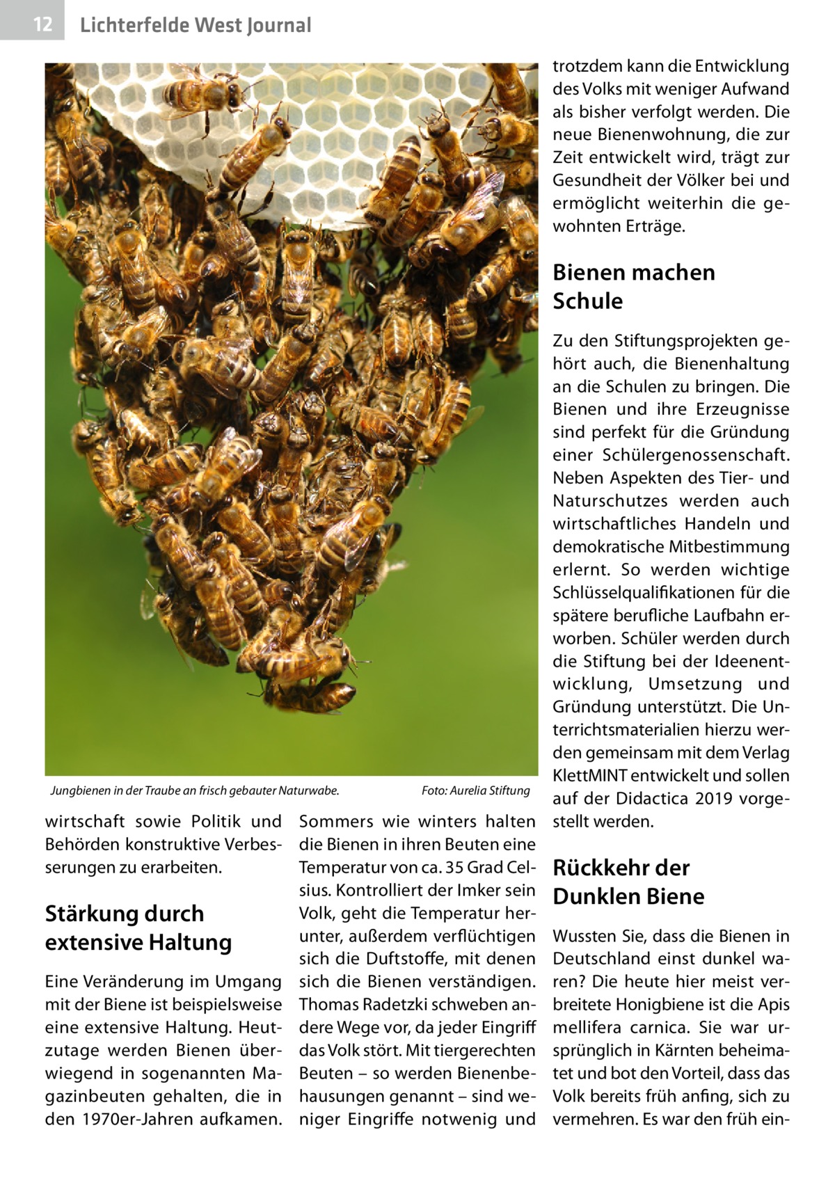 12  Lichterfelde West Journal trotzdem kann die Entwicklung des Volks mit weniger Aufwand als bisher verfolgt werden. Die neue Bienenwohnung, die zur Zeit entwickelt wird, trägt zur Gesundheit der Völker bei und ermöglicht weiterhin die gewohnten Erträge.  Bienen machen Schule Zu den Stiftungsprojekten gehört auch, die Bienenhaltung an die Schulen zu bringen. Die Bienen und ihre Erzeugnisse sind perfekt für die Gründung einer Schülergenossenschaft. Neben Aspekten des Tier- und Naturschutzes werden auch wirtschaftliches Handeln und demokratische Mitbestimmung erlernt. So werden wichtige Schlüsselqualifikationen für die spätere berufliche Laufbahn erworben. Schüler werden durch die Stiftung bei der Ideenentwicklung, Umsetzung und Gründung unterstützt. Die Unterrichtsmaterialien hierzu werden gemeinsam mit dem Verlag KlettMINT entwickelt und sollen Jungbienen in der Traube an frisch gebauter Naturwabe.� Foto: Aurelia Stiftung auf der Didactica 2019 vorgewirtschaft sowie Politik und Sommers wie winters halten stellt werden. Behörden konstruktive Verbes- die Bienen in ihren Beuten eine serungen zu erarbeiten. Temperatur von ca. 35 Grad Cel- Rückkehr der sius. Kontrolliert der Imker sein Dunklen Biene Volk, geht die Temperatur herStärkung durch unter, außerdem verflüchtigen Wussten Sie, dass die Bienen in extensive Haltung sich die Duftstoffe, mit denen Deutschland einst dunkel waEine Veränderung im Umgang sich die Bienen verständigen. ren? Die heute hier meist vermit der Biene ist beispielsweise Thomas Radetzki schweben an- breitete Honigbiene ist die Apis eine extensive Haltung. Heut- dere Wege vor, da jeder Eingriff mellifera carnica. Sie war urzutage werden Bienen über- das Volk stört. Mit tiergerechten sprünglich in Kärnten beheimawiegend in sogenannten Ma- Beuten – so werden Bienenbe- tet und bot den Vorteil, dass das gazinbeuten gehalten, die in hausungen genannt – sind we- Volk bereits früh anfing, sich zu den 1970er-Jahren aufkamen. niger Eingriffe notwenig und vermehren. Es war den früh ei