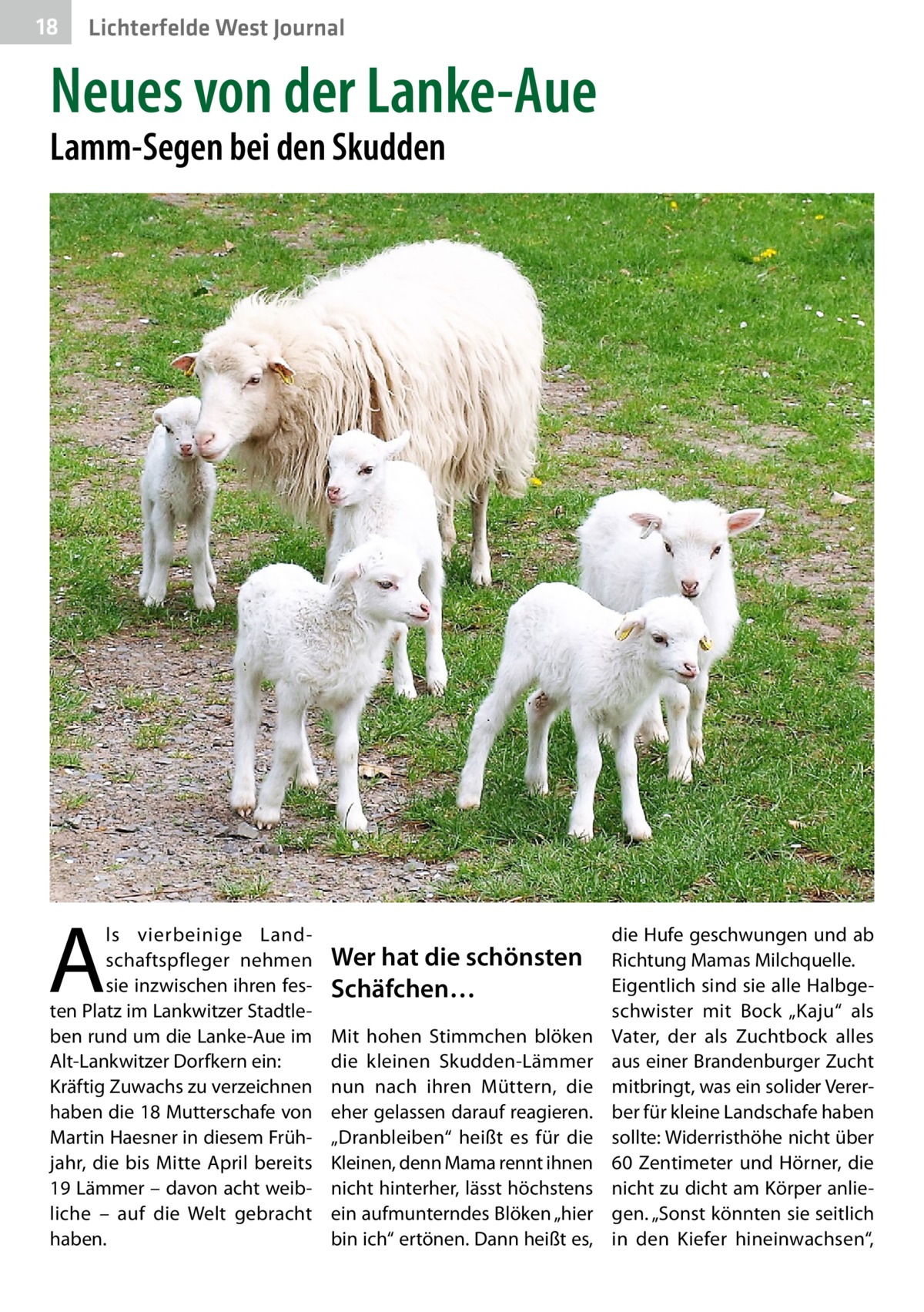 18  Lichterfelde West Journal  Neues von der Lanke-Aue Lamm-Segen bei den Skudden  A  ls vierbeinige Landschaftspfleger nehmen sie inzwischen ihren festen Platz im Lankwitzer Stadtleben rund um die Lanke-Aue im Alt-Lankwitzer Dorfkern ein: Kräftig Zuwachs zu verzeichnen haben die 18 Mutterschafe von Martin Haesner in diesem Frühjahr, die bis Mitte April bereits 19 Lämmer – davon acht weibliche – auf die Welt gebracht haben.  Wer hat die schönsten Schäfchen… Mit hohen Stimmchen blöken die kleinen Skudden-Lämmer nun nach ihren Müttern, die eher gelassen darauf reagieren. „Dranbleiben“ heißt es für die Kleinen, denn Mama rennt ihnen nicht hinterher, lässt höchstens ein aufmunterndes Blöken „hier bin ich“ ertönen. Dann heißt es,  die Hufe geschwungen und ab Richtung Mamas Milchquelle. Eigentlich sind sie alle Halbgeschwister mit Bock „Kaju“ als Vater, der als Zuchtbock alles aus einer Brandenburger Zucht mitbringt, was ein solider Vererber für kleine Landschafe haben sollte: Widerristhöhe nicht über 60 Zentimeter und Hörner, die nicht zu dicht am Körper anliegen. „Sonst könnten sie seitlich in den Kiefer hineinwachsen“,