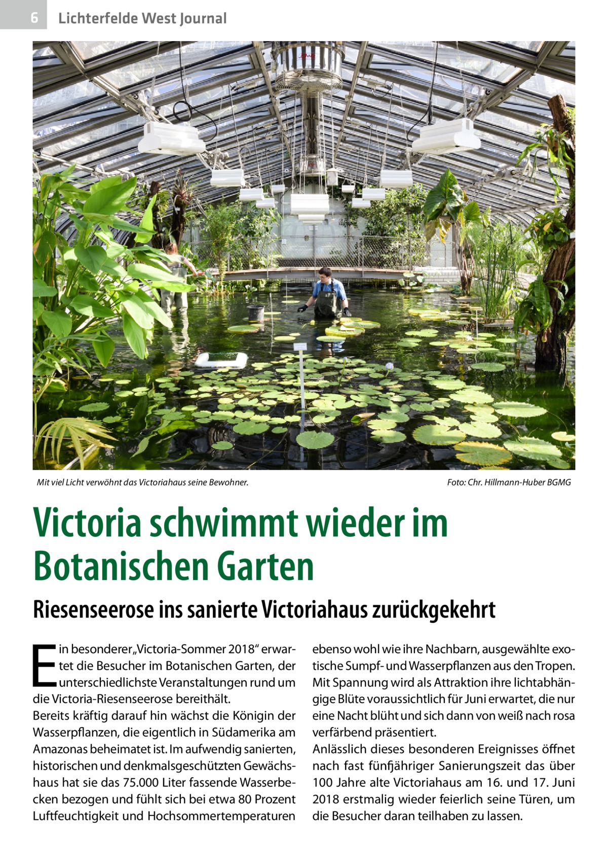 6  Lichterfelde West Journal  Mit viel Licht verwöhnt das Victoriahaus seine Bewohner.�  Foto: Chr. Hillmann-Huber BGMG  Victoria schwimmt wieder im Botanischen Garten Riesenseerose ins sanierte Victoriahaus zurückgekehrt  E  in besonderer „Victoria-Sommer 2018“ erwartet die Besucher im Botanischen Garten, der unterschiedlichste Veranstaltungen rund um die Victoria-Riesenseerose bereithält. Bereits kräftig darauf hin wächst die Königin der Wasserpflanzen, die eigentlich in Südamerika am Amazonas beheimatet ist. Im aufwendig sanierten, historischen und denkmalsgeschützten Gewächshaus hat sie das 75.000 Liter fassende Wasserbecken bezogen und fühlt sich bei etwa 80 Prozent Luftfeuchtigkeit und Hochsommertemperaturen  ebenso wohl wie ihre Nachbarn, ausgewählte exotische Sumpf- und Wasserpflanzen aus den Tropen. Mit Spannung wird als Attraktion ihre lichtabhängige Blüte voraussichtlich für Juni erwartet, die nur eine Nacht blüht und sich dann von weiß nach rosa verfärbend präsentiert. Anlässlich dieses besonderen Ereignisses öffnet nach fast fünfjähriger Sanierungszeit das über 100 Jahre alte Victoriahaus am 16. und 17. Juni 2018 erstmalig wieder feierlich seine Türen, um die Besucher daran teilhaben zu lassen.