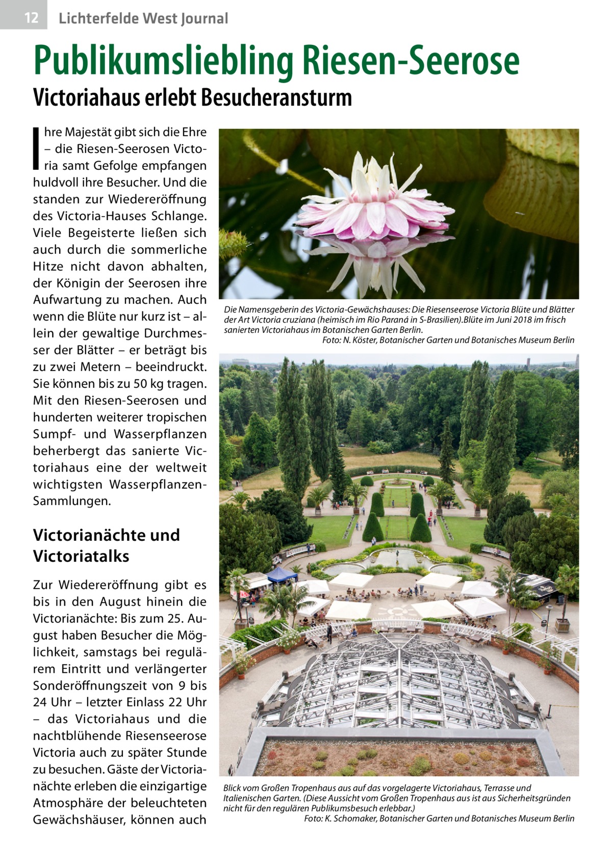 12  Lichterfelde West Journal  Publikumsliebling Riesen-Seerose Victoriahaus erlebt Besucheransturm  I  hre Majestät gibt sich die Ehre – die Riesen-Seerosen Victoria samt Gefolge empfangen huldvoll ihre Besucher. Und die standen zur Wiedereröffnung des Victoria-Hauses Schlange. Viele Begeisterte ließen sich auch durch die sommerliche Hitze nicht davon abhalten, der Königin der Seerosen ihre Aufwartung zu machen. Auch wenn die Blüte nur kurz ist – allein der gewaltige Durchmesser der Blätter – er beträgt bis zu zwei Metern – beeindruckt. Sie können bis zu 50 kg tragen. Mit den Riesen-Seerosen und hunderten weiterer tropischen Sumpf- und Wasserpflanzen beherbergt das sanierte Victoriahaus eine der weltweit wichtigsten WasserpflanzenSammlungen.  Die Namensgeberin des Victoria-Gewächshauses: Die Riesenseerose Victoria Blüte und Blätter der Art Victoria cruziana (heimisch im Rio Paraná in S-Brasilien).Blüte im Juni 2018 im frisch sanierten Victoriahaus im Botanischen Garten Berlin. Foto: N. Köster, Botanischer Garten und Botanisches Museum Berlin  Victorianächte und Victoriatalks Zur Wiedereröffnung gibt es bis in den August hinein die Victoria­nächte: Bis zum 25. August haben Besucher die Möglichkeit, samstags bei regulärem Eintritt und verlängerter Sonderöffnungszeit von 9 bis 24 Uhr – letzter Einlass 22 Uhr – das Victoriahaus und die nachtblühende Riesenseerose Victoria auch zu später Stunde zu besuchen. Gäste der Victoria­ nächte erleben die einzigartige Atmosphäre der beleuchteten Gewächshäuser, können auch  Blick vom Großen Tropenhaus aus auf das vorgelagerte Victoriahaus, Terrasse und Italienischen Garten. (Diese Aussicht vom Großen Tropenhaus aus ist aus Sicherheitsgründen nicht für den regulären Publikumsbesuch erlebbar.) Foto: K. Schomaker, Botanischer Garten und Botanisches Museum Berlin