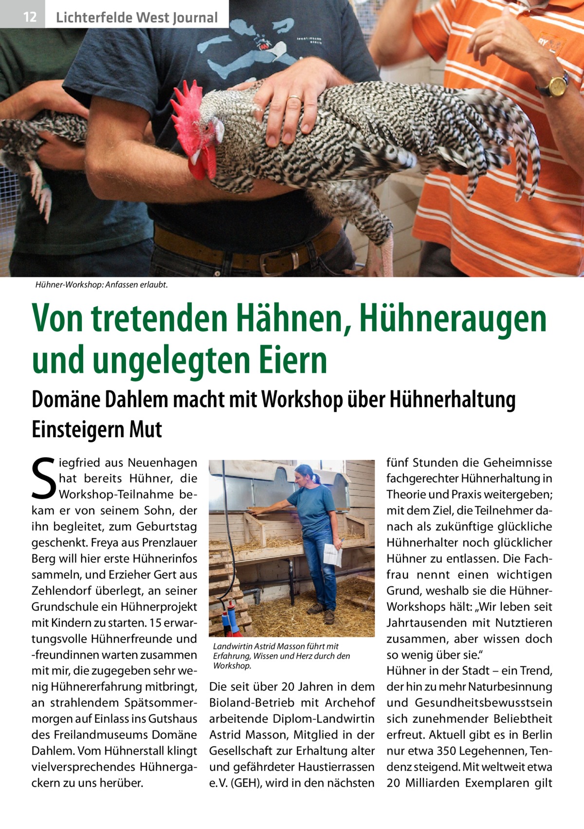 12  Lichterfelde West Journal  Hühner-Workshop: Anfassen erlaubt.  Von tretenden Hähnen, Hühneraugen und ungelegten Eiern Domäne Dahlem macht mit Workshop über Hühnerhaltung Einsteigern Mut  S  iegfried aus Neuenhagen hat bereits Hühner, die Workshop-Teilnahme bekam er von seinem Sohn, der ihn begleitet, zum Geburtstag geschenkt. Freya aus Prenzlauer Berg will hier erste Hühnerinfos sammeln, und Erzieher Gert aus Zehlendorf überlegt, an seiner Grundschule ein Hühnerprojekt mit Kindern zu starten. 15 erwartungsvolle Hühnerfreunde und -freundinnen warten zusammen mit mir, die zugegeben sehr wenig Hühnererfahrung mitbringt, an strahlendem Spätsommermorgen auf Einlass ins Gutshaus des Freilandmuseums Domäne Dahlem. Vom Hühnerstall klingt vielversprechendes Hühnergackern zu uns herüber.  Landwirtin Astrid Masson führt mit Erfahrung, Wissen und Herz durch den Workshop.  Die seit über 20 Jahren in dem Bioland-Betrieb mit Archehof arbeitende Diplom-Landwirtin Astrid Masson, Mitglied in der Gesellschaft zur Erhaltung alter und gefährdeter Haustierrassen e. V. (GEH), wird in den nächsten  fünf Stunden die Geheimnisse fachgerechter Hühnerhaltung in Theorie und Praxis weitergeben; mit dem Ziel, die Teilnehmer danach als zukünftige glückliche Hühnerhalter noch glücklicher Hühner zu entlassen. Die Fachfrau nennt einen wichtigen Grund, weshalb sie die HühnerWorkshops hält: „Wir leben seit Jahrtausenden mit Nutztieren zusammen, aber wissen doch so wenig über sie.“ Hühner in der Stadt – ein Trend, der hin zu mehr Naturbesinnung und Gesundheitsbewusstsein sich zunehmender Beliebtheit erfreut. Aktuell gibt es in Berlin nur etwa 350 Legehennen, Tendenz steigend. Mit weltweit etwa 20  Milliarden Exemplaren gilt