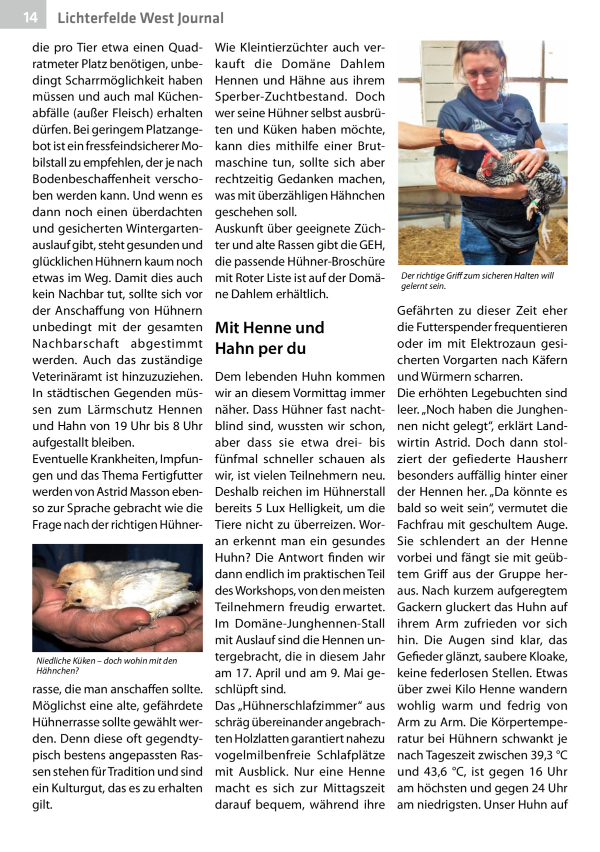 14  Lichterfelde West Journal  die pro Tier etwa einen Quadratmeter Platz benötigen, unbedingt Scharrmöglichkeit haben müssen und auch mal Küchenabfälle (außer Fleisch) erhalten dürfen. Bei geringem Platzangebot ist ein fressfeindsicherer Mobilstall zu empfehlen, der je nach Bodenbeschaffenheit verschoben werden kann. Und wenn es dann noch einen überdachten und gesicherten Wintergartenauslauf gibt, steht gesunden und glücklichen Hühnern kaum noch etwas im Weg. Damit dies auch kein Nachbar tut, sollte sich vor der Anschaffung von Hühnern unbedingt mit der gesamten Nachbarschaft abgestimmt werden. Auch das zuständige Veterinäramt ist hinzuzuziehen. In städtischen Gegenden müssen zum Lärmschutz Hennen und Hahn von 19 Uhr bis 8 Uhr aufgestallt bleiben. Eventuelle Krankheiten, Impfungen und das Thema Fertigfutter werden von Astrid Masson ebenso zur Sprache gebracht wie die Frage nach der richtigen Hühner Niedliche Küken – doch wohin mit den Hähnchen?  rasse, die man anschaffen sollte. Möglichst eine alte, gefährdete Hühnerrasse sollte gewählt werden. Denn diese oft gegendtypisch bestens angepassten Rassen stehen für Tradition und sind ein Kulturgut, das es zu erhalten gilt.  Wie Kleintierzüchter auch verkauft die Domäne Dahlem Hennen und Hähne aus ihrem Sperber-Zuchtbestand. Doch wer seine Hühner selbst ausbrüten und Küken haben möchte, kann dies mithilfe einer Brutmaschine tun, sollte sich aber rechtzeitig Gedanken machen, was mit überzähligen Hähnchen geschehen soll. Auskunft über geeignete Züchter und alte Rassen gibt die GEH, die passende Hühner-Broschüre mit Roter Liste ist auf der Domäne Dahlem erhältlich.  Mit Henne und Hahn per du Dem lebenden Huhn kommen wir an diesem Vormittag immer näher. Dass Hühner fast nachtblind sind, wussten wir schon, aber dass sie etwa drei- bis fünfmal schneller schauen als wir, ist vielen Teilnehmern neu. Deshalb reichen im Hühnerstall bereits 5 Lux Helligkeit, um die Tiere nicht zu überreizen. Woran erkennt man ein gesundes Huhn? Die Antwort finden wir dann endlich im praktischen Teil des Workshops, von den meisten Teilnehmern freudig erwartet. Im Domäne-Junghennen-Stall mit Auslauf sind die Hennen untergebracht, die in diesem Jahr am 17. April und am 9. Mai geschlüpft sind. Das „Hühnerschlafzimmer“ aus schräg übereinander angebrachten Holzlatten garantiert nahezu vogelmilbenfreie Schlafplätze mit Ausblick. Nur eine Henne macht es sich zur Mittagszeit darauf bequem, während ihre  Der richtige Griff zum sicheren Halten will gelernt sein.  Gefährten zu dieser Zeit eher die Futterspender frequentieren oder im mit Elektrozaun gesicherten Vorgarten nach Käfern und Würmern scharren. Die erhöhten Legebuchten sind leer. „Noch haben die Junghennen nicht gelegt“, erklärt Landwirtin Astrid. Doch dann stolziert der gefiederte Hausherr besonders auffällig hinter einer der Hennen her. „Da könnte es bald so weit sein“, vermutet die Fachfrau mit geschultem Auge. Sie schlendert an der Henne vorbei und fängt sie mit geübtem Griff aus der Gruppe heraus. Nach kurzem aufgeregtem Gackern gluckert das Huhn auf ihrem Arm zufrieden vor sich hin. Die Augen sind klar, das Gefieder glänzt, saubere Kloake, keine federlosen Stellen. Etwas über zwei Kilo Henne wandern wohlig warm und fedrig von Arm zu Arm. Die Körpertemperatur bei Hühnern schwankt je nach Tageszeit zwischen 39,3 °C und 43,6  °C, ist gegen 16  Uhr am höchsten und gegen 24 Uhr am niedrigsten. Unser Huhn auf