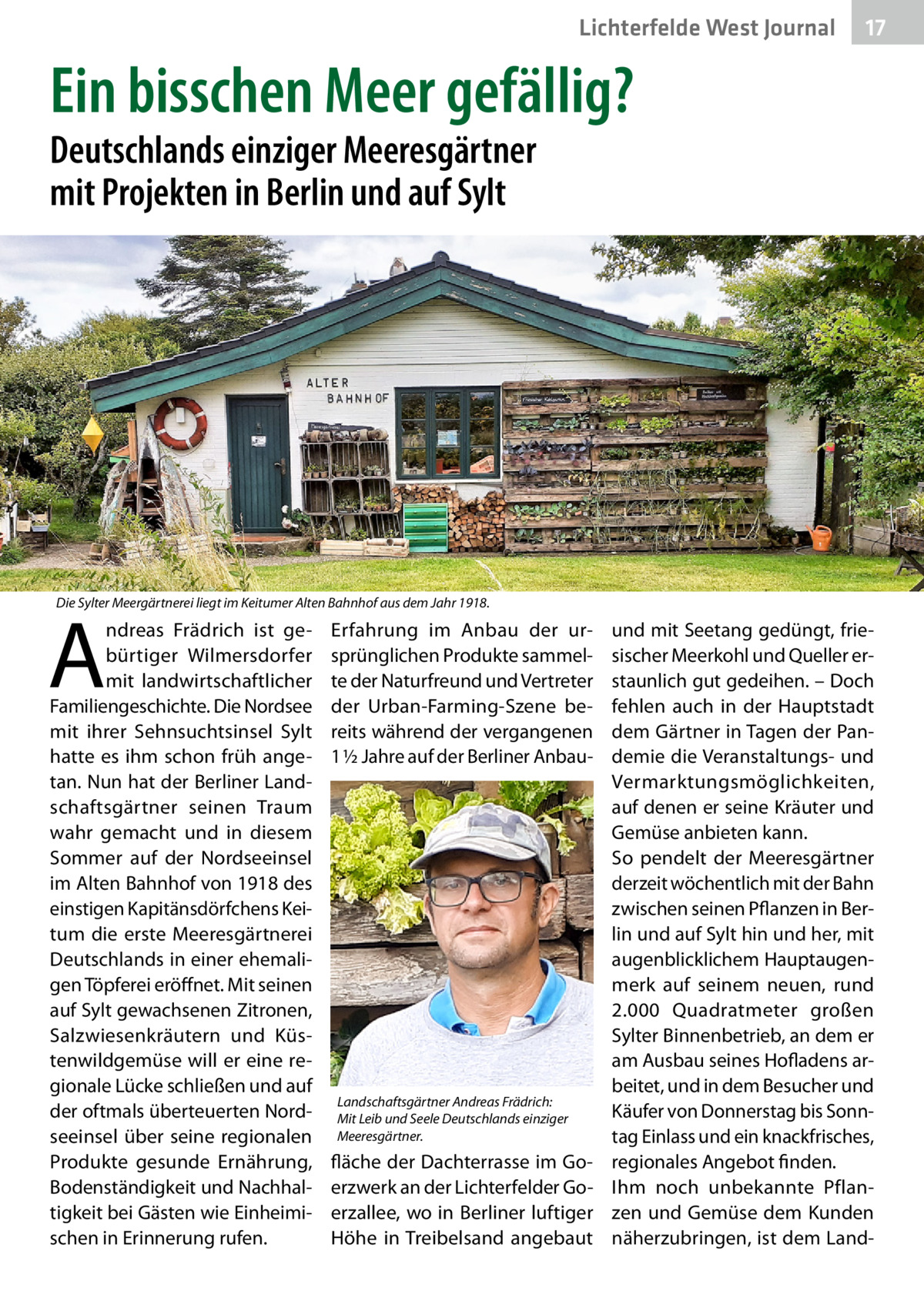 Lichterfelde West Journal  17 17  Ein bisschen Meer gefällig? Deutschlands einziger Meeresgärtner mit Projekten in Berlin und auf Sylt  Die Sylter Meergärtnerei liegt im Keitumer Alten Bahnhof aus dem Jahr 1918.  A  ndreas Frädrich ist gebürtiger Wilmersdorfer mit landwirtschaftlicher Familiengeschichte. Die Nordsee mit ihrer Sehnsuchtsinsel Sylt hatte es ihm schon früh angetan. Nun hat der Berliner Landschaftsgärtner seinen Traum wahr gemacht und in diesem Sommer auf der Nordseeinsel im Alten Bahnhof von 1918 des einstigen Kapitänsdörfchens Keitum die erste Meeresgärtnerei Deutschlands in einer ehemaligen Töpferei eröffnet. Mit seinen auf Sylt gewachsenen Zitronen, Salzwiesenkräutern und Küstenwildgemüse will er eine regionale Lücke schließen und auf der oftmals überteuerten Nordseeinsel über seine regionalen Produkte gesunde Ernährung, Bodenständigkeit und Nachhaltigkeit bei Gästen wie Einheimischen in Erinnerung rufen.  Erfahrung im Anbau der ursprünglichen Produkte sammelte der Naturfreund und Vertreter der Urban-Farming-Szene bereits während der vergangenen 1 ½ Jahre auf der Berliner Anbau Landschaftsgärtner Andreas Frädrich: Mit Leib und Seele Deutschlands einziger Meeresgärtner.  fläche der Dachterrasse im Goerzwerk an der Lichterfelder Goerzallee, wo in Berliner luftiger Höhe in Treibelsand angebaut  und mit Seetang gedüngt, friesischer Meerkohl und Queller erstaunlich gut gedeihen. – Doch fehlen auch in der Hauptstadt dem Gärtner in Tagen der Pandemie die Veranstaltungs- und Vermarktungsmöglichkeiten, auf denen er seine Kräuter und Gemüse anbieten kann. So pendelt der Meeresgärtner derzeit wöchentlich mit der Bahn zwischen seinen Pflanzen in Berlin und auf Sylt hin und her, mit augenblicklichem Hauptaugenmerk auf seinem neuen, rund 2.000  Quadratmeter großen Sylter Binnenbetrieb, an dem er am Ausbau seines Hofladens arbeitet, und in dem Besucher und Käufer von Donnerstag bis Sonntag Einlass und ein knackfrisches, regionales Angebot finden. Ihm noch unbekannte Pflanzen und Gemüse dem Kunden näherzubringen, ist dem Lan