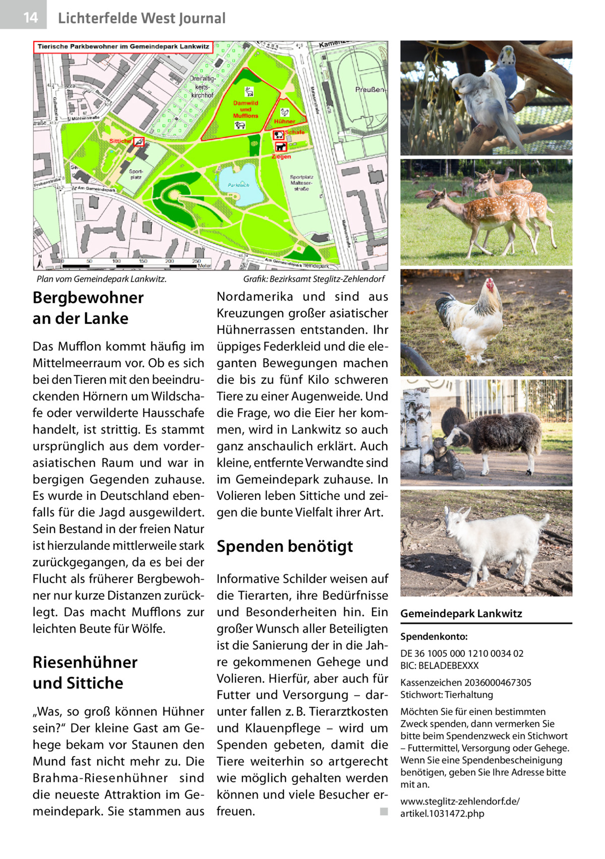 14  Lichterfelde West Journal  Plan vom Gemeindepark Lankwitz. �  Bergbewohner an der Lanke Das Mufflon kommt häufig im Mittelmeerraum vor. Ob es sich bei den Tieren mit den beeindruckenden Hörnern um Wildschafe oder verwilderte Hausschafe handelt, ist strittig. Es stammt ursprünglich aus dem vorderasiatischen Raum und war in bergigen Gegenden zuhause. Es wurde in Deutschland ebenfalls für die Jagd ausgewildert. Sein Bestand in der freien Natur ist hierzulande mittlerweile stark zurückgegangen, da es bei der Flucht als früherer Bergbewohner nur kurze Distanzen zurücklegt. Das macht Mufflons zur leichten Beute für Wölfe.  Riesenhühner und Sittiche „Was, so groß können Hühner sein?“ Der kleine Gast am Gehege bekam vor Staunen den Mund fast nicht mehr zu. Die Brahma-Riesenhühner sind die neueste Attraktion im Gemeindepark. Sie stammen aus  Grafik: Bezirksamt Steglitz-Zehlendorf  Nordamerika und sind aus Kreuzungen großer asiatischer Hühnerrassen entstanden. Ihr üppiges Federkleid und die eleganten Bewegungen machen die bis zu fünf Kilo schweren Tiere zu einer Augenweide. Und die Frage, wo die Eier her kommen, wird in Lankwitz so auch ganz anschaulich erklärt. Auch kleine, entfernte Verwandte sind im Gemeindepark zuhause. In Volieren leben Sittiche und zeigen die bunte Vielfalt ihrer Art.  Spenden benötigt Informative Schilder weisen auf die Tierarten, ihre Bedürfnisse und Besonderheiten hin. Ein Gemeindepark Lankwitz großer Wunsch aller Beteiligten Spendenkonto: ist die Sanierung der in die JahDE 36 1005 000 1210 0034 02 re gekommenen Gehege und BIC: BELADEBEXXX Volieren. Hierfür, aber auch für Kassenzeichen 2036000467305 Futter und Versorgung – dar- Stichwort: Tierhaltung unter fallen z. B. Tierarztkosten Möchten Sie für einen bestimmten und Klauenpflege – wird um Zweck spenden, dann vermerken Sie bitte beim Spendenzweck ein Stichwort Spenden gebeten, damit die – Futtermittel, Versorgung oder Gehege. Tiere weiterhin so artgerecht Wenn Sie eine Spendenbescheinigung benötigen, geben Sie Ihre Adresse bitte wie möglich gehalten werden mit an. können und viele Besucher er- www.steglitz-zehlendorf.de/ freuen.� ◾ artikel.1031472.php