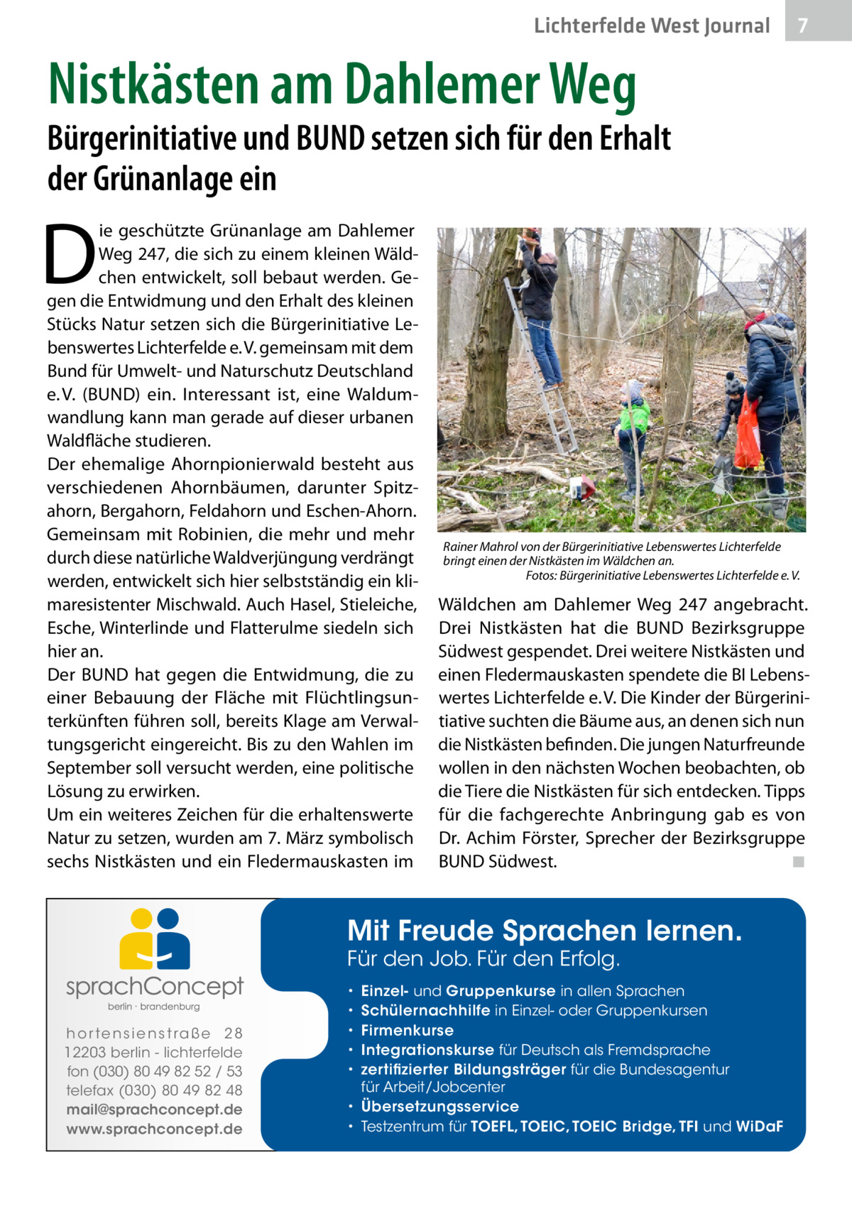 Lichterfelde West Journal  7 7  Nistkästen am Dahlemer Weg  Bürgerinitiative und BUND setzen sich für den Erhalt der Grünanlage ein  D  ie geschützte Grünanlage am Dahlemer Weg 247, die sich zu einem kleinen Wäldchen entwickelt, soll bebaut werden. Gegen die Entwidmung und den Erhalt des kleinen Stücks Natur setzen sich die Bürgerinitiative Lebenswertes Lichterfelde e. V. gemeinsam mit dem Bund für Umwelt- und Naturschutz Deutschland e. V. (BUND) ein. Interessant ist, eine Waldumwandlung kann man gerade auf dieser urbanen Waldfläche studieren. Der ehemalige Ahornpionierwald besteht aus verschiedenen Ahornbäumen, darunter Spitzahorn, Bergahorn, Feldahorn und Eschen-Ahorn. Gemeinsam mit Robinien, die mehr und mehr durch diese natürliche Waldverjüngung verdrängt werden, entwickelt sich hier selbstständig ein klimaresistenter Mischwald. Auch Hasel, Stieleiche, Esche, Winterlinde und Flatterulme siedeln sich hier an. Der BUND hat gegen die Entwidmung, die zu einer Bebauung der Fläche mit Flüchtlingsunterkünften führen soll, bereits Klage am Verwaltungsgericht eingereicht. Bis zu den Wahlen im September soll versucht werden, eine politische Lösung zu erwirken. Um ein weiteres Zeichen für die erhaltenswerte Natur zu setzen, wurden am 7. März symbolisch sechs Nistkästen und ein Fledermauskasten im  Rainer Mahrol von der Bürgerinitiative Lebenswertes Lichterfelde bringt einen der Nistkästen im Wäldchen an. � Fotos: Bürgerinitiative Lebenswertes Lichterfelde e. V.  Wäldchen am Dahlemer Weg  247 angebracht. Drei Nistkästen hat die BUND Bezirksgruppe Südwest gespendet. Drei weitere Nistkästen und einen Fledermauskasten spendete die BI Lebenswertes Lichterfelde e. V. Die Kinder der Bürgerinitiative suchten die Bäume aus, an denen sich nun die Nistkästen befinden. Die jungen Naturfreunde wollen in den nächsten Wochen beobachten, ob die Tiere die Nistkästen für sich entdecken. Tipps für die fachgerechte Anbringung gab es von Dr.  Achim Förster, Sprecher der Bezirksgruppe BUND Südwest. � ◾  Mit Freude Sprachen lernen. Für den Job. Für den Erfolg.  h o r te n s i e n s t ra ß e 2 8 12203 berlin - lichterfelde fon (030) 80 49 82 52 / 53 telefax (030) 80 49 82 48 mail@sprachconcept.de www.sprachconcept.de  Einzel- und Gruppenkurse in allen Sprachen Schülernachhilfe in Einzel- oder Gruppenkursen Firmenkurse Integrationskurse für Deutsch als Fremdsprache zertifizierter Bildungsträger für die Bundesagentur für Arbeit/Jobcenter • Übersetzungsservice • Testzentrum für TOEFL, TOEIC, TOEIC Bridge, TFI und WiDaF • • • • •