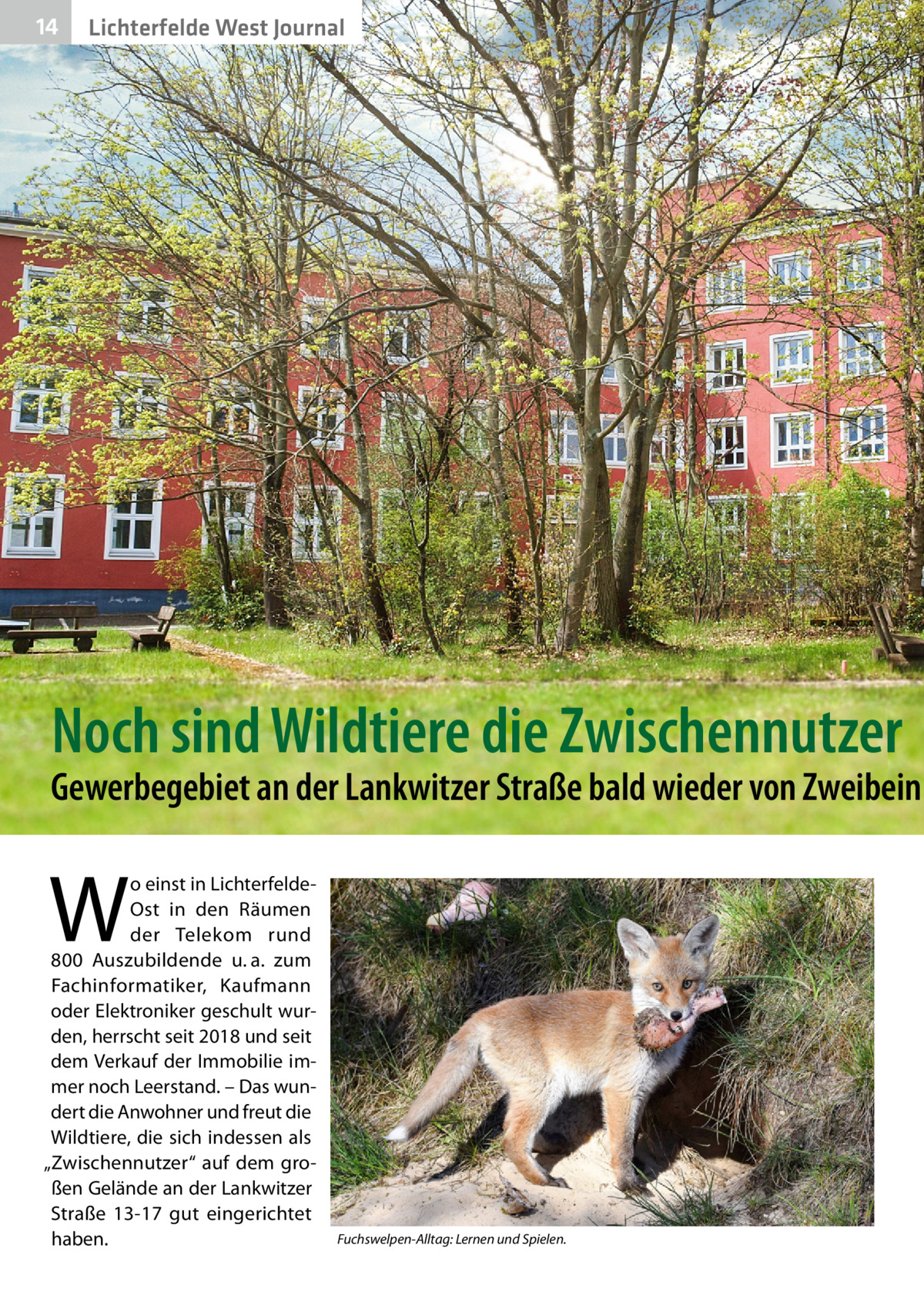 14  Lichterfelde West Journal  Noch sind Wildtiere die Zwischennutzer  Gewerbegebiet an der Lankwitzer Straße bald wieder von Zweibein  W  o einst in LichterfeldeOst in den Räumen der Telekom rund 800  Auszubildende u. a. zum Fachinformatiker, Kaufmann oder Elektroniker geschult wurden, herrscht seit 2018 und seit dem Verkauf der Immobilie immer noch Leerstand. – Das wundert die Anwohner und freut die Wildtiere, die sich indessen als „Zwischennutzer“ auf dem großen Gelände an der Lankwitzer Straße  13-17 gut eingerichtet haben.  Fuchswelpen-Alltag: Lernen und Spielen.