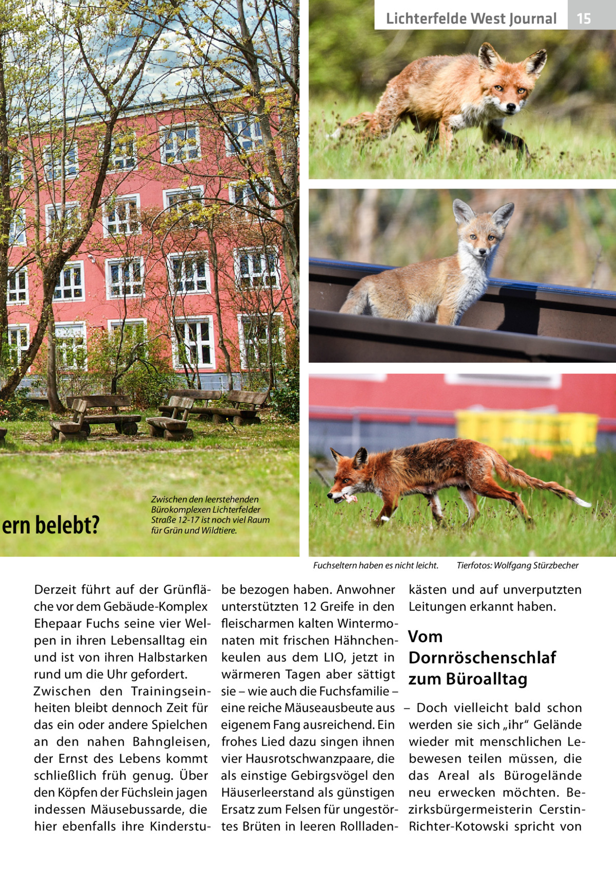 Lichterfelde West Journal  ern belebt?  15 15  Zwischen den leerstehenden Bürokomplexen Lichterfelder Straße 12-17 ist noch viel Raum für Grün und Wildtiere. Fuchseltern haben es nicht leicht.�  Derzeit führt auf der Grünfläche vor dem Gebäude-Komplex Ehepaar Fuchs seine vier Welpen in ihren Lebensalltag ein und ist von ihren Halbstarken rund um die Uhr gefordert. Zwischen den Trainingseinheiten bleibt dennoch Zeit für das ein oder andere Spielchen an den nahen Bahngleisen, der Ernst des Lebens kommt schließlich früh genug. Über den Köpfen der Füchslein jagen indessen Mäusebussarde, die hier ebenfalls ihre Kinderstu be bezogen haben. Anwohner unterstützten 12 Greife in den fleischarmen kalten Wintermonaten mit frischen Hähnchenkeulen aus dem LIO, jetzt in wärmeren Tagen aber sättigt sie – wie auch die Fuchsfamilie – eine reiche Mäuseausbeute aus eigenem Fang ausreichend. Ein frohes Lied dazu singen ihnen vier Hausrotschwanzpaare, die als einstige Gebirgsvögel den Häuserleerstand als günstigen Ersatz zum Felsen für ungestörtes Brüten in leeren Rollladen Tierfotos: Wolfgang Stürzbecher  kästen und auf unverputzten Leitungen erkannt haben.  Vom Dornröschenschlaf zum Büroalltag – Doch vielleicht bald schon werden sie sich „ihr“ Gelände wieder mit menschlichen Lebewesen teilen müssen, die das Areal als Bürogelände neu erwecken möchten. Bezirksbürgermeisterin CerstinRichter-Kotowski spricht von