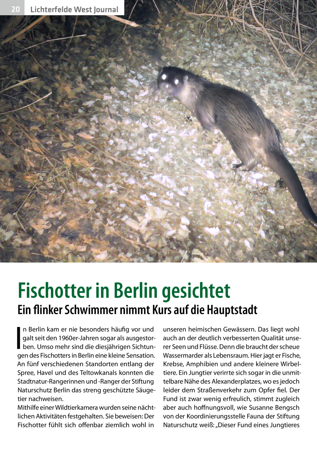 20  Gesundheit West Journal Lichterfelde  �  Fischotter in Berlin gesichtet  Ein flinker Schwimmer nimmt Kurs auf die Hauptstadt  I  n Berlin kam er nie besonders häufig vor und galt seit den 1960er-Jahren sogar als ausgestorben. Umso mehr sind die diesjährigen Sichtungen des Fischotters in Berlin eine kleine Sensation. An fünf verschiedenen Standorten entlang der Spree, Havel und des Teltowkanals konnten die Stadtnatur-Rangerinnen und -Ranger der Stiftung Naturschutz Berlin das streng geschützte Säugetier nachweisen. Mithilfe einer Wildtierkamera wurden seine nächtlichen Aktivitäten festgehalten. Sie beweisen: Der Fischotter fühlt sich offenbar ziemlich wohl in  unseren heimischen Gewässern. Das liegt wohl auch an der deutlich verbesserten Qualität unserer Seen und Flüsse. Denn die braucht der scheue Wassermarder als Lebensraum. Hier jagt er Fische, Krebse, Amphibien und andere kleinere Wirbeltiere. Ein Jungtier verirrte sich sogar in die unmittelbare Nähe des Alexanderplatzes, wo es jedoch leider dem Straßenverkehr zum Opfer fiel. Der Fund ist zwar wenig erfreulich, stimmt zugleich aber auch hoffnungsvoll, wie Susanne Bengsch von der Koordinierungsstelle Fauna der Stiftung Naturschutz weiß: „Dieser Fund eines Jungtieres