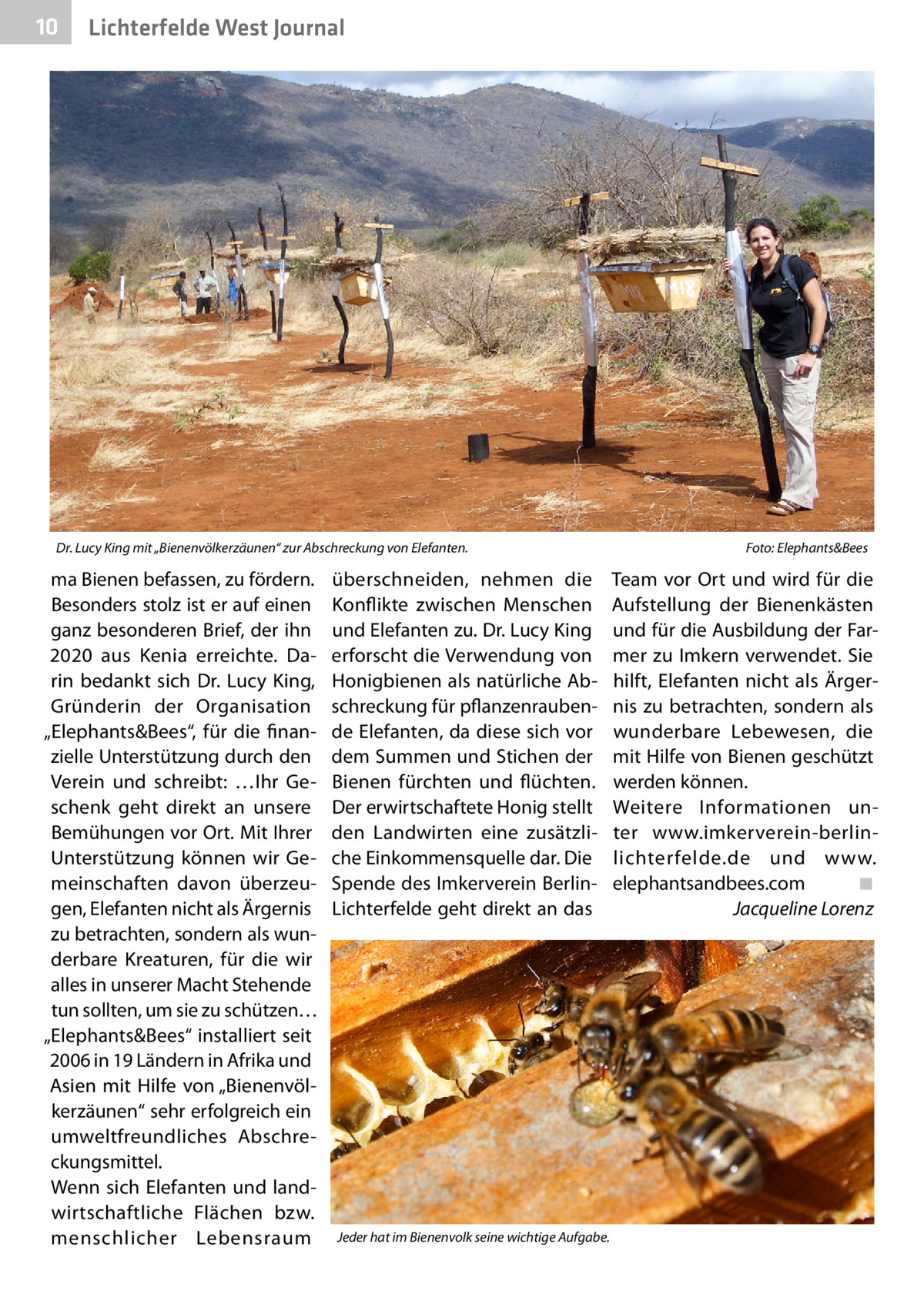 10  Lichterfelde West Journal  Dr. Lucy King mit „Bienenvölkerzäunen“ zur Abschreckung von Elefanten.�  ma Bienen befassen, zu fördern. Besonders stolz ist er auf einen ganz besonderen Brief, der ihn 2020 aus Kenia erreichte. Darin bedankt sich Dr.  Lucy King, Gründerin der Organisation „Elephants&Bees“, für die finanzielle Unterstützung durch den Verein und schreibt: …Ihr Geschenk geht direkt an unsere Bemühungen vor Ort. Mit Ihrer Unterstützung können wir Gemeinschaften davon überzeugen, Elefanten nicht als Ärgernis zu betrachten, sondern als wunderbare Kreaturen, für die wir alles in unserer Macht Stehende tun sollten, um sie zu schützen… „Elephants&Bees“ installiert seit 2006 in 19 Ländern in Afrika und Asien mit Hilfe von „Bienenvölkerzäunen“ sehr erfolgreich ein umweltfreundliches Abschreckungsmittel. Wenn sich Elefanten und landwirtschaftliche Flächen bzw. menschlicher Lebensraum  überschneiden, nehmen die Konflikte zwischen Menschen und Elefanten zu. Dr. Lucy King erforscht die Verwendung von Honigbienen als natürliche Abschreckung für pflanzenraubende Elefanten, da diese sich vor dem Summen und Stichen der Bienen fürchten und flüchten. Der erwirtschaftete Honig stellt den Landwirten eine zusätzliche Einkommensquelle dar. Die Spende des Imkerverein BerlinLichterfelde geht direkt an das  Jeder hat im Bienenvolk seine wichtige Aufgabe.  Foto: Elephants&Bees  Team vor Ort und wird für die Aufstellung der Bienenkästen und für die Ausbildung der Farmer zu Imkern verwendet. Sie hilft, Elefanten nicht als Ärgernis zu betrachten, sondern als wunderbare Lebewesen, die mit Hilfe von Bienen geschützt werden können. Weitere Informationen unter www.imkerverein-berlinlichterfelde.de und www. elephantsandbees.com� ◾ � Jacqueline Lorenz