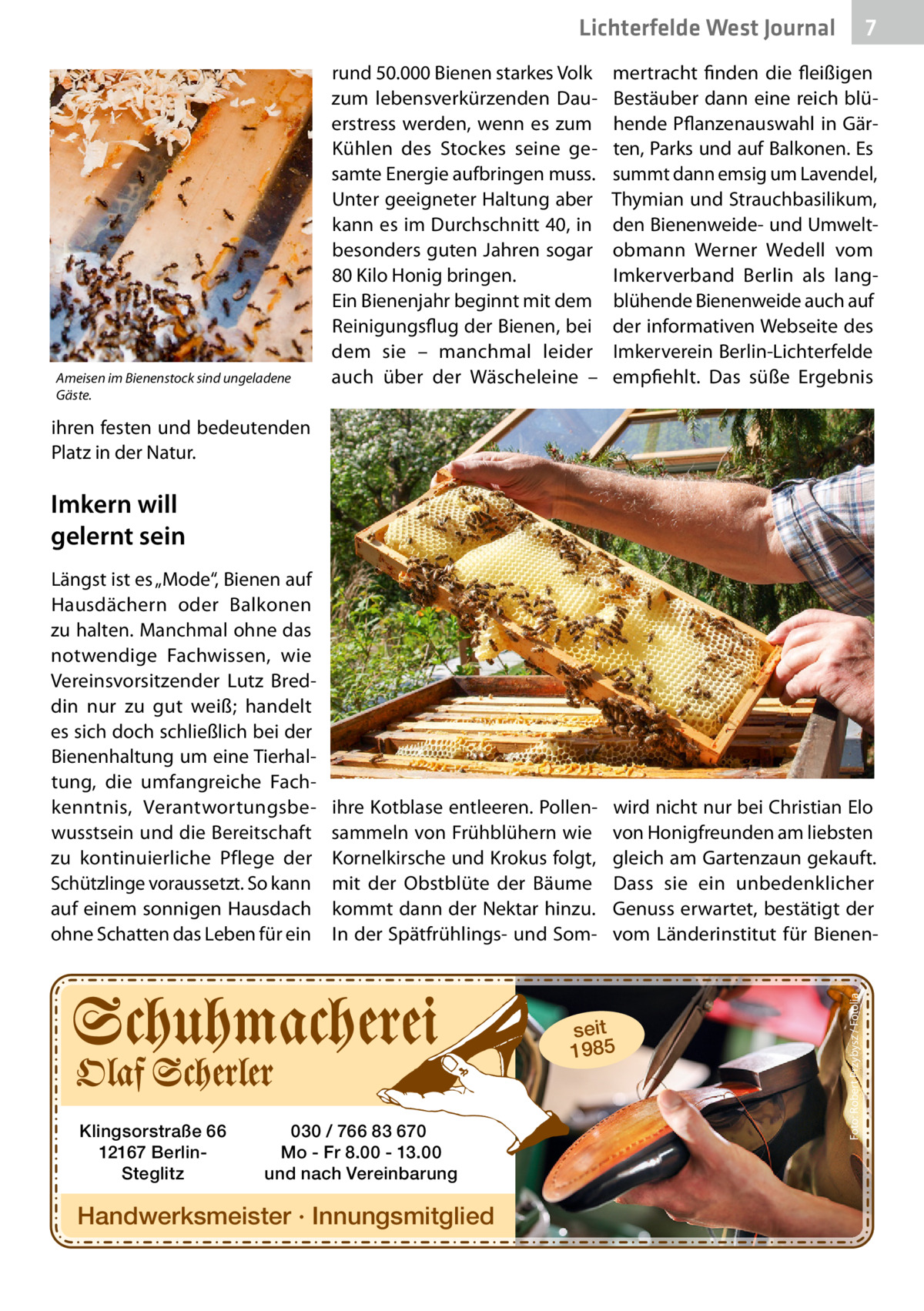 7 7  Lichterfelde West Journal  Ameisen im Bienenstock sind ungeladene Gäste.  rund 50.000 Bienen starkes Volk zum lebensverkürzenden Dauerstress werden, wenn es zum Kühlen des Stockes seine gesamte Energie aufbringen muss. Unter geeigneter Haltung aber kann es im Durchschnitt 40, in besonders guten Jahren sogar 80 Kilo Honig bringen. Ein Bienenjahr beginnt mit dem Reinigungsflug der Bienen, bei dem sie – manchmal leider auch über der Wäscheleine –  mertracht finden die fleißigen Bestäuber dann eine reich blühende Pflanzenauswahl in Gärten, Parks und auf Balkonen. Es summt dann emsig um Lavendel, Thymian und Strauchbasilikum, den Bienenweide- und Umweltobmann Werner Wedell vom Imkerverband Berlin als langblühende Bienenweide auch auf der informativen Webseite des Imkerverein Berlin-Lichterfelde empfiehlt. Das süße Ergebnis  ihre Kotblase entleeren. Pollensammeln von Frühblühern wie Kornelkirsche und Krokus folgt, mit der Obstblüte der Bäume kommt dann der Nektar hinzu. In der Spätfrühlings- und Som wird nicht nur bei Christian Elo von Honigfreunden am liebsten gleich am Gartenzaun gekauft. Dass sie ein unbedenklicher Genuss erwartet, bestätigt der vom Länderinstitut für Bienen ihren festen und bedeutenden Platz in der Natur.  Längst ist es „Mode“, Bienen auf Hausdächern oder Balkonen zu halten. Manchmal ohne das notwendige Fachwissen, wie Vereinsvorsitzender Lutz Breddin nur zu gut weiß; handelt es sich doch schließlich bei der Bienenhaltung um eine Tierhaltung, die umfangreiche Fachkenntnis, Verantwortungsbewusstsein und die Bereitschaft zu kontinuierliche Pflege der Schützlinge voraussetzt. So kann auf einem sonnigen Hausdach ohne Schatten das Leben für ein  seit 1985  Klingsorstraße 66 12167 BerlinSteglitz  030 / 766 83 670 Mo - Fr 8.00 - 13.00 und nach Vereinbarung  Handwerksmeister · Innungsmitglied  Foto: Robert Przybysz / Fotolia  Imkern will gelernt sein