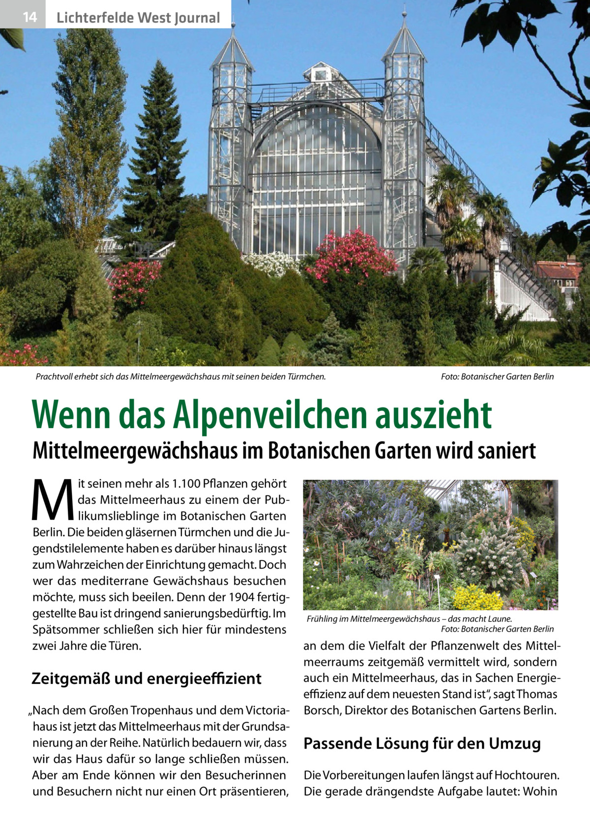 14  Lichterfelde West Journal  Prachtvoll erhebt sich das Mittelmeergewächshaus mit seinen beiden Türmchen.�  Foto: Botanischer Garten Berlin  Wenn das Alpenveilchen auszieht  Mittelmeergewächshaus im Botanischen Garten wird saniert  M  it seinen mehr als 1.100 Pflanzen gehört das Mittelmeerhaus zu einem der Publikumslieblinge im Botanischen Garten Berlin. Die beiden gläsernen Türmchen und die Jugendstilelemente haben es darüber hinaus längst zum Wahrzeichen der Einrichtung gemacht. Doch wer das mediterrane Gewächshaus besuchen möchte, muss sich beeilen. Denn der 1904 fertiggestellte Bau ist dringend sanierungsbedürftig. Im Spätsommer schließen sich hier für mindestens zwei Jahre die Türen.  Zeitgemäß und energieeffizient „Nach dem Großen Tropenhaus und dem Victoriahaus ist jetzt das Mittelmeerhaus mit der Grundsanierung an der Reihe. Natürlich bedauern wir, dass wir das Haus dafür so lange schließen müssen. Aber am Ende können wir den Besucherinnen und Besuchern nicht nur einen Ort präsentieren,  Frühling im Mittelmeergewächshaus – das macht Laune. � Foto: Botanischer Garten Berlin  an dem die Vielfalt der Pflanzenwelt des Mittelmeerraums zeitgemäß vermittelt wird, sondern auch ein Mittelmeerhaus, das in Sachen Energieeffizienz auf dem neuesten Stand ist“, sagt Thomas Borsch, Direktor des Botanischen Gartens Berlin.  Passende Lösung für den Umzug Die Vorbereitungen laufen längst auf Hochtouren. Die gerade drängendste Aufgabe lautet: Wohin