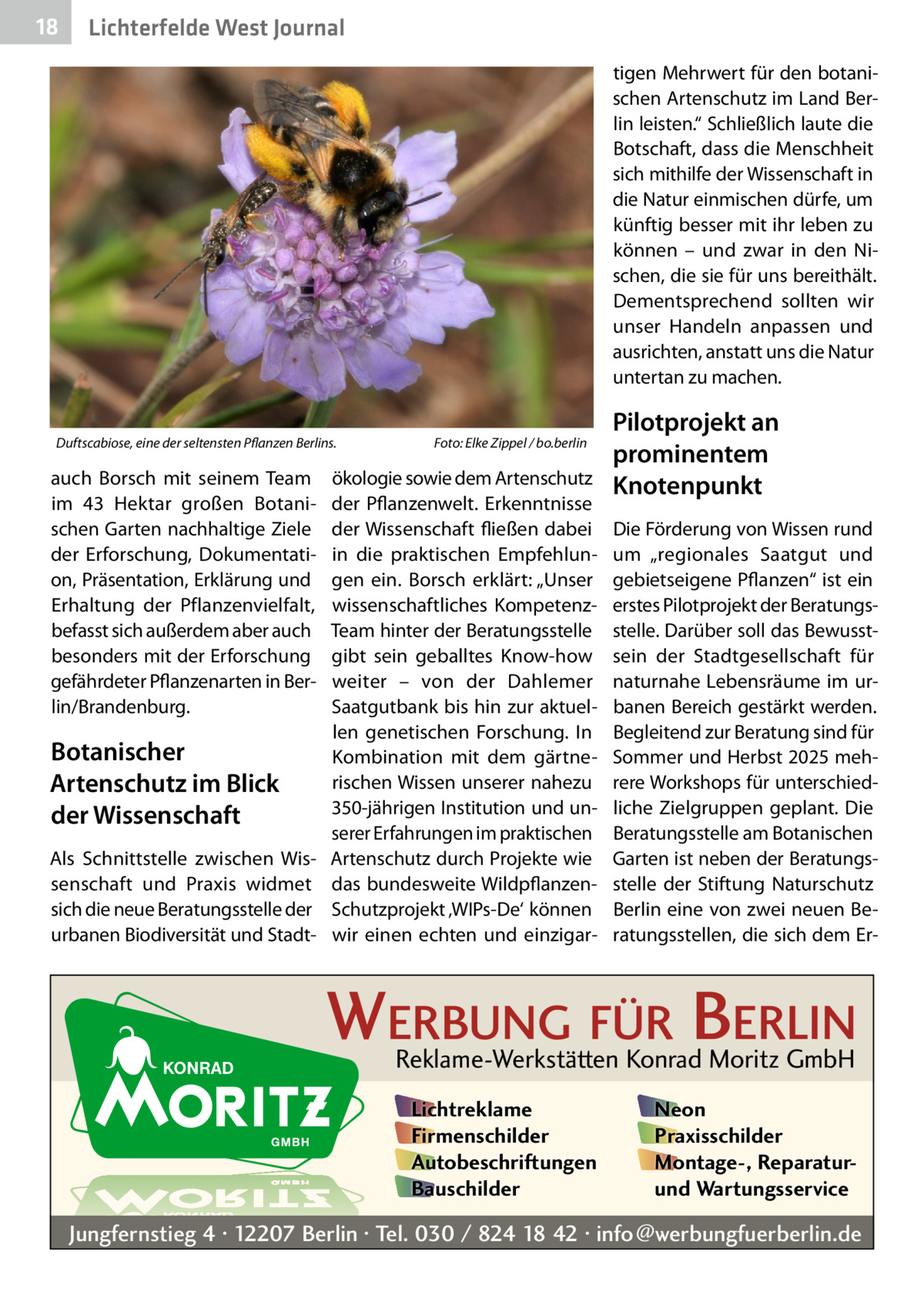 18  Lichterfelde West Journal tigen Mehrwert für den botanischen Artenschutz im Land Berlin leisten.“ Schließlich laute die Botschaft, dass die Menschheit sich mithilfe der Wissenschaft in die Natur einmischen dürfe, um künftig besser mit ihr leben zu können – und zwar in den Nischen, die sie für uns bereithält. Dementsprechend sollten wir unser Handeln anpassen und ausrichten, anstatt uns die Natur untertan zu machen.  Duftscabiose, eine der seltensten Pflanzen Berlins.�  auch Borsch mit seinem Team im 43  Hektar großen Botanischen Garten nachhaltige Ziele der Erforschung, Dokumentation, Präsentation, Erklärung und Erhaltung der Pflanzenvielfalt, befasst sich außerdem aber auch besonders mit der Erforschung gefährdeter Pflanzenarten in Berlin/Brandenburg.  Botanischer Artenschutz im Blick der Wissenschaft Als Schnittstelle zwischen Wissenschaft und Praxis widmet sich die neue Beratungsstelle der urbanen Biodiversität und Stadt Foto: Elke Zippel / bo.berlin  ökologie sowie dem Artenschutz der Pflanzenwelt. Erkenntnisse der Wissenschaft fließen dabei in die praktischen Empfehlungen ein. Borsch erklärt: „Unser wissenschaftliches KompetenzTeam hinter der Beratungsstelle gibt sein geballtes Know-how weiter – von der Dahlemer Saatgutbank bis hin zur aktuellen genetischen Forschung. In Kombination mit dem gärtnerischen Wissen unserer nahezu 350-jährigen Institution und unserer Erfahrungen im praktischen Artenschutz durch Projekte wie das bundesweite WildpflanzenSchutzprojekt ‚WIPs-De‘ können wir einen echten und einzigar Pilotprojekt an prominentem Knotenpunkt Die Förderung von Wissen rund um „regionales Saatgut und gebietseigene Pflanzen“ ist ein erstes Pilotprojekt der Beratungsstelle. Darüber soll das Bewusstsein der Stadtgesellschaft für naturnahe Lebensräume im urbanen Bereich gestärkt werden. Begleitend zur Beratung sind für Sommer und Herbst 2025 mehrere Workshops für unterschiedliche Zielgruppen geplant. Die Beratungsstelle am Botanischen Garten ist neben der Beratungsstelle der Stiftung Naturschutz Berlin eine von zwei neuen Beratungsstellen, die sich dem Er WERBUNG FÜR BERLIN Reklame-Werkstätten Konrad Moritz GmbH Lichtreklame Firmenschilder Autobeschriftungen Bauschilder  Neon Praxisschilder Montage-, Reparaturund Wartungsservice  Jungfernstieg 4 · 12207 Berlin · Tel. 030 / 824 18 42 · info@werbungfuerberlin.de