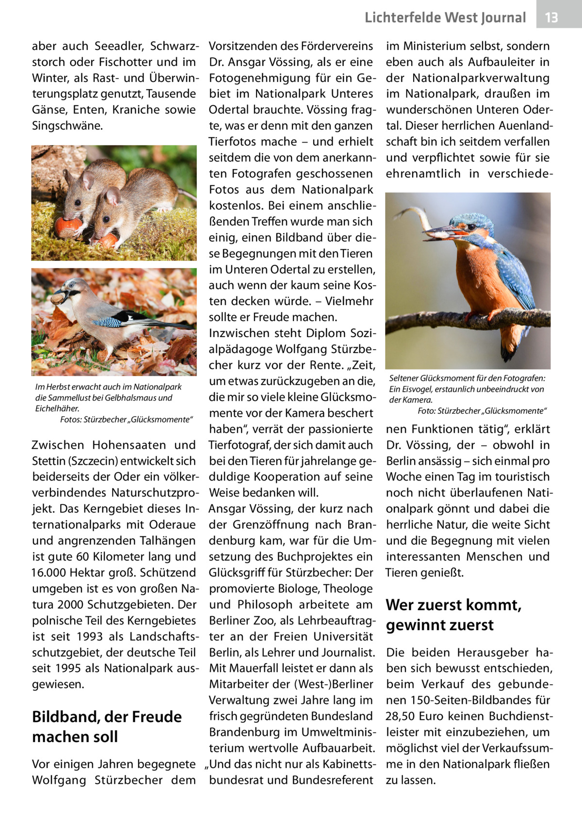 Lichterfelde West Journal aber auch Seeadler, Schwarzstorch oder Fischotter und im Winter, als Rast- und Überwinterungsplatz genutzt, Tausende Gänse, Enten, Kraniche sowie Singschwäne.  Im Herbst erwacht auch im Nationalpark die Sammellust bei Gelbhalsmaus und Eichelhäher. � Fotos: Stürzbecher „Glücksmomente“  Zwischen Hohensaaten und Stettin (Szczecin) entwickelt sich beiderseits der Oder ein völkerverbindendes Naturschutzprojekt. Das Kerngebiet dieses Internationalparks mit Oderaue und angrenzenden Talhängen ist gute 60 Kilometer lang und 16.000 Hektar groß. Schützend umgeben ist es von großen Natura 2000 Schutzgebieten. Der polnische Teil des Kerngebietes ist seit 1993 als Landschaftsschutzgebiet, der deutsche Teil seit 1995 als Nationalpark ausgewiesen.  Bildband, der Freude machen soll Vor einigen Jahren begegnete Wolfgang Stürzbecher dem  Vorsitzenden des Fördervereins Dr. Ansgar Vössing, als er eine Fotogenehmigung für ein Gebiet im Nationalpark Unteres Odertal brauchte. Vössing fragte, was er denn mit den ganzen Tierfotos mache – und erhielt seitdem die von dem anerkannten Fotografen geschossenen Fotos aus dem Nationalpark kostenlos. Bei einem anschließenden Treffen wurde man sich einig, einen Bildband über diese Begegnungen mit den Tieren im Unteren Odertal zu erstellen, auch wenn der kaum seine Kosten decken würde. – Vielmehr sollte er Freude machen. Inzwischen steht Diplom Sozialpädagoge Wolfgang Stürzbecher kurz vor der Rente. „Zeit, um etwas zurückzugeben an die, die mir so viele kleine Glücksmomente vor der Kamera beschert haben“, verrät der passionierte Tierfotograf, der sich damit auch bei den Tieren für jahrelange geduldige Kooperation auf seine Weise bedanken will. Ansgar Vössing, der kurz nach der Grenzöffnung nach Brandenburg kam, war für die Umsetzung des Buchprojektes ein Glücksgriff für Stürzbecher: Der promovierte Biologe, Theologe und Philosoph arbeitete am Berliner Zoo, als Lehrbeauftragter an der Freien Universität Berlin, als Lehrer und Journalist. Mit Mauerfall leistet er dann als Mitarbeiter der (West-)Berliner Verwaltung zwei Jahre lang im frisch gegründeten Bundesland Brandenburg im Umweltministerium wertvolle Aufbauarbeit. „Und das nicht nur als Kabinettsbundesrat und Bundesreferent  13 13  im Ministerium selbst, sondern eben auch als Aufbauleiter in der Nationalparkverwaltung im Nationalpark, draußen im wunderschönen Unteren Odertal. Dieser herrlichen Auenlandschaft bin ich seitdem verfallen und verpflichtet sowie für sie ehrenamtlich in verschiede Seltener Glücksmoment für den Fotografen: Ein Eisvogel, erstaunlich unbeeindruckt von der Kamera. Foto: Stürzbecher „Glücksmomente“  nen Funktionen tätig“, erklärt Dr.  Vössing, der – obwohl in Berlin ansässig – sich einmal pro Woche einen Tag im touristisch noch nicht überlaufenen Nationalpark gönnt und dabei die herrliche Natur, die weite Sicht und die Begegnung mit vielen interessanten Menschen und Tieren genießt.  Wer zuerst kommt, gewinnt zuerst Die beiden Herausgeber haben sich bewusst entschieden, beim Verkauf des gebundenen 150-Seiten-Bildbandes für 28,50  Euro keinen Buchdienstleister mit einzubeziehen, um möglichst viel der Verkaufssumme in den Nationalpark fließen zu lassen.