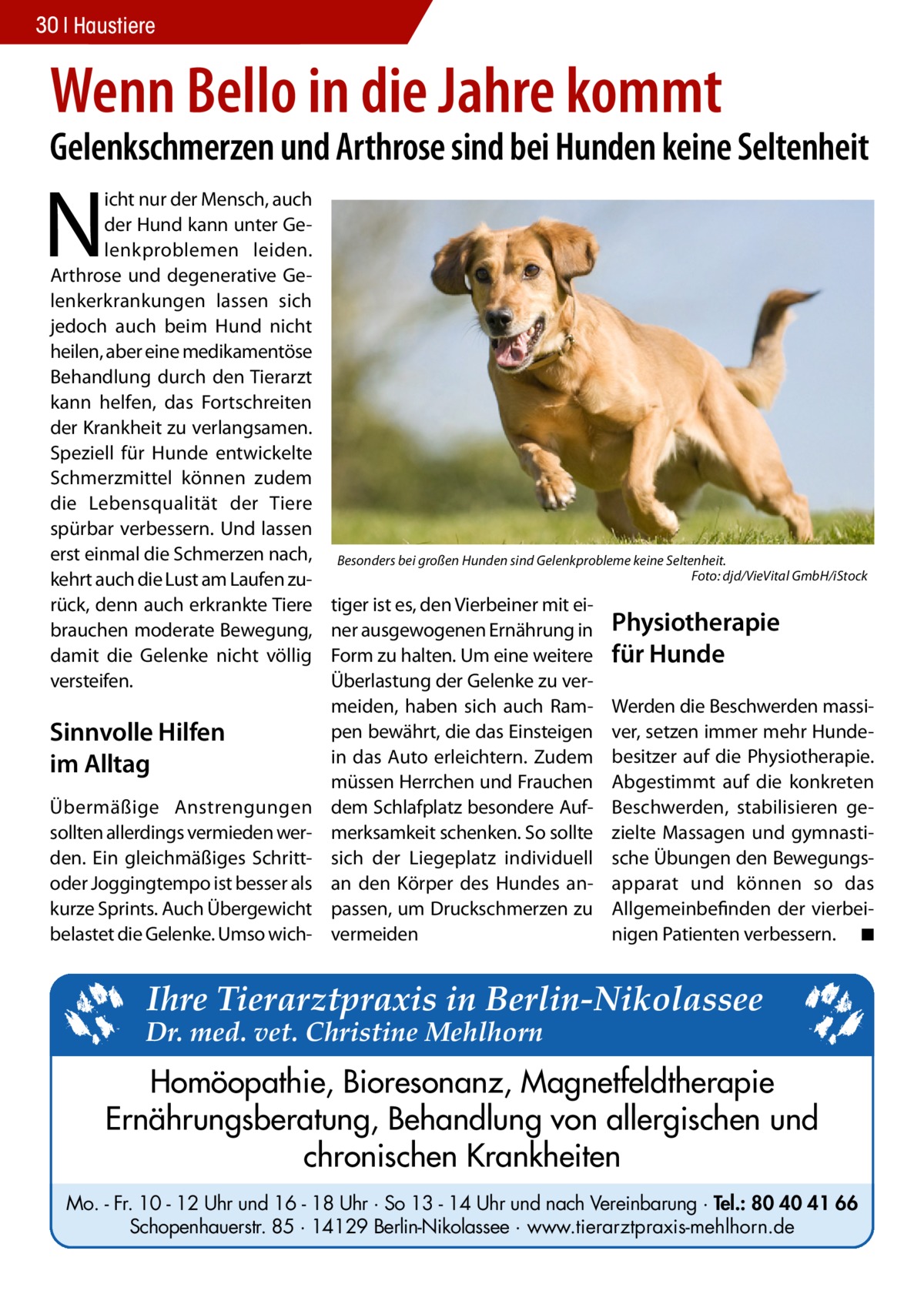 30 Haustiere  Wenn Bello in die Jahre kommt  Gelenkschmerzen und Arthrose sind bei Hunden keine Seltenheit  N  icht nur der Mensch, auch der Hund kann unter Gelenkproblemen leiden. Arthrose und degenerative Gelenkerkrankungen lassen sich jedoch auch beim Hund nicht heilen, aber eine medikamentöse Behandlung durch den Tierarzt kann helfen, das Fortschreiten der Krankheit zu verlangsamen. Speziell für Hunde entwickelte Schmerzmittel können zudem die Lebensqualität der Tiere spürbar verbessern. Und lassen erst einmal die Schmerzen nach, kehrt auch die Lust am Laufen zurück, denn auch erkrankte Tiere brauchen moderate Bewegung, damit die Gelenke nicht völlig versteifen.  Sinnvolle Hilfen im Alltag Übermäßige Anstrengungen sollten allerdings vermieden werden. Ein gleichmäßiges Schrittoder Joggingtempo ist besser als kurze Sprints. Auch Übergewicht belastet die Gelenke. Umso wich Besonders bei großen Hunden sind Gelenkprobleme keine Seltenheit. � Foto: djd/VieVital GmbH/iStock  tiger ist es, den Vierbeiner mit einer ausgewogenen Ernährung in Form zu halten. Um eine weitere Überlastung der Gelenke zu vermeiden, haben sich auch Rampen bewährt, die das Einsteigen in das Auto erleichtern. Zudem müssen Herrchen und Frauchen dem Schlafplatz besondere Aufmerksamkeit schenken. So sollte sich der Liegeplatz individuell an den Körper des Hundes anpassen, um Druckschmerzen zu vermeiden  Physiotherapie für Hunde Werden die Beschwerden massiver, setzen immer mehr Hundebesitzer auf die Physiotherapie. Abgestimmt auf die konkreten Beschwerden, stabilisieren gezielte Massagen und gymnastische Übungen den Bewegungsapparat und können so das Allgemeinbefinden der vierbeinigen Patienten verbessern. � ◾  Ihre Tierarztpraxis in Berlin-Nikolassee  Dr. med. vet. Christine Mehlhorn  Homöopathie, Bioresonanz, Magnetfeldtherapie Ernährungsberatung, Behandlung von allergischen und chronischen Krankheiten Mo. - Fr. 10 - 12 Uhr und 16 - 18 Uhr · So 13 - 14 Uhr und nach Vereinbarung · Tel.: 80 40 41 66 Schopenhauerstr. 85 · 14129 Berlin-Nikolassee · www.tierarztpraxis-mehlhorn.de