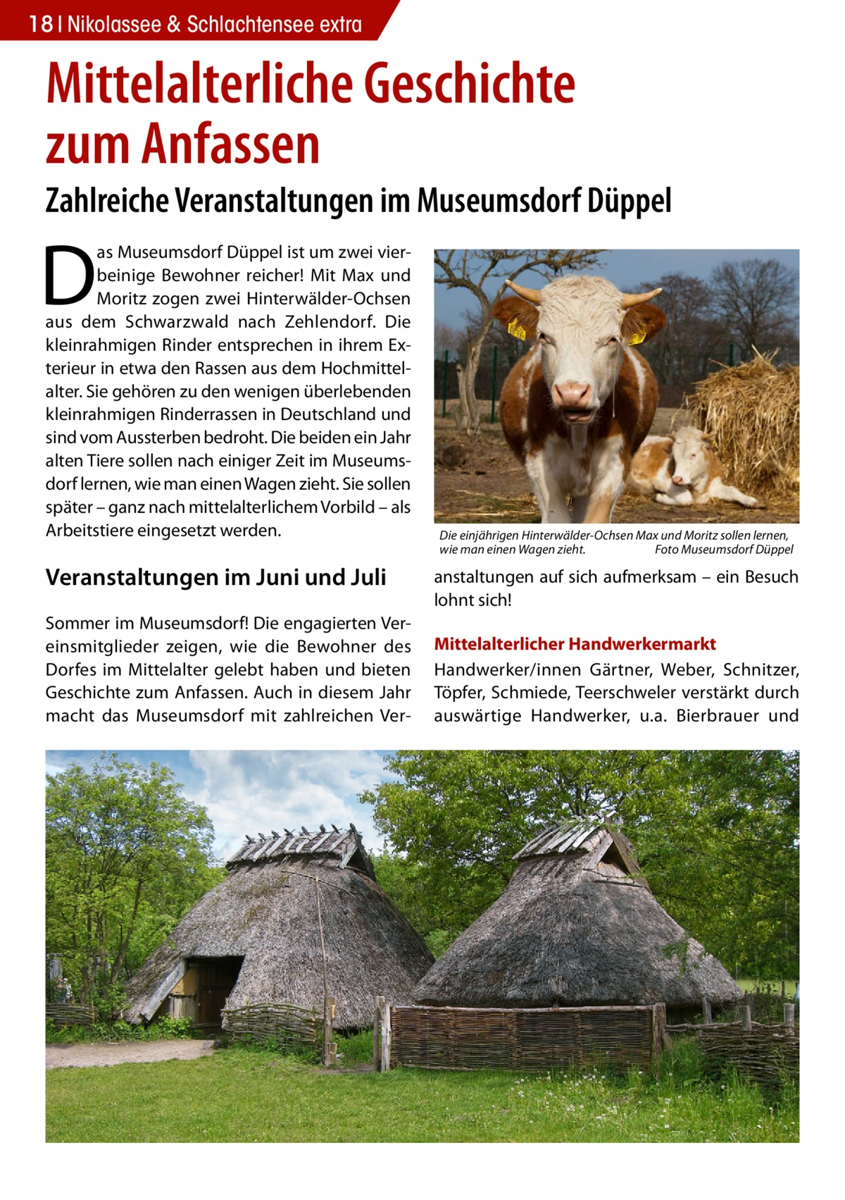 18 Nikolassee & Schlachtensee extra  Mittelalterliche Geschichte zum Anfassen  Zahlreiche Veranstaltungen im Museumsdorf Düppel  D  as Museumsdorf Düppel ist um zwei vierbeinige Bewohner reicher! Mit Max und Moritz zogen zwei Hinterwälder-Ochsen aus dem Schwarzwald nach Zehlendorf. Die kleinrahmigen Rinder entsprechen in ihrem Exterieur in etwa den Rassen aus dem Hochmittelalter. Sie gehören zu den wenigen überlebenden kleinrahmigen Rinderrassen in Deutschland und sind vom Aussterben bedroht. Die beiden ein Jahr alten Tiere sollen nach einiger Zeit im Museumsdorf lernen, wie man einen Wagen zieht. Sie sollen später – ganz nach mittelalterlichem Vorbild – als Arbeitstiere eingesetzt werden.  Veranstaltungen im Juni und Juli Sommer im Museumsdorf! Die engagierten Vereinsmitglieder zeigen, wie die Bewohner des Dorfes im Mittelalter gelebt haben und bieten Geschichte zum Anfassen. Auch in diesem Jahr macht das Museumsdorf mit zahlreichen Ver Die einjährigen Hinterwälder-Ochsen Max und Moritz sollen lernen, wie man einen Wagen zieht. � Foto Museumsdorf Düppel  anstaltungen auf sich aufmerksam – ein Besuch lohnt sich! Mittelalterlicher Handwerkermarkt Handwerker/innen Gärtner, Weber, Schnitzer, Töpfer, Schmiede, Teerschweler verstärkt durch auswärtige Handwerker, u.a. Bierbrauer und