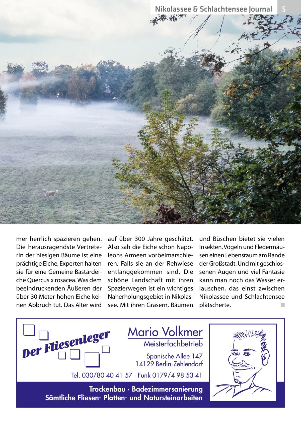 Nikolassee & Schlachtensee Journal  mer herrlich spazieren gehen. Die herausragendste Vertreterin der hiesigen Bäume ist eine prächtige Eiche. Experten halten sie für eine Gemeine Bastardeiche Quercus x rosacea. Was dem beeindruckenden Äußeren der über 30 Meter hohen Eiche keinen Abbruch tut. Das Alter wird  auf über 300  Jahre geschätzt. Also sah die Eiche schon Napoleons Armeen vorbeimarschieren. Falls sie an der Rehwiese entlanggekommen sind. Die schöne Landschaft mit ihren Spazierwegen ist ein wichtiges Naherholungsgebiet in Nikolassee. Mit ihren Gräsern, Bäumen  5  und Büschen bietet sie vielen Insekten, Vögeln und Fledermäusen einen Lebensraum am Rande der Großstadt. Und mit geschlossenen Augen und viel Fantasie kann man noch das Wasser erlauschen, das einst zwischen Nikolassee und Schlachtensee plätscherte. � ◾  Mario Volkmer  Meisterfachbetrieb  Spanische Allee 147 14129 Berlin-Zehlendorf Tel. 030/80 40 41 57 · Funk 0179/4 98 53 41  Trockenbau · Badezimmersanierung Sämtliche Fliesen- Platten- und Natursteinarbeiten