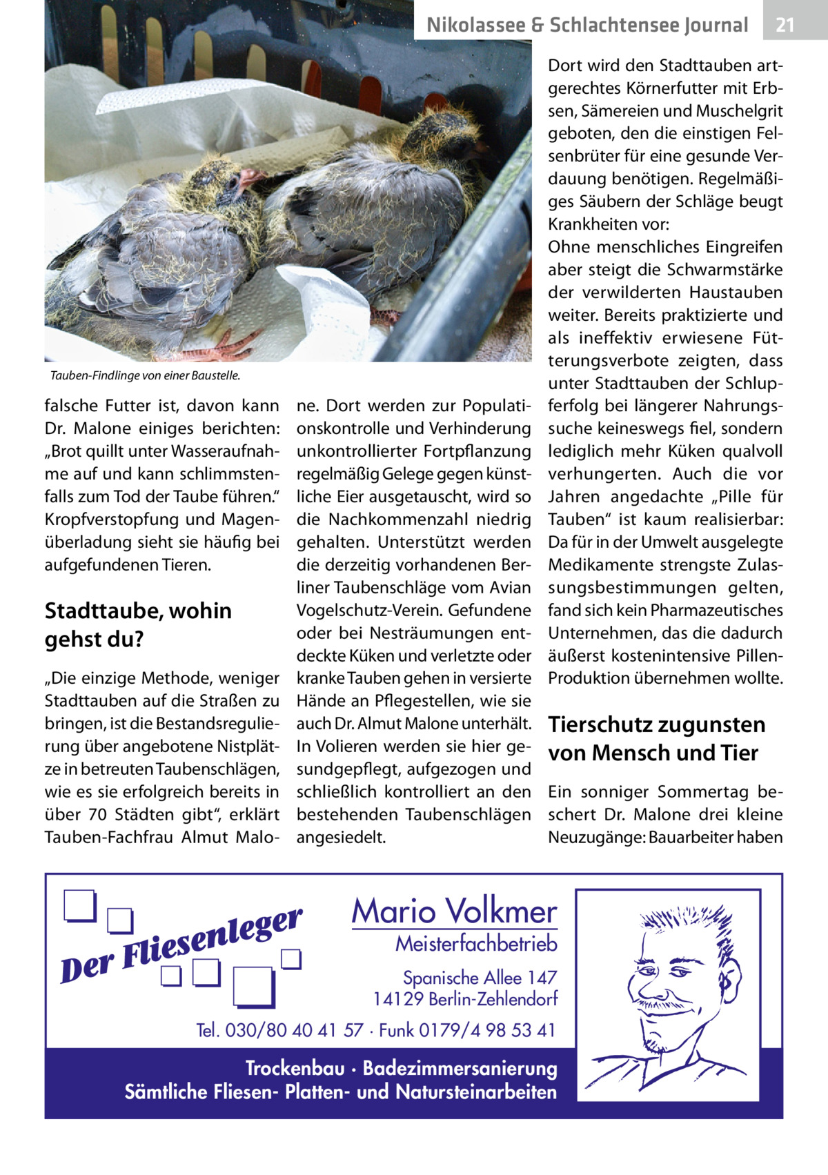 Nikolassee & Schlachtensee Journal  Tauben-Findlinge von einer Baustelle.  falsche Futter ist, davon kann Dr.  Malone einiges berichten: „Brot quillt unter Wasseraufnahme auf und kann schlimmstenfalls zum Tod der Taube führen.“ Kropfverstopfung und Magenüberladung sieht sie häufig bei aufgefundenen Tieren.  Stadttaube, wohin gehst du? „Die einzige Methode, weniger Stadttauben auf die Straßen zu bringen, ist die Bestandsregulierung über angebotene Nistplätze in betreuten Taubenschlägen, wie es sie erfolgreich bereits in über 70 Städten gibt“, erklärt Tauben-Fachfrau Almut Malo 21  Dort wird den Stadttauben artgerechtes Körnerfutter mit Erbsen, Sämereien und Muschelgrit geboten, den die einstigen Felsenbrüter für eine gesunde Verdauung benötigen. Regelmäßiges Säubern der Schläge beugt Krankheiten vor: Ohne menschliches Eingreifen aber steigt die Schwarmstärke der verwilderten Haustauben weiter. Bereits praktizierte und als ineffektiv erwiesene Fütterungsverbote zeigten, dass unter Stadttauben der Schlupferfolg bei längerer Nahrungssuche keineswegs fiel, sondern lediglich mehr Küken qualvoll verhungerten. Auch die vor Jahren angedachte „Pille für Tauben“ ist kaum realisierbar: Da für in der Umwelt ausgelegte Medikamente strengste Zulassungsbestimmungen gelten, fand sich kein Pharmazeutisches Unternehmen, das die dadurch äußerst kostenintensive PillenProduktion übernehmen wollte.  ne. Dort werden zur Populationskontrolle und Verhinderung unkontrollierter Fortpflanzung regelmäßig Gelege gegen künstliche Eier ausgetauscht, wird so die Nachkommenzahl niedrig gehalten. Unterstützt werden die derzeitig vorhandenen Berliner Taubenschläge vom Avian Vogelschutz-Verein. Gefundene oder bei Nesträumungen entdeckte Küken und verletzte oder kranke Tauben gehen in versierte Hände an Pflegestellen, wie sie auch Dr. Almut Malone unterhält. Tierschutz zugunsten In Volieren werden sie hier ge- von Mensch und Tier sundgepflegt, aufgezogen und schließlich kontrolliert an den Ein sonniger Sommertag bebestehenden Taubenschlägen schert Dr.  Malone drei kleine angesiedelt. Neuzugänge: Bauarbeiter haben  Mario Volkmer  Meisterfachbetrieb  Spanische Allee 147 14129 Berlin-Zehlendorf Tel. 030/80 40 41 57 · Funk 0179/4 98 53 41  Trockenbau · Badezimmersanierung Sämtliche Fliesen- Platten- und Natursteinarbeiten