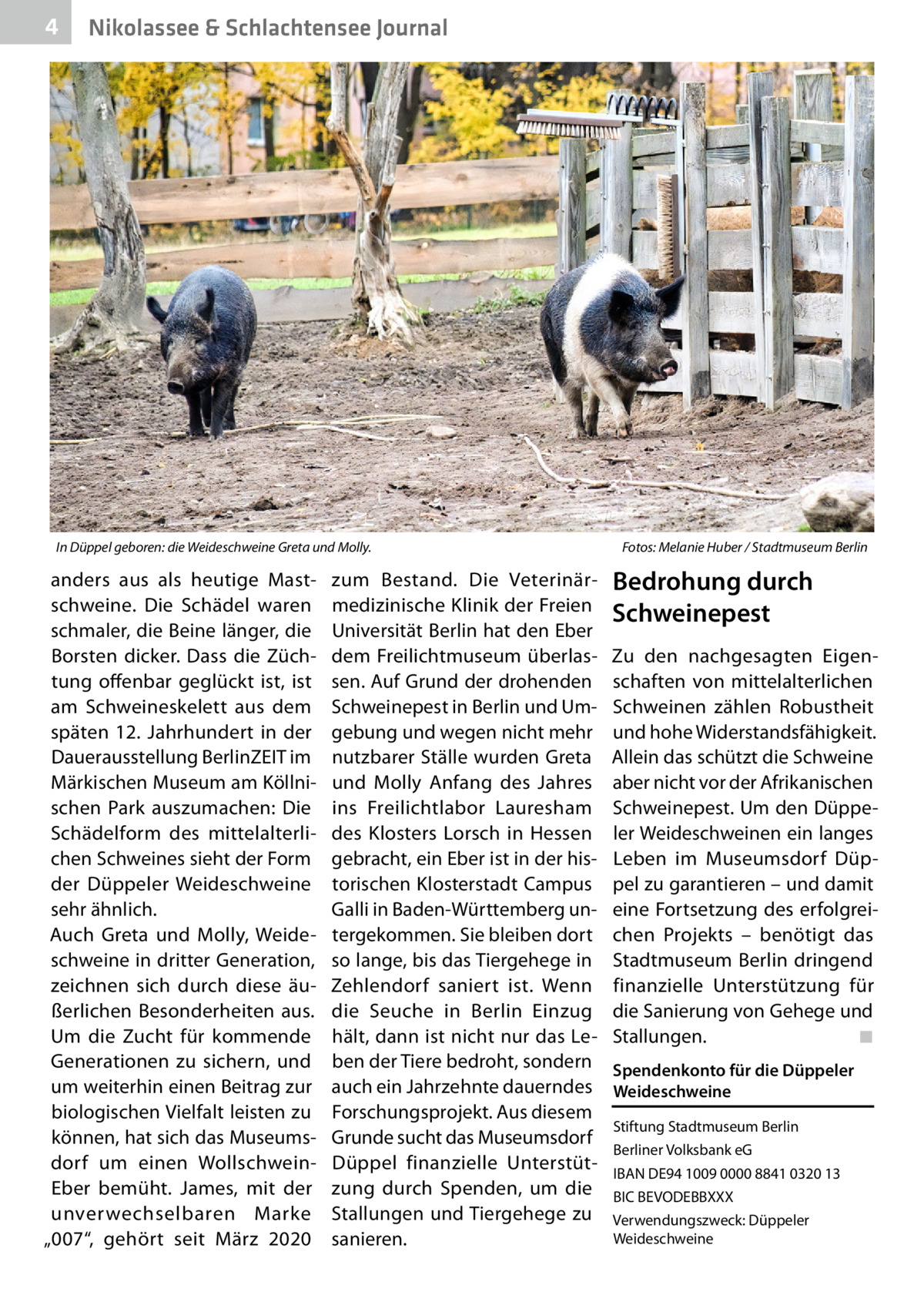 4  Nikolassee & Schlachtensee Journal  In Düppel geboren: die Weideschweine Greta und Molly.�  anders aus als heutige Mastschweine. Die Schädel waren schmaler, die Beine länger, die Borsten dicker. Dass die Züchtung offenbar geglückt ist, ist am Schweineskelett aus dem späten 12.  Jahrhundert in der Dauerausstellung BerlinZEIT im Märkischen Museum am Köllnischen Park auszumachen: Die Schädelform des mittelalterlichen Schweines sieht der Form der Düppeler Weideschweine sehr ähnlich. Auch Greta und Molly, Weideschweine in dritter Generation, zeichnen sich durch diese äußerlichen Besonderheiten aus. Um die Zucht für kommende Generationen zu sichern, und um weiterhin einen Beitrag zur biologischen Vielfalt leisten zu können, hat sich das Museumsdorf um einen WollschweinEber bemüht. James, mit der unverwechselbaren Marke „007“, gehört seit März 2020  zum Bestand. Die Veterinärmedizinische Klinik der Freien Universität Berlin hat den Eber dem Freilichtmuseum überlassen. Auf Grund der drohenden Schweinepest in Berlin und Umgebung und wegen nicht mehr nutzbarer Ställe wurden Greta und Molly Anfang des Jahres ins Freilichtlabor Lauresham des Klosters Lorsch in Hessen gebracht, ein Eber ist in der historischen Klosterstadt Campus Galli in Baden-Württemberg untergekommen. Sie bleiben dort so lange, bis das Tiergehege in Zehlendorf saniert ist. Wenn die Seuche in Berlin Einzug hält, dann ist nicht nur das Leben der Tiere bedroht, sondern auch ein Jahrzehnte dauerndes Forschungsprojekt. Aus diesem Grunde sucht das Museumsdorf Düppel finanzielle Unterstützung durch Spenden, um die Stallungen und Tiergehege zu sanieren.  Fotos: Melanie Huber / Stadtmuseum Berlin  Bedrohung durch Schweinepest Zu den nachgesagten Eigenschaften von mittelalterlichen Schweinen zählen Robustheit und hohe Widerstandsfähigkeit. Allein das schützt die Schweine aber nicht vor der Afrikanischen Schweinepest. Um den Düppeler Weideschweinen ein langes Leben im Museumsdorf Düppel zu garantieren – und damit eine Fortsetzung des erfolgreichen Projekts – benötigt das Stadtmuseum Berlin dringend finanzielle Unterstützung für die Sanierung von Gehege und Stallungen. � ◾ Spendenkonto für die Düppeler Weideschweine Stiftung Stadtmuseum Berlin Berliner Volksbank eG IBAN DE94 1009 0000 8841 0320 13 BIC BEVODEBBXXX Verwendungszweck: Düppeler Weideschweine