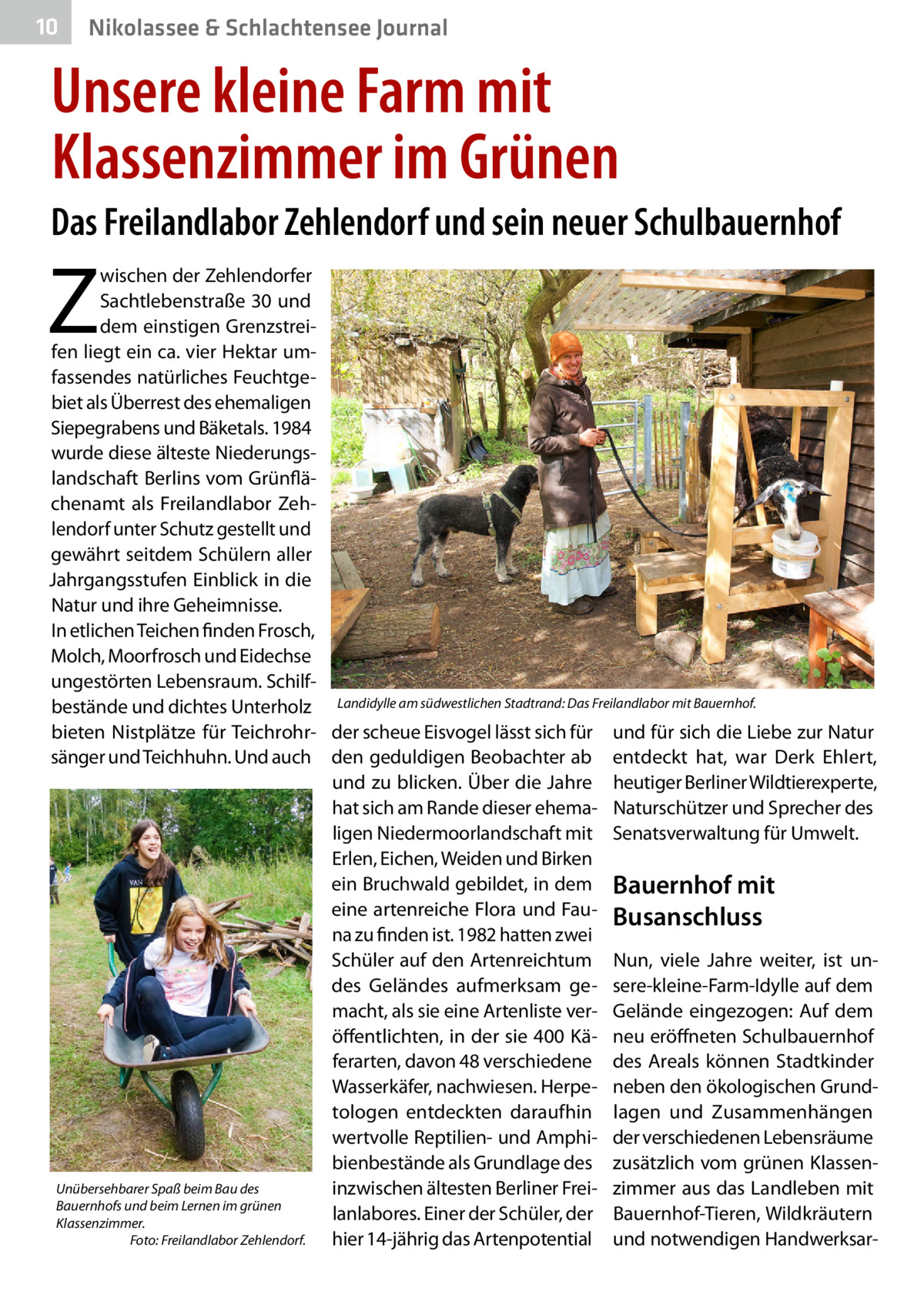 10  Nikolassee & Schlachtensee Journal  Unsere kleine Farm mit Klassenzimmer im Grünen Das Freilandlabor Zehlendorf und sein neuer Schulbauernhof  Z  wischen der Zehlendorfer Sachtlebenstraße 30 und dem einstigen Grenzstreifen liegt ein ca. vier Hektar umfassendes natürliches Feuchtgebiet als Überrest des ehemaligen Siepegrabens und Bäketals. 1984 wurde diese älteste Niederungslandschaft Berlins vom Grünflächenamt als Freilandlabor Zehlendorf unter Schutz gestellt und gewährt seitdem Schülern aller Jahrgangsstufen Einblick in die Natur und ihre Geheimnisse. In etlichen Teichen finden Frosch, Molch, Moorfrosch und Eidechse ungestörten Lebensraum. Schilfbestände und dichtes Unterholz Landidylle am südwestlichen Stadtrand: Das Freilandlabor mit Bauernhof. bieten Nistplätze für Teichrohr- der scheue Eisvogel lässt sich für und für sich die Liebe zur Natur sänger und Teichhuhn. Und auch den geduldigen Beobachter ab entdeckt hat, war Derk Ehlert, und zu blicken. Über die Jahre heutiger Berliner Wildtierexperte, hat sich am Rande dieser ehema- Naturschützer und Sprecher des ligen Niedermoorlandschaft mit Senatsverwaltung für Umwelt. Erlen, Eichen, Weiden und Birken ein Bruchwald gebildet, in dem Bauernhof mit eine artenreiche Flora und Fau- Busanschluss na zu finden ist. 1982 hatten zwei Schüler auf den Artenreichtum Nun, viele Jahre weiter, ist undes Geländes aufmerksam ge- sere-kleine-Farm-Idylle auf dem macht, als sie eine Artenliste ver- Gelände eingezogen: Auf dem öffentlichten, in der sie 400 Kä- neu eröffneten Schulbauernhof ferarten, davon 48 verschiedene des Areals können Stadtkinder Wasserkäfer, nachwiesen. Herpe- neben den ökologischen Grundtologen entdeckten daraufhin lagen und Zusammenhängen wertvolle Reptilien- und Amphi- der verschiedenen Lebensräume bienbestände als Grundlage des zusätzlich vom grünen KlassenUnübersehbarer Spaß beim Bau des inzwischen ältesten Berliner Frei- zimmer aus das Landleben mit Bauernhofs und beim Lernen im grünen lanlabores. Einer der Schüler, der Bauernhof-Tieren, Wildkräutern Klassenzimmer. � Foto: Freilandlabor Zehlendorf. hier 14-jährig das Artenpotential und notwendigen Handwerksa