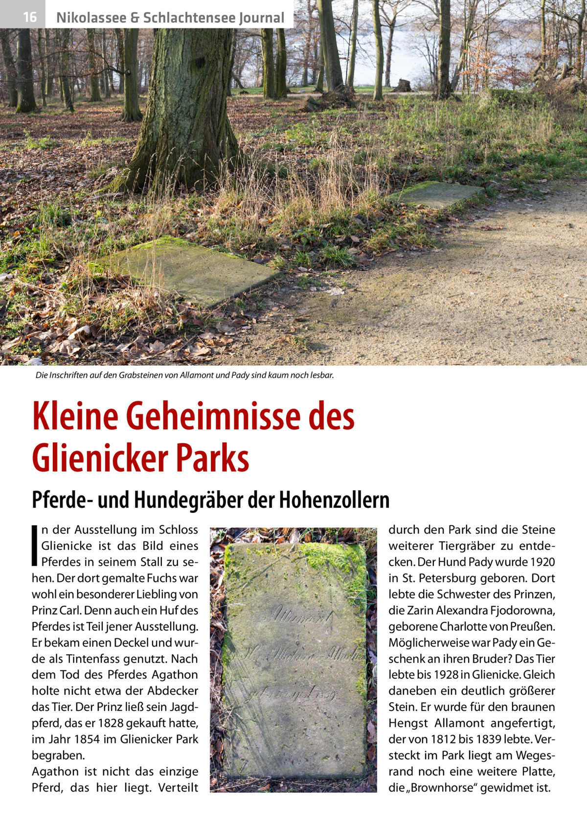 16  Nikolassee & Schlachtensee Journal  Die Inschriften auf den Grabsteinen von Allamont und Pady sind kaum noch lesbar.  Kleine Geheimnisse des Glienicker Parks Pferde- und Hundegräber der Hohenzollern  I  n der Ausstellung im Schloss Glienicke ist das Bild eines Pferdes in seinem Stall zu sehen. Der dort gemalte Fuchs war wohl ein besonderer Liebling von Prinz Carl. Denn auch ein Huf des Pferdes ist Teil jener Ausstellung. Er bekam einen Deckel und wurde als Tintenfass genutzt. Nach dem Tod des Pferdes Agathon holte nicht etwa der Abdecker das Tier. Der Prinz ließ sein Jagdpferd, das er 1828 gekauft hatte, im Jahr 1854 im Glienicker Park begraben. Agathon ist nicht das einzige Pferd, das hier liegt. Verteilt  durch den Park sind die Steine weiterer Tiergräber zu entdecken. Der Hund Pady wurde 1920 in St. Petersburg geboren. Dort lebte die Schwester des Prinzen, die Zarin Alexandra Fjodorowna, geborene Charlotte von Preußen. Möglicherweise war Pady ein Geschenk an ihren Bruder? Das Tier lebte bis 1928 in Glienicke. Gleich daneben ein deutlich größerer Stein. Er wurde für den braunen Hengst Allamont angefertigt, der von 1812 bis 1839 lebte. Versteckt im Park liegt am Wegesrand noch eine weitere Platte, die „Brownhorse“ gewidmet ist.