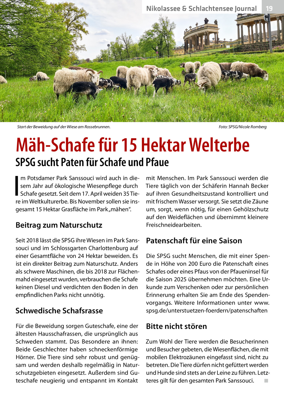 Nikolassee & Schlachtensee Journal  Start der Beweidung auf der Wiese am Rossebrunnen. �  19  Foto: SPSG/Nicole Romberg  Mäh-Schafe für 15 Hektar Welterbe  SPSG sucht Paten für Schafe und Pfaue  I  m Potsdamer Park Sanssouci wird auch in diesem Jahr auf ökologische Wiesenpflege durch Schafe gesetzt. Seit dem 17. April weiden 35 Tiere im Weltkulturerbe. Bis November sollen sie insgesamt 15 Hektar Grasfläche im Park „mähen“.  Beitrag zum Naturschutz Seit 2018 lässt die SPSG ihre Wiesen im Park Sanssouci und im Schlossgarten Charlottenburg auf einer Gesamtfläche von 24 Hektar beweiden. Es ist ein direkter Beitrag zum Naturschutz. Anders als schwere Maschinen, die bis 2018 zur Flächenmahd eingesetzt wurden, verbrauchen die Schafe keinen Diesel und verdichten den Boden in den empfindlichen Parks nicht unnötig.  Schwedische Schafsrasse Für die Beweidung sorgen Guteschafe, eine der ältesten Hausschafrassen, die ursprünglich aus Schweden stammt. Das Besondere an ihnen: Beide Geschlechter haben schneckenförmige Hörner. Die Tiere sind sehr robust und genügsam und werden deshalb regelmäßig in Naturschutzgebieten eingesetzt. Außerdem sind Guteschafe neugierig und entspannt im Kontakt  mit Menschen. Im Park Sanssouci werden die Tiere täglich von der Schäferin Hannah Becker auf ihren Gesundheitszustand kontrolliert und mit frischem Wasser versorgt. Sie setzt die Zäune um, sorgt, wenn nötig, für einen Gehölzschutz auf den Weideflächen und übernimmt kleinere Freischneidearbeiten.  Patenschaft für eine Saison Die SPSG sucht Menschen, die mit einer Spende in Höhe von 200 Euro die Patenschaft eines Schafes oder eines Pfaus von der Pfaueninsel für die Saison 2025 übernehmen möchten. Eine Urkunde zum Verschenken oder zur persönlichen Erinnerung erhalten Sie am Ende des Spendenvorgangs. Weitere Informationen unter www. spsg.de/unterstuetzen-foerdern/patenschaften  Bitte nicht stören Zum Wohl der Tiere werden die Besucherinnen und Besucher gebeten, die Wiesenflächen, die mit mobilen Elektrozäunen eingefasst sind, nicht zu betreten. Die Tiere dürfen nicht gefüttert werden und Hunde sind stets an der Leine zu führen. Letzteres gilt für den gesamten Park Sanssouci.� ◾